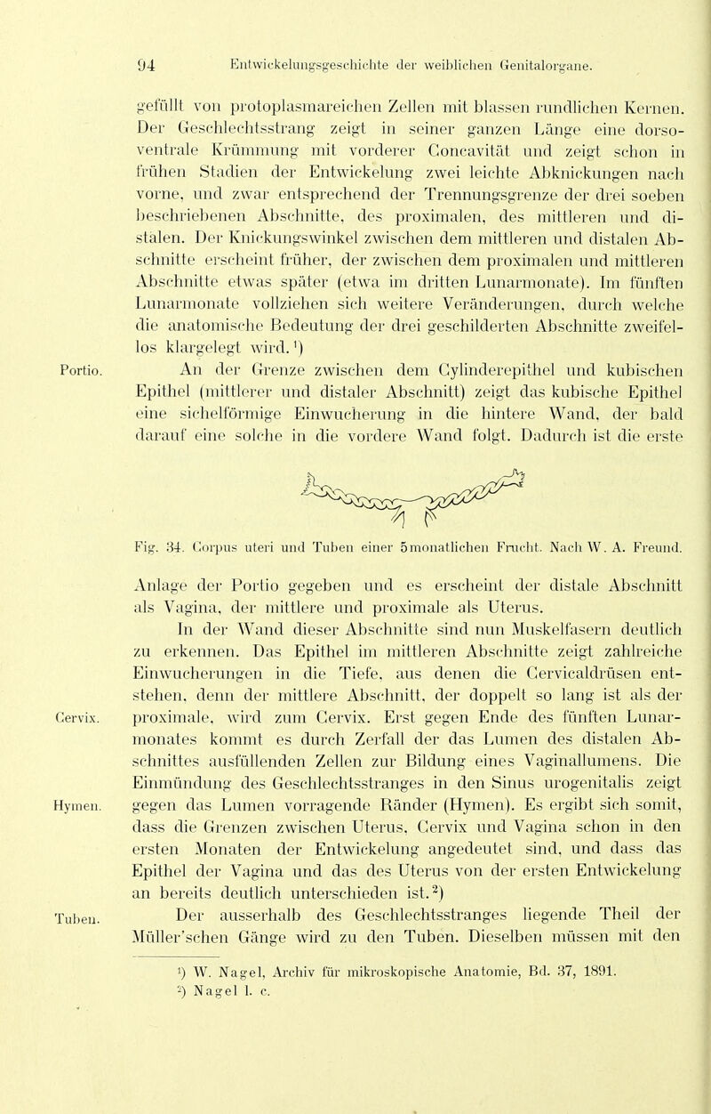 gefüllt von protoplasmareichen Zellen mit blassen rundlichen Kernen. Der Geschlechtsstrang zeigt in seiner ganzen Länge eine dorso- ventrale Krümnunig mit vorderer Goncavität und zeigt schon in frühen Stadien der Entwickelung zwei leichte Abknickungen nach vorne, und zwar entsprechend der Trennungsgrenze der drei soeben beschriebenen Abschnitte, des proximalen, des mittleren und di- stalen. Der Knickungswinkel zwischen dem mittleren und distalen Ab- schnitte erscheint früher, der zwischen dem proximalen und mittleren Abschnitte etwas später (etwa im dritten Lunarmonate). Im fünften Lunarmonate vollziehen sich weitere Veränderungen, durch welche die anatomische Bedeutung der drei geschilderten Abschnitte zweifel- los klargelegt wird.') Portio. An der Grenze zwischen dem Gylinderepithel und kubischen Epithel (mittlerer und distaler Abschnitt) zeigt das kubische Epithel eine sichelförmige Einwucherung in die hintere Wand, der bald darauf eine solche in die vordere Wand folgt. Dadurch ist die erste Fig. 34. Corpus uteri und Tuben einer 5monatlichen Frucht. NachW.A. Freund. Anlage der Portio gegeben und es erscheint der distale Abschnitt als Vagina, der mittlere und proximale als Uterus. In der Wand dieser Abschnitte sind nun Muskelfasern deutlich zu erkennen. Das Epithel im mittleren Abschnitte zeigt zahlreiche Einwucherungen in die Tiefe, aus denen die Gervicaldrüsen ent- stehen, denn der mittlere Abschnitt, der doppelt so lang ist als der Gervix. proximale, Avird zum Gervix. Erst gegen Ende des fünften Lunar- monates kommt es durch Zerfall der das Lumen des distalen Ab- schnittes ausfüllenden Zellen zur Bildung eines Vaginallumens. Die Einmündung des Geschlechtsstranges in den Sinus urogenitalis zeigt Hymen. gegen das Lumen vorragende Ränder (Hymen). Es ergibt sich somit, dass die Grenzen zwischen Uterus, Gervix und Vagina schon in den ersten Monaten der Entwickelung angedeutet sind, und dass das Epithel der Vagina und das des Uterus von der ersten Entwickelung an bereits deuthch unterschieden ist.^) Tuben. Der ausserhalb des Geschlechtsstranges liegende Theil der MüUer'schen Gänge wird zu den Tuben. Dieselben müssen mit den 1) W. Nagel, Archiv für mikroskopische Anatomie, Bd. 37, 1891. -) Nagel 1. c.