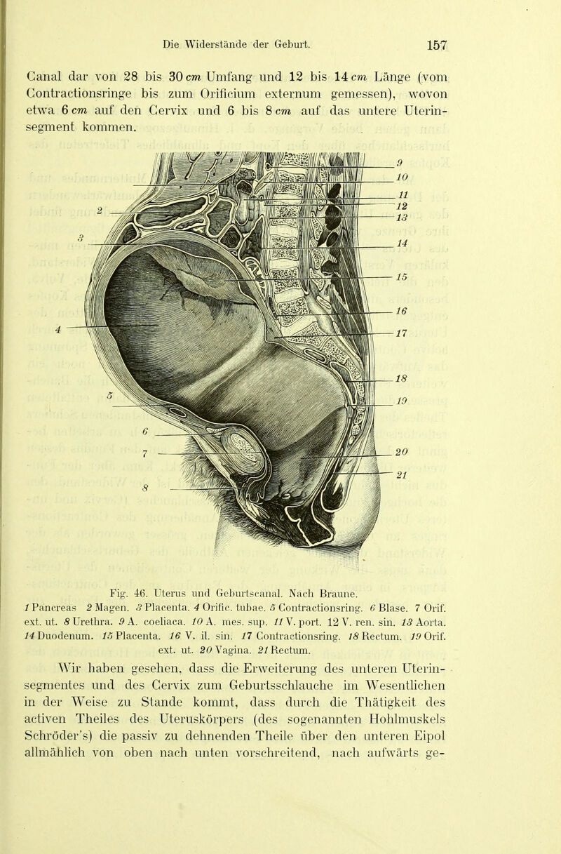 Ganal dar von 28 bis 30 cm Umfang und 12 bis 14 cm Länge (vom Gontractionsringe bis zum Orificium externum gemessen), wovon etwa 6 cm auf den Cervix und 6 bis 8 cm auf das untere Uterin- segment kommen. Fig. 46. Utei'us und Geburtscanal. Nach Braune. /Pancreas 2 Magen. 5 Placenta. 4 Oriflc. tubae. 5 Contractionsring. Blase. 7 Orif. e.\t. ut. 5 Urethra. 9 A. coeliaca. 10 A. mes. sup. ^iV. port. 12 V. ren. sin. ^5 Aorta. Duodenum. /5Placenta. iff V. il. sin. i7 Contractionsring. Rectum. 75 Orif. ext. ut. 20 Vagina. 2/Rectum. Wir haben gesehen, dass die Erweiterung des unteren Uterin- segmentes und des Cervix zum Geburtsschlauche im Wesenthchen in der Weise zu Stande kommt, dass durch die Thätigkeit des activen Theiles des Uteruskörpers (des sogenannten Holilmuskels Schröder's) die passiv zu dehnenden Theile über den unteren Eipol allmähhch von oben nach unten vorschreitend, nach aufwärts ge-