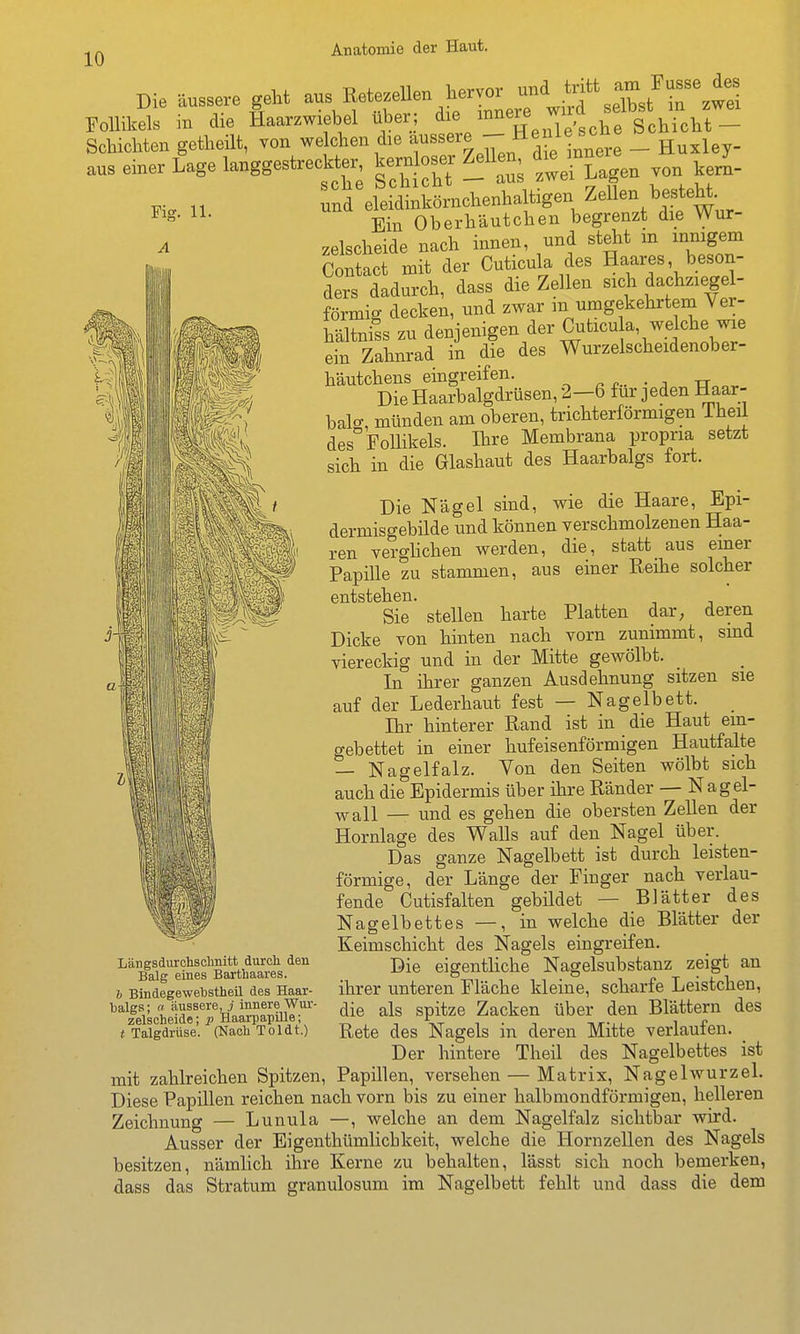 Fig. 11. Die äussere geht - en 1^^^^^^^^^^ Follikels in die Haarzwiebel über; <i^;^/^'^\Xsche Schicht- Schichten getheilt, von welchen die ^«««^^^^^^^'^-^'-^ere - Huxley- aus einer Lage langgestreckter kern oser Zellen, die^inne J_ nd eleidlkörnchenhaltigen Zellen besteh Ein Oberhäutchen begrenzt die Wur- zelscheide nach innen, und steht m innigem Contact mit der Cuticula des Haares, beson- ders dadurch, dass die Zellen sich dachziegel- förmig decken, und zwar m umgekehrtem Ver- hältniss zu denjenigen der Cuticu a, welche wie ein Zahnrad in die des Wurzelscheidenober- häutchens eingreifen. ^ n.. • . rr Die Haarbalgdrüsen, 2—6 für jeden Haar- balg, münden am oberen, trichterförmigen iheii des Follikels. Ihre Membrana propria setzt sich in die Glashaut des Haarbalgs fort. Die Nägel sind, wie die Haare, Epi- dermisgebilde und können verschmolzenen Haa- ren verghchen werden, die, statt aus emer Papille zu stammen, aus einer Reihe solcher entstehen. Sie stellen harte Platten dar, deren Dicke von hinten nach vorn zunimmt, smd viereckig und in der Mitte gewölbt. In ihrer ganzen Ausdehnung sitzen sie auf der Lederhaut fest — Nagelbett. Ihr hinterer Rand ist in die Haut ein- gebettet in einer hufeisenförmigen Hautfalte — Nagelfalz. Von den Seiten wölbt sich auch die Epidermis über ihre Ränder — Nagel- ^all — und es gehen die obersten Zellen der Hornlage des Walls auf den Nagel über. Das ganze Nagelbett ist durch leisten- förmige, der Länge der Finger nach verlau- fende Cutisfalten gebildet — Blätter des Nagelbettes —, in welche die Blätter der Keimschicht des Nagels eingreifen. Die eigenthche Nagelsubstanz zeigt an ihrer unteren Fläche kleine, scharfe Leistchen, die als spitze Zacken über den Blättern des Rete des Nagels in deren Mitte verlaufen. Der hintere Theil des Nagelbettes ist mit zahlreichen Spitzen, Papillen, versehen — Matrix, Nagelwurzel. Diese Papillen reichen nach vorn bis zu einer halbmondförmigen, helleren Zeichnung — Lunula —, welche an dem Nagelfalz sichtbar wird. Ausser der Eigenthümlicbkeit, welche die Hornzellen des Nagels besitzen, nämlich ihre Kerne zu behalten, lässt sich noch bemerken, dass das Stratum granulosum im Nagelbett fehlt und dass die dem Längsdurehsclinitt durch den Balg eines Barthaares. b Bindegewebstheil des Haar- halgs; n äussere, j innere Wur zelscheide; p Haarpapille; t Talgdrüse. (Nach Toldt.)