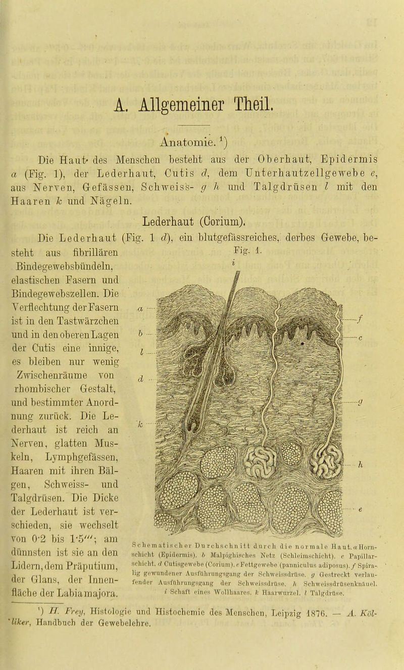 A. Allgemeiner Thell. Anatomie. ^) Die Haut« des Menschen besteht aus der Oberhaut, Epidermis a (Fig. 1), der Lederhaut, Cutis c/, dem ünterhautzellgewebe e, aus Nerven, Gefässen, Schvreiss- g h und Talgdrüsen l mit den Haaren k und Nägeln. Die Lederhaut (Fig steht aus fibrillären Bindegewebsbündeln, elastischen Fasern imd Bindegewebszellen. Die Verflechtimg der Fasern ist in den Tastwärzchen und in den oberen Lagen der Cutis eine innige, es bleiben nur wenig Z'ivischenräume von rhombischer Gestalt, und bestimmter Anord- nung zurück. Die Le- derhaut ist reich an Nerven, glatten Mus- keln, Lymphgefässen, Haaren mit ihren Bäl- gen, Schweiss- und Talgdrüsen. Die Dicke der Lederhaut ist ver- schieden, sie wechselt von 0*2 bis 1-5'; am dünnsten ist sie an den Lidern, dem Präputium, der Glans, der Innen- fläche der Labiamajora. Lederhaut (Corium). 1 d), ein blutgefässreiches, derbes Gewebe, be- Fiff. 1. a d Scliematischer Durchschnitt durch dip normale Haut.« llorn- schicht (Epidermis), h Malpighisches Netz (Schleim.schicht). r Papillar- schicht. rl C'utisgewebe (Corium).pFettgewebe (panniculus adiposus)./ Spira- lig gewundener Ausl'(llirungsgang der SchweissdrUse. g Gestreckt verlau- fender Ausfnhruugsgang der SchweissdrOse. Ii Sehweissdrüsenknauel. ! Schaft eini's Wollhaares, k. Haarwurzel, l Talgdrllse. ') Tl. Frey, Histologie und Histocheniie des Menschen, Leipzig 1870. 'liker, Handbuch der Gewebelehre. A. Kol-
