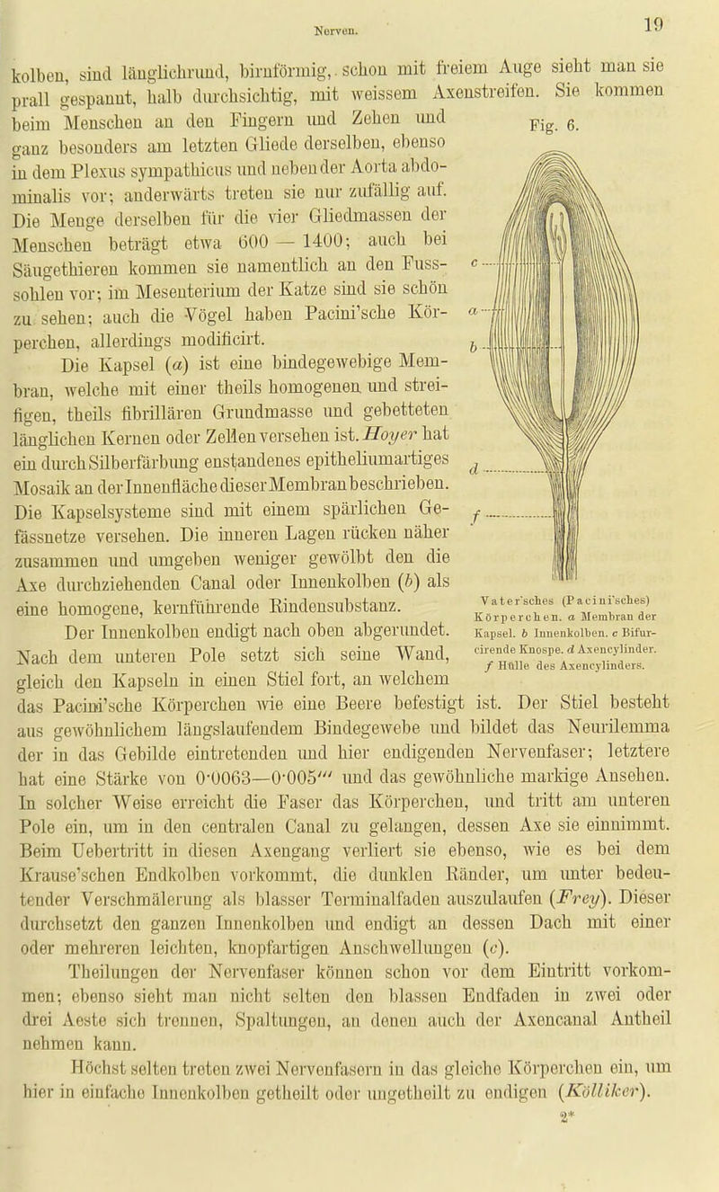 kolbeu, sind läugiichriind, birnförmig,. scliou mit freiem Auge sielit man sie prall gespannt, halb dm-chsichtig, mit weissem Axenstreifen. Sie kommen beim Menschen an den Fingern und Zehen und ganz besonders am letzten Gliede derselben, ebenso in dem Plexus sympathicus und neben der Aorta abdo- minalis vor-, anderwärts treten sie nur zufällig auf. Die Menge derselben für die vier Gliedmassen der Menschen beträgt etwa 600 — 1400; auch bei Säugethieren kommen sie namentlich an den Fuss- sohlen vor; im Mesenterium der Katze smd sie schön zu sehen; auch die Vögel haben Pacinfsche Kör- perchen, allerdings modificirt. Die Kapsel (a) ist eine bindegewebige Mem- bran, welche mit einer theils homogenen und strei- figen, theils fibrillären Grundmasse imd gebetteten länglichen Kernen oder Zellen versehen iü.Hoyer hat ein durch Silberfärbimg enstandenes epitheliumartiges Mosaik an der Innenfläche dieser Membranbeschrieben. Die Kapselsysteme sind mit einem spärlichen Ge- fässnetze versehen. Die inneren Lagen rücken näher zusammen und umgeben weniger gewölbt den die Axe durchziehenden Canal oder Innenkolben {b) als eine homogene, kernführende Kindensubstanz. Der Innenkolben endigt nach oben abgerundet. Nach dem unteren Pole setzt sich seine Wand, gleich den Kapseln in einen Stiel fort, an welchem das Pacini'sche Körperchen wie eine Beere befestigt ist. Der Stiel besteht aus gewöhnlichem längslaufendem Bindegewebe und bildet das Neurilemma der in das Gebilde eintretenden imd hier endigenden Nervenfaser; letztere hat eine Stärke von 0-0063—0-005' imd das gewöhnliche markige Ansehen. In solcher Weise erreicht die Faser das Körperchen, und tritt am unteren Pole ein, um in den centralen Canal zu gelangen, dessen Axe sie einnimmt. Beim Uebertritt in diesen Axengang verliert sie ebenso, wie es bei dem Krause'schen Endkolben vorkommt, die dunklen Ränder, um imter bedeu- tender VerschmäleruDg als blasser Terminalfaden auszulaufen {Frey). Dieser durchsetzt den ganzen Innenkolben und endigt an dessen Dach mit einer oder mehreren leichten, knopfartigen Anschwellungen (c). Theilungen dei- Nervenfaser können schon vor dem Eintritt vorkom- men; ebenso sieht mau nicht selten den blassen Endfadeu in zwei oder drei Aeste sich trennen, Spaltungen, an denen auch der Axencanal Antheil nehmen kann. Höchst selten treten zAvei Nervenfasern in das gleiche Körperchen ein, um hier in einfache Innenkolben getheilt oder ungetheilt zu endigen {KöllUcer). 2* Fig. 6. Vater'sches (Pacini'sclies) Körper che n. a Memljran der Kapsel. 6 Imienkolben. c Bifur- cirende Knospe, d Axencylinder. / Hülle des Axencylinders.
