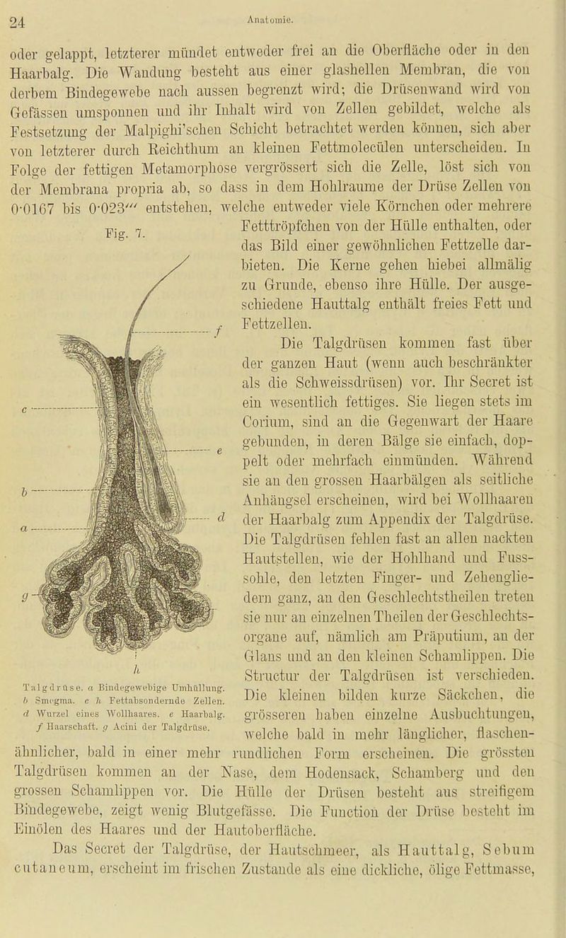 0-01G7 bis 0-023' entstehen Fig. 7. oder gelappt, letzterer mündet entweder frei an die Oberfläche oder in den Haarbalg. Die Wandung besteht aus einer glashellen Membran, die von derbem Bindegewebe nach aussen begrenzt wird; die Drüsenwand wird von Gefässen umsponnen und ihr Inhalt wird von Zellen gebildet, welche als Festsetzimg der Malpighi'schen Schicht betrachtet werden können, sich aber von letzterer durch Eeichthum an kleinen Fettmolecülen unterscheiden. In Folge der fettigen Metamorpliose vergrössert sich die Zelle, löst sich von der Membrana pi-opria ab, so dass in dem Hohlräume der Drüse Zellen von welche entweder viele Körnchen oder mehrere Fetttröpfchen von der Hülle enthalten, oder das Bild einer gewöhnlichen Fettzelle dar- bieten. Die Kerne gehen hiebei allmälig zu Grunde, ebenso ihre Hülle. Der ausge- schiedene Hauttalg enthält freies Fett und Fettzelleu. Die Talgdrüsen kommen fast über der ganzen Haut (wenn auch beschränkter als die Schweissdrüsen) vor. Ihr Secret ist ein wesentlich fettiges. Sie liegen stets im Corium, sind an die Gegenwart der Haare gebunden, in deren Bälge sie einfach, dop- pelt oder mehrfach einmünden. Während sie an den grossen Haarbälgen als seitliche Anhängsel erscheinen, wird bei Wollhaaren der Haarbalg zum Appendix der Talgdrüse. Die Talgdrüsen fehlen fast an allen nackten Hautstellen, me der Hohlhand und Fuss- sohle, den letzten Finger- und Zehengiie- dern ganz, an den Geschlechtstheilen treten sie nur an einzelnen Theilen der Geschlechts- organe auf, nämlich am Präputium, an der Glans und an den kleinen Schamlippen. Die Sti-uctur der Talgdrüsen ist verschieden. Die kleinen bilden kurze Säckchen, die grösseren haben einzelne Ausbuclitungeu, welche bald in mehr länglicher, flaschen- ähnlicher, bald in einer mehr rundlichen Form erscheinen. Die grössten Talgdrüsen kommen au der Nase, dem Hodensack, Schamberg und den grossen Schamlippen vor. Die Hülle der Drüsen besteht aus streifigem Bilidegewebe, zeigt Aveuig Blutgefässe. Die Function der Drüse besteht im Einölen des Haares und der Hautol)erfläche. Das Secret der Talgdrüse, der Hautschmeer, als Hauttalg, Sebum cutaneum, erscheint im frischen Zustande als eine dickliche, ölige Fettmasse, Tiilgilrttse. « Bindegewel)ige Umliüllung. b Smcgma. c h FettalisonderndB Zellen. d Wurzel eines Wollliaares. e Haarlialg. / Haarscliaft. g Acini der Talgdrüse.