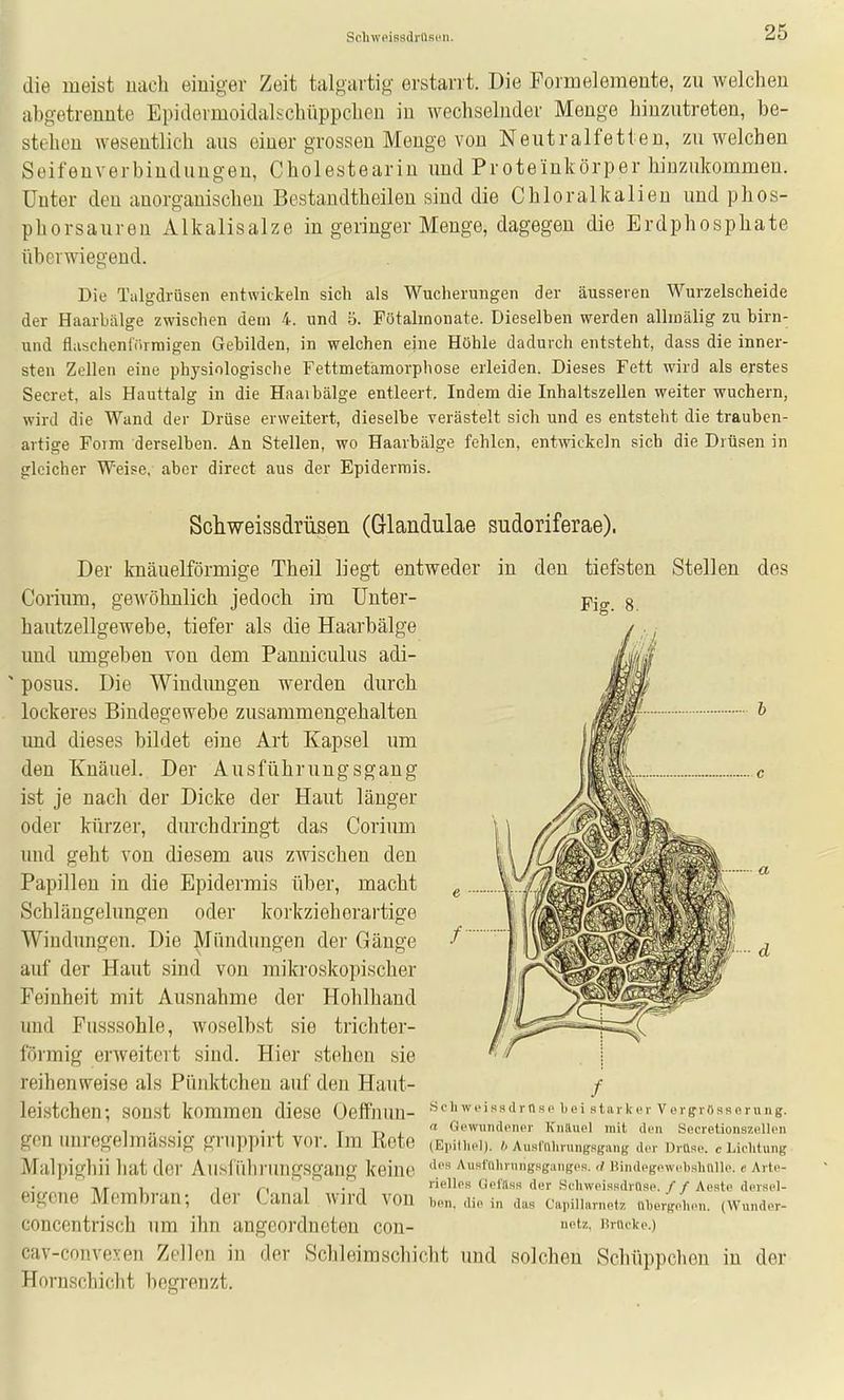 Scliwpisadrttscn. die meist nach einiger Zeit talgartig erstarrt. Die Formelemente, zu welchen abgetrennte Epidermoidalschüppclien in wechselnder Menge hinzutreten, be- stehen wesentlich aus einer grossen Menge von Neutraifetteu, zu welchen Seifenverbinduugen, Cholesteariu und Proteinkörper hinzukommen. Unter den anorganisclien Bestaudtheileu sind die Chloralkalien und phos- phorsauren Alkalisalze in geringer Menge, dagegen die Erdphosphate überwiegend. Die Talgdrüsen entwickeln sich als Wucherungen der äusseren Wurzelscheide der Haarbälge zwischen dem 4. und ö. Pötalmonate. Dieselben werden alhnälig zu birn- und flaschenlörraigen Gebilden, in welchen eine Höhle dadurch entsteht, dass die inner- sten Zellen eine physiologische Fettmetamorphose erleiden. Dieses Fett wird als erstes Secret, als Hauttalg in die Haaibälge entleert. Indem die Inhaltszellen weiter wuchern, wird die Wand der Drüse erweitert, dieselbe verästelt sich und es entsteht die trauben- artige Form derselben. An Stellen, wo Haarbälge fehlen, entwickeln sich die Drüsen in gleicher Weise, aber direet aus der Epidermis. Schweissdrüsen (Glandulae sudoriferae). Der knäuelförmige Theil liegt entweder in den tiefsten Stellen des Coiium, gewöhnlich jedoch im Unter- hautzellgewebe, tiefer als die Haarbälge imd umgeben von dem Panniculus adi- posus. Die Windungen werden durch lockeres Bindegewebe zusammengehalten und dieses bildet eine Art Kapsel um den Knäuel. Der Ausführungsgang ist je nach der Dicke der Haut länger oder kürzer, durchdringt das Corium und geht von diesem aus zwischen den Papillen in die Epidermis über, macht Schlängelungen oder korkzieherartige Windungen. Die Mündungen der Gänge auf der Haut sind von mikroskopischer Feinheit mit Ausnahme der Hohlhand und Fusssohle, woselbst sie trichter- förmig erweitert sind. Hier stehen sie reihenweise als Pünktchen auf den Haut- Fig. 8, leistchen-, sonst kommen diese Oeffnnn- ^'■''Wfisfldmso bei starker vergiosserung. 1 .. . . . T -r. , Oewundcnor KniUiel mit den Secretionszellen gen unregelmassig gruppirt vor. Im Rote (Eimiih-I). Ausminungsgang d..r onise.. Lichtung Malpigliii liat der Aiisiühi-ungsgang keine ''''^ AuHicihrungsgangcs. ,i nindeg.'wi'bsiiniic e Artc- Ti^ , , /-( ' i' • 1 riellcs Oofäss der Schweissdrllse.//Aeste dersel- eigene Membran; der Canal wird von ben. die in das cmUM. übergoium. (Wundor- concentrisch um ihn angeordneten con- Brticke.) cav-convexen Zellen in der Schleimschicht und solchen Schüppchen in der Hornschicht begrenzt.
