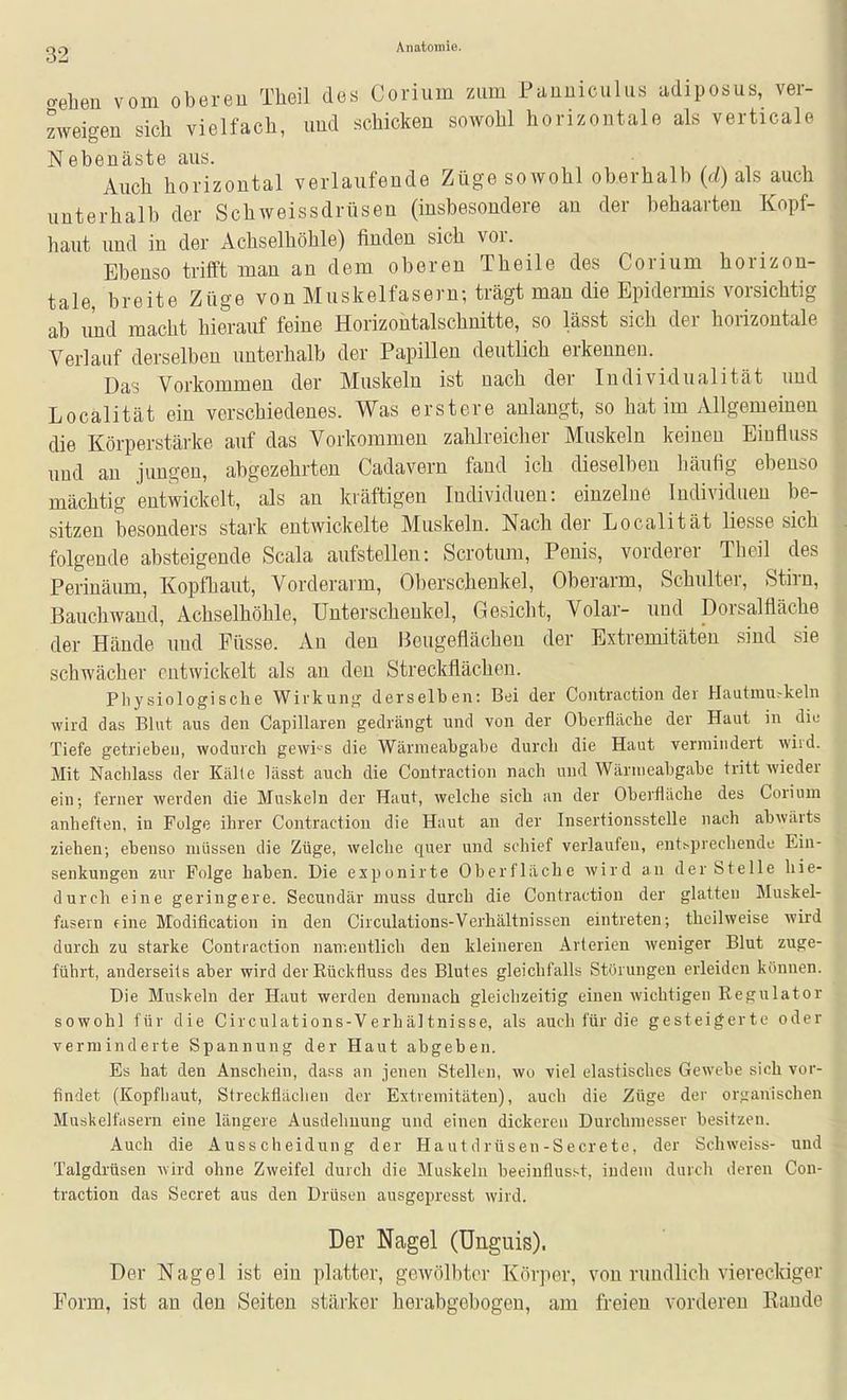 gr) Anatomie. o-ehen vom oberen Theil des Corium zum Panniculus adiposus, ver- zweigen sich vielfach, und schicken sowohl horizontale als verticale Nebenäste aus. , n , , / ,x i , Auch horizontal verlaufende Züge sowohl oberhalb [d) als auch unterhalb der Schweissdrüsen (insbesondere an der behaarten Kopf- haut und in der Achselhöhle) finden sich vor. Ebenso trifft man an dem oberen Theile des Corium horizon- tale, breite Züge von Muskelfasern; trägt man die Epidermis vorsichtig ab imd macht hierauf feine Horizontalschnitte, so lässt sich der horizontale Verlauf derselben unterhalb der Papillen deutlich erkennen. Das Vorkommen der Muskeln ist nach der Individualität und Localität ein verschiedenes. Was erstere anlangt, so hat im Allgemeinen die Körperstärke auf das Vorkommen zahlreicher Muskeln keinen Eiufluss und au jungen, abgezehrten Cadavern fand ich dieselben häufig ebenso mächtig entwickelt, als an kräftigen Individuen: einzelne Individuen be- sitzen besonders stark entwickelte Muskeln. Nach der Localität Hesse sich folgende absteigende Scala aufstellen: Scrotum, Penis, vorderer Theil des Perinäum, Kopfhaut, Vorderarm, Oberschenkel, Oberarm, Schulter, Stirn, Bauch wand, Achselhöhle, Unterschenkel, Gesicht, Volar- und Dorsalfläche der Hände und Füsse. An den Beugeflächen der Extremitäten sind sie schwächer entwickelt als an den Streckflächen. Physiologische Wirkung derselben: Bei der Coiitraction der Hautmu>keln wird das Blut aus den Capillaren gedrängt und von der Oberfläche der Haut in die Tiefe getriebeu, wodurch gewi-s die Wärmeabgabe durch die Haut vermindert wird. Mit Nachlass der Kälte lässt auch die Contraction nach und Wärmeabgabe tritt wieder ein; ferner werden die Muskeln der Haut, welche sich an der Oberfläche des Corium anheften, in Folge ihrer Contraction die Haut an der Insertionsstelle nach abwärts ziehen; ebenso müssen die Züge, welche quer und schief verlaufen, ent^prechende Ein- senkungen zur Folge haben. Die exponirte Oberfläche wird an der Stelle hie- durch eine geringere. Secundär muss durch die Contraction der glatten Muskel- fasern fine Modification in den Circulations-Verhältnissen eintreten; theilweise wird durch zu starke Contraction namentlich den kleineren Arterien weniger Blut zuge- führt, anderseits aber wird derRückfluss des Blutes gleichfalls Störungen erleiden können. Die Muskeln der Haut werden demnach gleichzeitig einen wichtigen Regulator sowohl für die Circulations-Verhältnisse, als auch für die gesteigerte oder verminderte Spannung der Haut abgeben. Es hat den Anschein, dass an jenen Stellen, wo viel elastisches Gewebe sich vor- findet (Kopfbaut, Streckflächen der Extremitäten), auch die Züge der or.sranischen Muskelfiisern eine längere Ausdehnung und einen dickereu Durchmesser besitzen. Auch die Ausscheidung der Hautdrüsen-Secrete, der Schweiss- und Talgdrüsen wird ohne Zweifel durch die Muskeln beeiufiusst, indem durch deren Con- traction das Secret aus den Drüsen ausgepresst wird. Der Nagel (Unguis). Der Nagel ist ein platter, gewölbter Körper, von rundlich vierecldger Form, ist an den Seiten stärker herabgebogen, am freien vorderen Eaude
