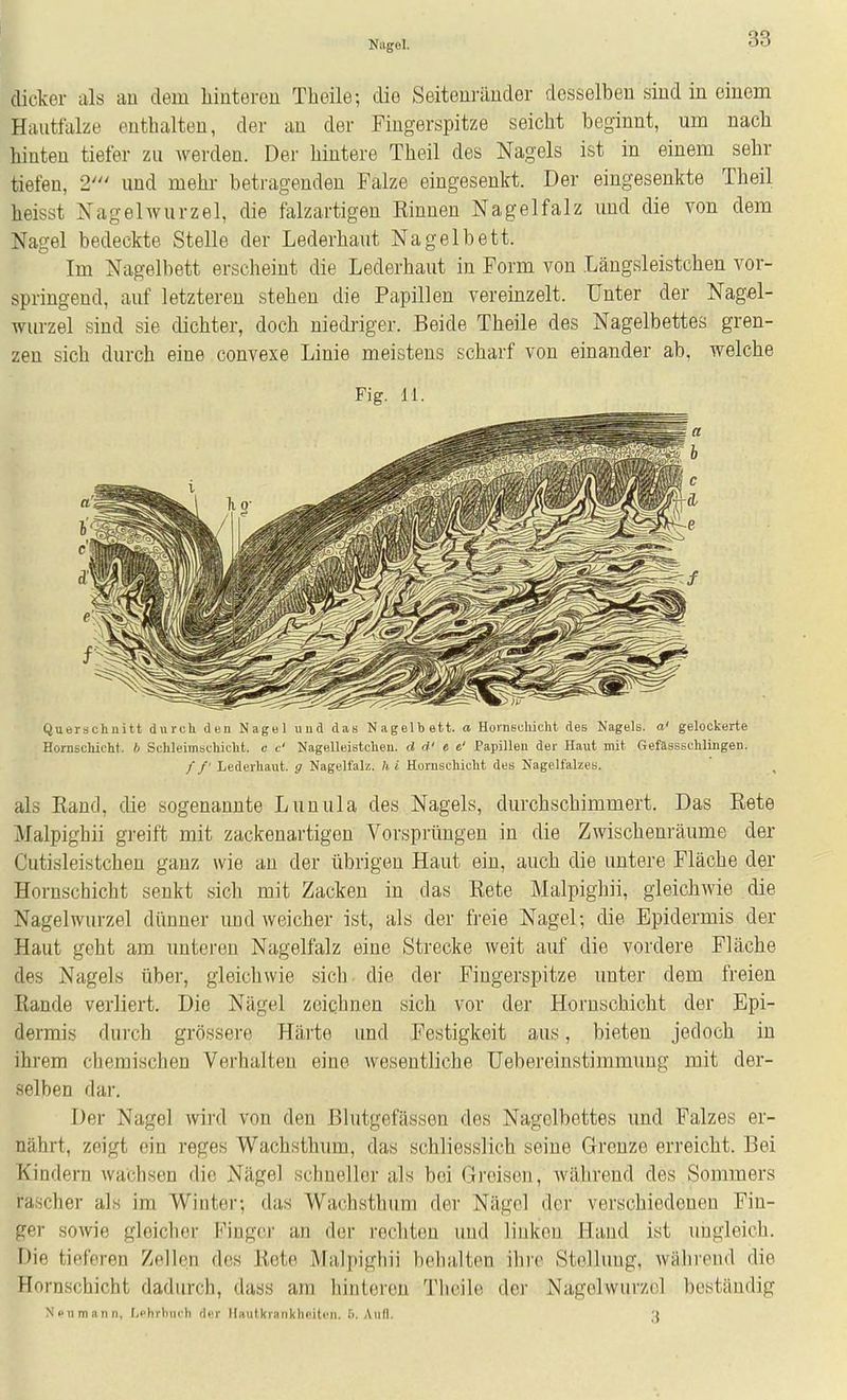 Nagel. dicker als au dem hintereu Theile; die Seiteiiräuder desselben sind in einem Hautfalze enthalten, der au der Fingerspitze seicht beginnt, um nach hinten tiefer zu werden. Der hintere Theil des Nagels ist in einem sehr tiefen, 2' und mehr- betragenden Falze eingesenkt. Der eingesenkte Theil heisst Nagel Wurzel, die falzartigen Binnen Nagelfalz und die von dem Nagel bedeckte Stelle der Lederhaut Nagelbett. Im Nagelbett erscheint die Lederhaut in Form von Längsleistchen vor- springend, auf letzteren stehen die Papillen vereinzelt. Unter der Nagel- wurzel sind sie dichter, doch niedriger. Beide Theile des Nagelbettes gren- zen sich durch eine convexe Linie meistens scharf von einander ab, welche Fig. 11. Querschnitt durch den Nagel uud das Nagelbett, a Hoi-neuhicht des Nagels, a' gelockerte Hornsclücht. b Schleimschicht. c t' Nagelleistcheu. d d' e t' Papillen der Haut mit Gefässschlingen. //' Lederhaut, g Nagelfalz, h i Horuschicht des Nagelfalzes. als Kand, die sogenannte Lunula des Nagels, durchschimmert. Das Eete Malpighii greift mit zackenartigen Vorsprüngen in die Zwischenräume der Cutisleistchen ganz wie an der übrigen Haut ein, auch die untere Fläche der Hornschicht senkt sich mit Zacken in das Eete Malpighii, gleichwie die Nagelwurzel dünner und weicher ist, als der freie Nagel; die Epidermis der Haut geht am unteren Nagelfalz eine Strecke weit auf die vordere Fläche des Nagels über, gleichwie sich, die der Fingerspitze unter dem freien Rande verliert. Die Nägel zeichnen sich vor der Horuschicht der Epi- dermis durch grössere Härte und Festigkeit aus, bieten jedoch in ihrem chemischen Verhalten eine wesentliche Uebereinstimmung mit der- selben dar. Der Nagel wird von den Blutgefässen des Nagelbettes und Falzes er- nährt, zeigt ein reges Wachsthum, das schliesslich seine Grenze erreicht. Bei Kindern wachsen die Nägel schneller als bei Greisen, während des Sommers rascher als im Winter; das Wachsthum der Nägel der verschiedenen Fin- ger sowie gleicher Finger an der rechten und linken Hand ist ungleich. Die tieferen Zellen des Kote Malpighii behiiltcn ihre Stellung, während die Hornschicht dadurch, dass am hinteren Theile der Nagolwurzol beständig N'oumann, [it'hrhnch der llaiilkriinkhpiten. f). Aufl. 3