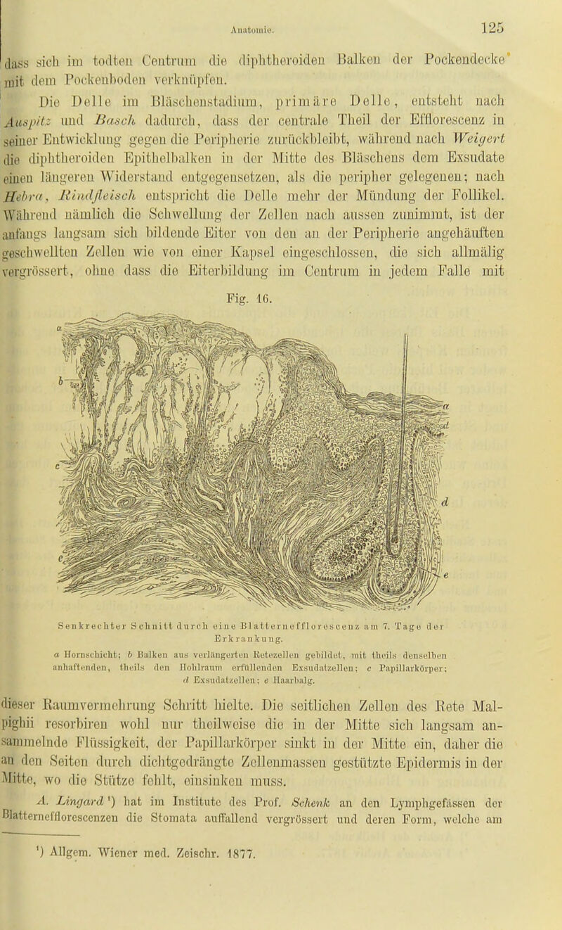 dass sich im todteii Ceutnim die (lii)lithGi'oideu Hiilkeu der Pockendecke' mit dem Pockeuboden vorkuiipleu. Die Delle im Bläächeü.stadium, primäre Delle, eut.steht nach Ausp/tz uud Bäsch dadurch, dass der centrale Theil der Efflorescenz in seiner Entwicklung gegen die Periplierie ziiritckl)]oibt, während nach Weii/ert diu diphtberoiden Epitbe]l)alkeu in der Mitte des Bläschens dem Exsudate einen längeren Widerstand entgegensetzen, als die peripher gelegenen; nach Bebra, Rhidjleisch entspricht die Delle mehr der Mündung der Follikel. Während nämlich die Schwellung der Zellen nach aussen zunimmt, ist der anfangs langsam sich bildende Biter von den an der Periphei'ie angehäuften geschwellten Zellen wie von einer Kapsel eingeschlossen, die sich allmälig vergrössert, ohne dass die Eiter]}ilduug im Centrum in jedem Falle mit Fig. 16. Senkrei-liter Schnitt durcli eine BI att ern c f f 1 orus neu z am 7. Tage tler Erkrankung. « Hornscliidit; 6 Balken ans verlängerten Kotezellen gebildet, mit tlieils denselben anhaftenden, theil-s den nohlrauni erffillenden E.\sudatzelleu: c Papillarkörper; d Exsndalzollcn; c Haarlialg. flieser Raumvermclirnug Schritt hielte. Die seitlichen Zellen des Rete Mal- pighii resorbireu wolil nur thcilweiso die in der Mitte sieh langsam an- sammelnde Flüssigkeit, der Papillarkörper sinkt in der Mitte ein, daher die an den Seiten durch diclitgedrängto Zclleumasseu gestützte Epidermis in der Mitte, wo die Stütze fohlt, einsinken muss. ^l. Lingard') liat im Institute des Prof. Schenk an den Lynipligefiissen der Blattenieffiorescenzen die Stomata auffallend vergrössert und deren Form, welche am ') AUgem. Wiener med. Zeischr. 1877.