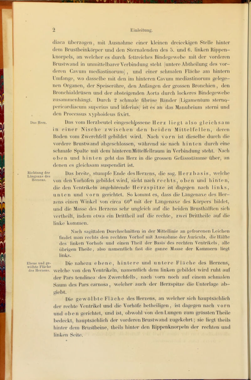 diaca ülKM'zogon, mit Ausnahme oinor kleinen dreieckigen Stelle hinter dem Bruslbeinkörper und den Sternalenden des 5. und 6. linken Rippen- knorpels, an welcher es durch fettreiches Bindegewebe mit der vorderen Brustwand in unmittelbarerVerljindung steht (untere Al)theilung des vor- deren Cavum mediaslinorum) , und einer schmalen Fläche am hintern Umfange, wo dasselbe mit den im hinteren Cavum mediastinoi'um gelege- nen Organen, der Speiseröhre, den Anfangen der grossen Bronchien , den ßronchialdrüsen und der absleigentlen Aorta durch lockeres Bindegewebe zusammenhängt. Durch 2 schmale rd)röse Bänder (l.igamentum sternq- pericardiacunj superius und inferius) ist es an das Mamd)rium sterni und den Pi-ocessus xy])hoidcus fivirt. Diisiipiz. Das vom Herzbeutel eingeschl/)ssene Herz liegt also gleichsam in ein(M' Nische zwischen d.en beiden M i t te 1 fc 11 o n, deren BocU'U vom Zwerchfell gebildet wird. Nach vorn ist dieselbe durch die voi-(l(Me Brustwand abgeschlossen, während sie nach hinten durch eine schmale Spalte mit dem hinterenMittt^lfcllraum in Verliindung steht. Nach oben und hinten geht das Herz in die grossen Gefässstämnje über, an denen es gleichsam suspendirt ist. Kichtimg der Dj^g ])reile, slumi)fe Ende des Herzens, die soc. Herzbasis, w'elche Liiu^'saxe des ' * 70 / Herzens, von den Vorliüfeu gebildet wii'd, sieht nach rech ts, oben und hinten, die den Ventrikeln angehörende Herzspitze ist dagegen nach links, unten und vorn gelichtet. So kommt es, dass die Längenaxe des Her- zens einen Winkel von circa GO mit der Längenaxe des Köri)ers bildet, und die Masse des Herzens sehr ungleich auf die beiden Brusthälften sich vertheilt, indem etwa ein Diittheil auf die rechte, zwei üiüttheile auf die Vmko kommen. N;ich SMü;iUalon Durchsclinitten in der ÄFittellinie an gofrorcuen Lciclion fmdel man rechts den rechten VoriioC mit Ausnahme dej-Auricula, die Hallte des linken VorhoCs und einen Theil der Basis des rechten Ventrikels, alle ührigcn Tlieiie, also namendicli fast die ganze Masse der Kammern liegt links. Ebene und ge- Di(Miah(>zu ebene, hintere und untere Fläche des Herzens, wölbte Fläche i- ■ 1 1 1 -i 1 • 1 des Herzens, welche vou dcu Ventrikeln, namentlich dem Imke.n gebildet wnxl ruht aul der Pars tendinea des Zwerchfells, nach vorn noch auf einem schmalen Saum des Pars carnosa, welcher auch der Herzspitze die Unterlage ab- giebt. Die gewölbte Fläche des Herzens, an welcher sich hauptsächlich der rechte Ventrikel und die Vorhöfe betheiligen, ist dagegen nach vorn und oben gerichtet, und ist, obwohl von den Lungen zum grösslenTheile bedeckt, hauptsächlich der vorderen Brustwand zugekehrt; sie liegt theils hinl(M- dem Brustl)eine, theils hinter den Rippenknorpeln (1er rechten und linken Seite.