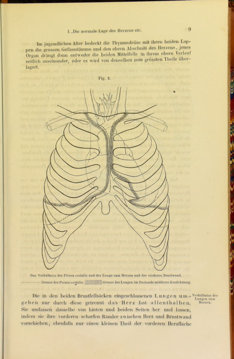 Im jiii>tMi(llichen Alter bedockt die Thymusdrüse mit ihren beiden Lap- pen die grossen (Jelassstiimme und den obern Abschnitt des Herzens, jenes Organ drängt dann entweder die beiden Mittelfeile in ihrem obern Verlaui seitlicli auseinander, oder es wird von denselben zum grösslen Theile über- lagert. Fig. 2. Das Yerhältniss der I'lenra costalis und der Lunge zum Herzen und der vorderen Brustwaud. Grenze der Pleura costalis. = Grenze der Lungen im Zustande mittlerer Ausdehnung. f Die in den l)eiden Brusll'ollsäckon einoeschlossonon Luni^'cn u in-^'.'^''^ii*^»'«^'i-^' ^ '- Lunf^en zum geben nur durch diese getrennt das Herz fast allenthalben. Herzen. Sie umfassen dasselbe von hinten und beiden Seiten her und lassen, ind(Mn sie ihre vorderen scharfen Hander zwischen llorz und Brustvvand vorschieben, ebenfalls nur einen kleinen Theil der vorderen llerzllUche