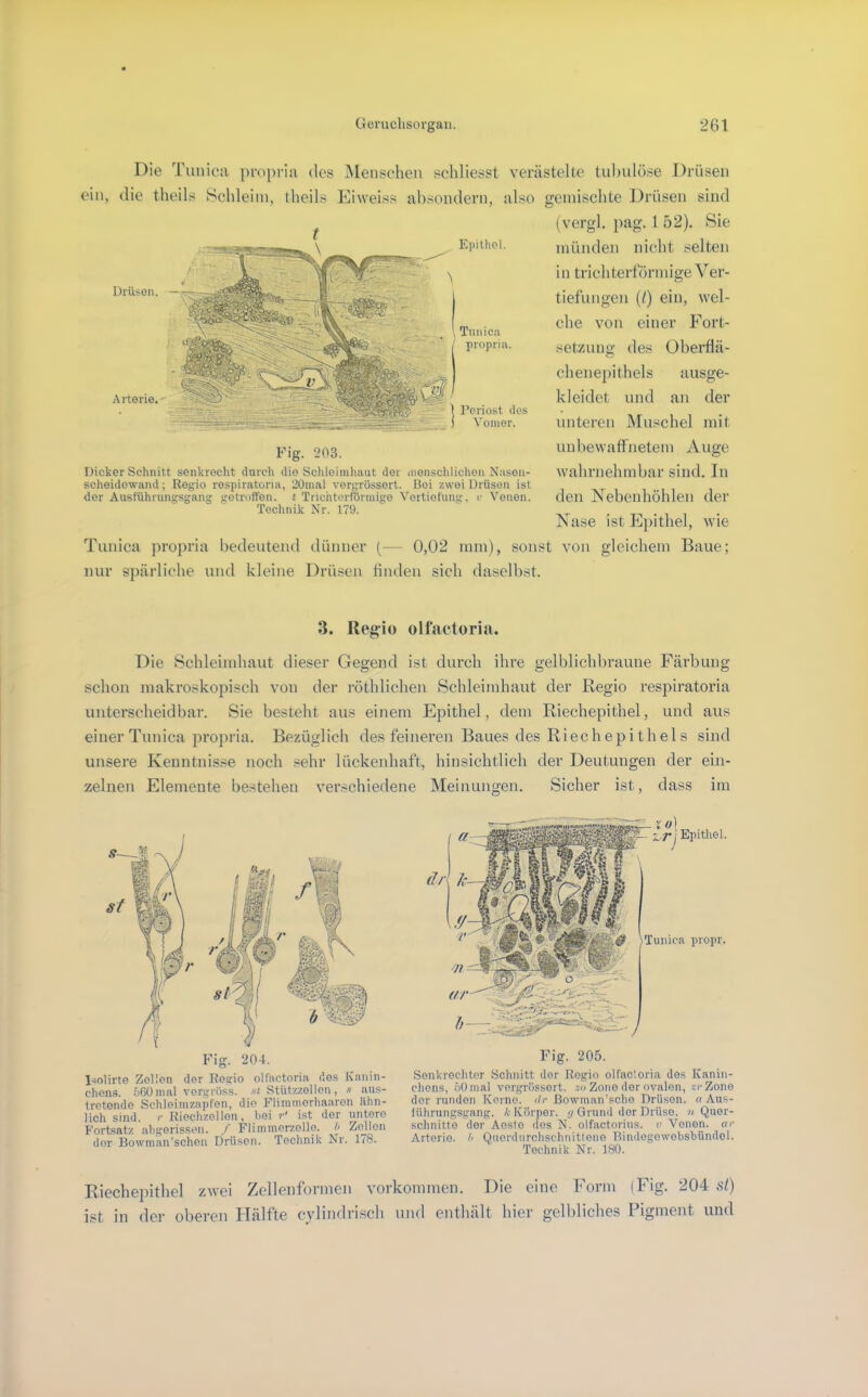 Die Timiea propria des Menschen schliesst veriistelle tuhulöse Drüsen ein, die theils Schleim, theils Kiweiss ahsondern, also gemischte Drüsen sind (vergl, pag. 1 52). Sie Epilhol. Drüsen. Arterie. münde]) nicht selten in trichterförmige A^er- tiefungen (/) ein, wel- che von einer Fort- setzung des Oberflä- chenepithels ausge- kleidet und an der unteren Muschel mit unbewaffnetem Auge wahrnehmbar sind. In den Nebenhöblen der Nase ist Epithel, wie Tunica propria bedeutend dünner (— 0,02 mm), sonst von gleichem Baue; nur spärliche und kleine Drüsen finden sich daselbst. Tunica propria. Periost ilos Vomor. Fig. 203. Dicker Schnitt senkrecht durch die Scliloimliaut der iiionscliliclion Nason- scheidowand; Regio respiratona, 20mal vorgrössert. üoi zwei Drüsen ist der Ausfiihrungsgang getroffen, t Trichtorförniigo VortioFuni Technik Nr. 179. Venen. 3. Regio olfaetoria. Die Schleimhaut dieser Gegend ist durch ihre gelblichbraune Färbung schon makroskopisch von der röthlicheu Schleimhaut der Regio respiratoria unterscheidbar. Sie besteht aus einem Epithel, dem Riechepithel, und aus einer Tunica proj>ria. Bezüglich des feineren Baues des Riechepithels sind unsere Kenntnis.se noch .«ehr lückenhaft, hinsichtlich der Deutungen der ein- zelnen Elemente bestehen verschiedene Meinungen. Sicher ist, dass im l^olirte Zellen der Regio olfaetoria des Kanin- chens. .jCGinal vergröss. .'■( Stützzellen, .i aus- Iretonde Schleimzapfen, die Flimtnerhaaren äihn- lich sind. /■ Riechzollon, hoi r' ist der untere Fortsatz abgerissen. / Flimmerzollo. h Zodlcn der Bowman’schen Drüsen. Technik Nr. 1/8. Fig. 205. Senkrechter Schnitt der Regio olfacloria des Kanin- chens, öOmal vergrössort. zu Zone der ovalen, zrZone der runden Korne, ilr ßowinan’scho Drüsen, c Aus- führungsgang. A-Körper. .7 Grund der Drüse. »( Quer- schnitte der Aosto ilos N. olfactorius. v Venen, ar Arterie, h Quordurchschnitteno nindogowebsbündol. Technik Nr. 180. Riecheiiitliel zwei Zelleiiförmen verkommen. Die eine Form (Fig. 204 sl) ist in der oberen Hälfte cyliDdrisch und enthält hier gelbliches Pigment und