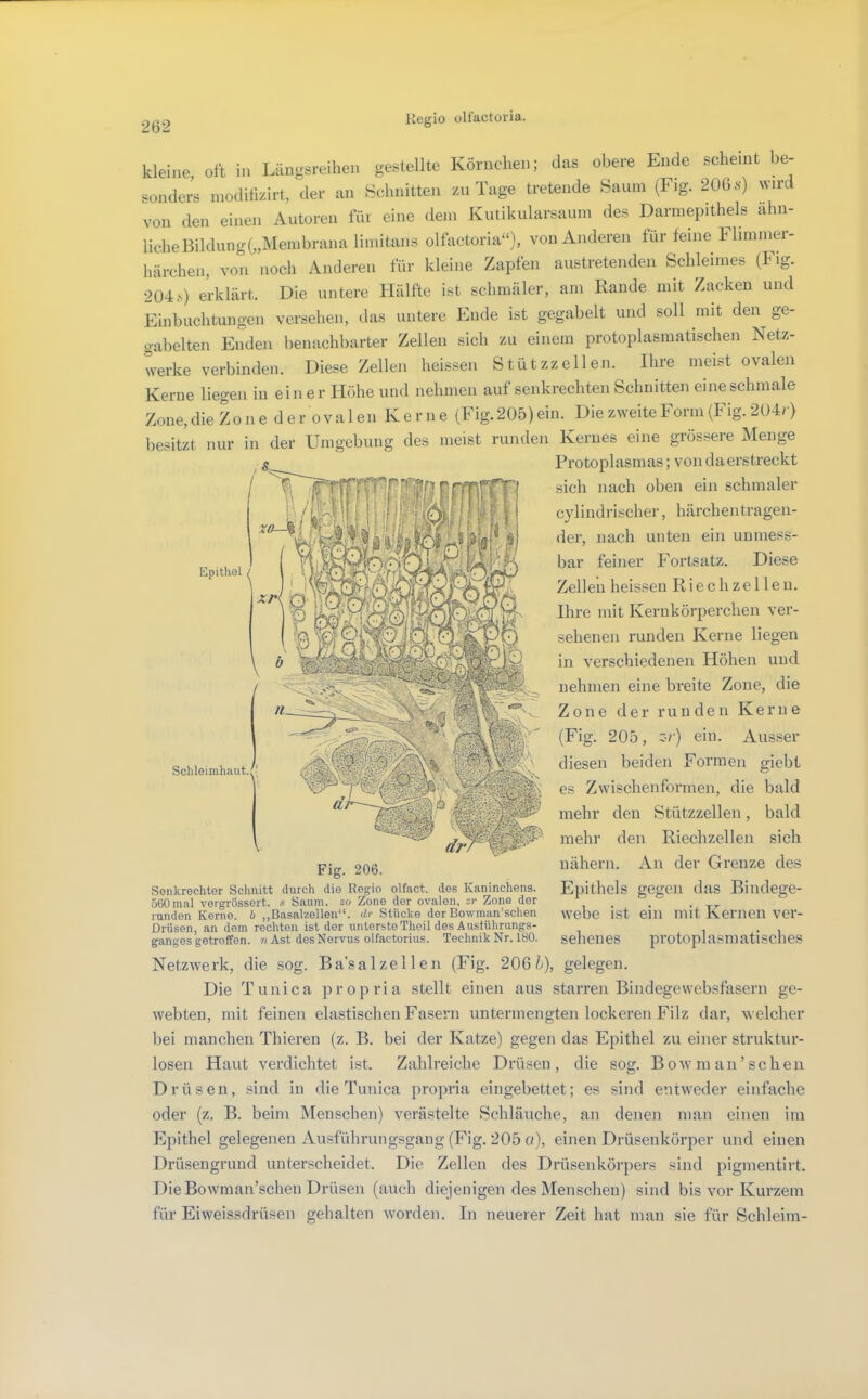 Kegio oli’actoi-ia. kleine, oft in Läugsreihen gestellte Körnchen; das obere Ende scheint be- sonders inoditizirt, der an Schnitten zn Tage tretende Saum (Fig. 206«) wird von den einen Autoren für eine dem Kutikularsaum des Darmepithels ähn- liche Bildung(„Membrana limitans olfactoria“), von Anderen für feine Flimmer- härchen, von noch Anderen für kleine Zapfen austretenden Schleimes (Fig. 204.s) erklärt. Die untere Hälfte ist schmäler, am Rande mit Zacken und Finbuchtungen versehen, das untere Ende ist gegabelt und soll mit den ge- gabelten Enden benachbarter Zellen sich zu einem protoplasmatischen Netz- werke verbinden. Diese Zellen heissen Stützzellen. Ihre meist ovalen Kerne liegen in ein er Höhe und nehmen auf senkrechten Schnitten eine schmale Zone, die Zone der ovalen Kerne (Fig.205)ein. Die zweite Form (Fig. 204/) besitzt nur in der Umgebung des meist runden Kernes eine grössere Menge Protoplasmas; von da erstreckt sich nach oben ein schmaler cylindrischer, härchentragen- der, nach unten ein unmess- bar feiner Fortsatz. Diese Zellen heissen R i e c h z e 11 e n. Ihre mit Kernkörperchen ver- sehenen runden Kerne liegen in verschiedenen Höhen und nehmen eine breite Zone, die Zone der runden Kerne (Fig. 205, z-r) ein. Ausser diesen beiden Formen giebt es Zwischenformen, die bald mehr den Stützzellen, bald mehr den Riechzellen sich pjg 206 nähern. An der Grenze des Senkrechter Schnitt durch die Regio olfact. des Kaninchens. Epithels gegen daS Billdege- 560mal vergrössort. s Saum, zo Zone der ovalen, zr Zone der ^ runden Kerne, ö „Basalzellen“. <//■ Stücke der Bowman’schen webe ISt ein mitKerneilver- Drüsen, an dem rechten ist der unterste Theil des Austührungs- i • i ganges getroffen. «Ast des Nervus olfactorius. Technik Nr. 180. sehenes protoplasmatlSCheS Netzwerk, die sog. Ba’salzellen (Fig. 20Gb), gelegen. Die T uni ca propria stellt einen aus starren Bindegewebsfasern ge- webten, mit feinen elastischen Fasern untermengten lockeren Filz dar, welcher bei manchen Thieren (z. B. bei der Katze) gegen das Epithel zu einer struktur- losen Haut verdichtet ist. Zahlreiche Drüsen, die sog. Bow in an’sehen Drüsen, sind in die Tunica propria eingebettet; es sind entweder einfache oder (z. B. beim Menschen) verästelte Schläuche, an denen man einen im Epithel gelegenen Ausführungsgang (Fig. 205 a), einen Drüsenkörper und einen Drüsengrund unterscheidet. Die Zellen des Drüsenkörpers sind pigmentirt. Die Bowman’schen Drüsen (auch diejenigen des Menschen) sind bis vor Kurzem für Eiweissdrüsen gehalten worden. In neuerer Zeit hat man sie für Schleim-