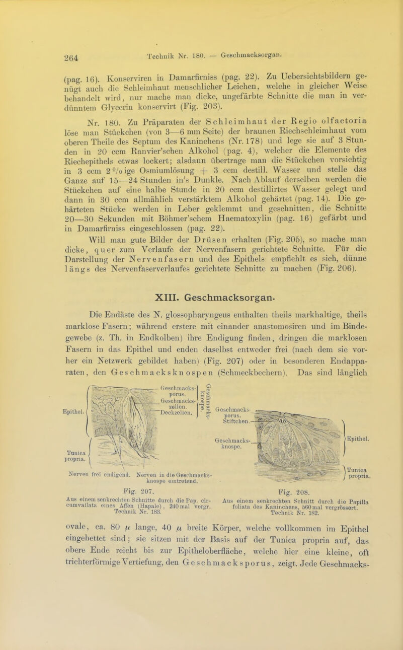 (pag. 16). Konserviren iu Damai-firniss (pag. 22). Zu Uebersichtsbildern ge- nügt auch die Schleimhaut menschlicher Leichen, welche in gleicher Weise behandelt wird, nur mache man dicke, ungefärbte Schnitte die man in ver- dünntem Glycerin konservdrt (Fig. 203). Nr. 180. Zu Präparaten der Schleimhaut der Regio olfactoria löse man Stückchen (von 3—6 mm Seite) der braunen Riechschleimhaut vom oberen Theile des Septum des Kaninchens (Nr. 178) und lege sie auf 3 Stun- den in 20 ccm Ranvier’schen Alkohol (pag. 4), welcher die Elemente des Riechepithels etwas lockert; alsdann übertrage man die Stückchen vorsichtig in 3 ccm 2 ®/o ige Osmiumlösung 3 ccm destill. Wasser und stelle das Ganze auf 15—24 Stunden in’s Dunkle. Nach Ablauf derselben werden die Stückchen auf eine halbe Stunde in 20 ccm destillirtes Wasser gelegt und dann in 30 ccm allmählich verstärktem Alkohol gehärtet (pag. 14). Die ge- härteten Stücke werden in Leber geklemmt und geschnitten, die Schnitte 20—30 Sekunden mit Böhmer’schem Haematoxylin (pag. 16) gefärbt und in Damarfirniss eingeschlossen (pag. 22). Will man gute Bilder der Drüsen erhalten (Fig. 205), so mache man dicke, quer zum Verlaufe der Nervenfasern gerichtete Schnitte. Für die Darstellung der Nervenfasern und des Epithels empfiehlt es sich, dünne längs des Nervenfaserverlaufes gerichtete Schnitte zu machen (Eig. 206). XIII. Geschmacksorgan. Die Endäste des N. glossopharyngeus enthalten theils markhaltige, theils marklose Fasern; während erstere miteinander anastomosiren und im Binde- gewebe (z. Th. in Endkolben) ihre Endigung finden, dringen die marklosen Fasern in das Epithel und enden daselbst entweder frei (nach dem sie vor- her ein Netzwerk gebildet haben) (Fig. 207) oder in besonderen Endappa- raten, den Ges ch m a ck s k n osp en (Schmeckbechern). Das sind länglich Geschmacks- porus. Ge.schmacks- zellen. O'  o o “ yi ZD 'S £ Epithel. ( Tuiiica propna. Nerven frei endigend. NeiTen in die Gescdimacks- knospe eintretend. Geschmacks- porus. Stiftchen. Geschmacks- knospe. Epithel. imica propna 207. Fig. 208. Aus einem senkrechten Schnitte durch die Pap. cir- Aus einem senkrechten Schnitt durch die Papilla cumvallata eines Affen (Hapale), 240mal vergr. foliata dos Kaninchens, 560mal vergrössert*^ Technik Nr. 183. Technik Nr. 182. ovale, ca. 80 q lange, 40 q breite Körper, welche vollkommen im Epithel eingebettet sind; sie sitzen mit der Basis auf der Tunica propria auf, das obere Ende reicht bis zur Epitheloberfläche, welche hier eine kleine, oft trichterförmige Vertiefung, den G e s c h m a c k s p o r u s, zeigt. Jede Geschmacks-