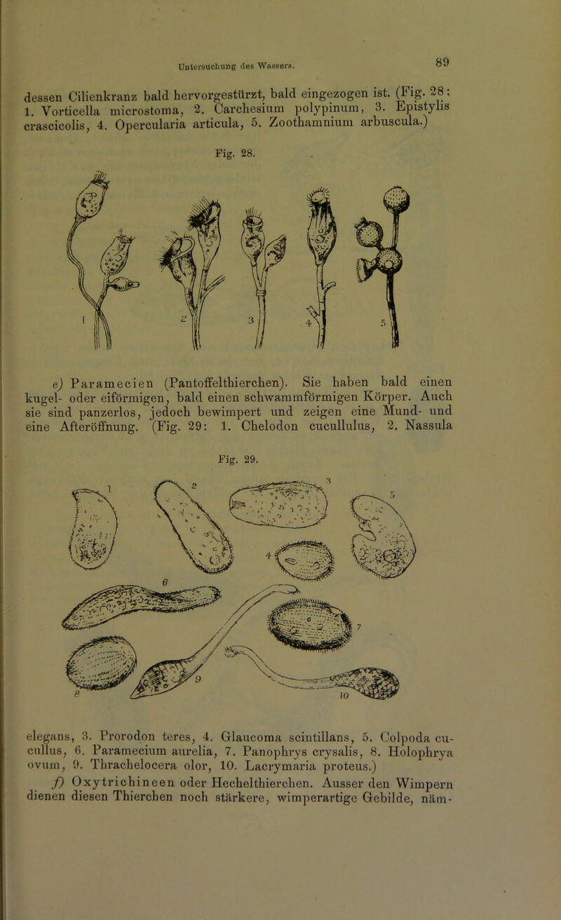 dessen Cilienkranz bald hervorgestürzt, bald eingezogen ist. (F ig- 28. 1. Vorticella microstoma, 2. Carchesium polypinum, 3. Lpistylis crascicolis, 4. Opercularia articula, 5. Zoothamnium arbuscula.) Fig. 28. e) Paramecien (Pantoffeltierchen). Sie haben bald einen kugel- oder eiförmigen, bald einen schwammförmigen Körper. Auch sie sind panzerlos, jedoch bewimpert und zeigen eine Mund- und eine Afteröffnung. (Fig. 29: 1. Chelodon cucullulus, 2. Nassula Fig. 29. elegans, 3. Prorodon teres, 4. Glaucoma scintillans, 5. Colpoda cu- cullus, 6. Paramecium aurelia, 7. Panophrys crysalis, 8. Holophrya ovum, 9. Thrachelocera olor, 10. Lacrymaria proteus.) f) Oxytrichineen oder Hechelthierchen. Ausser den Wimpern dienen diesen Thierchen noch stärkere, wimperartige Gebilde, näm-