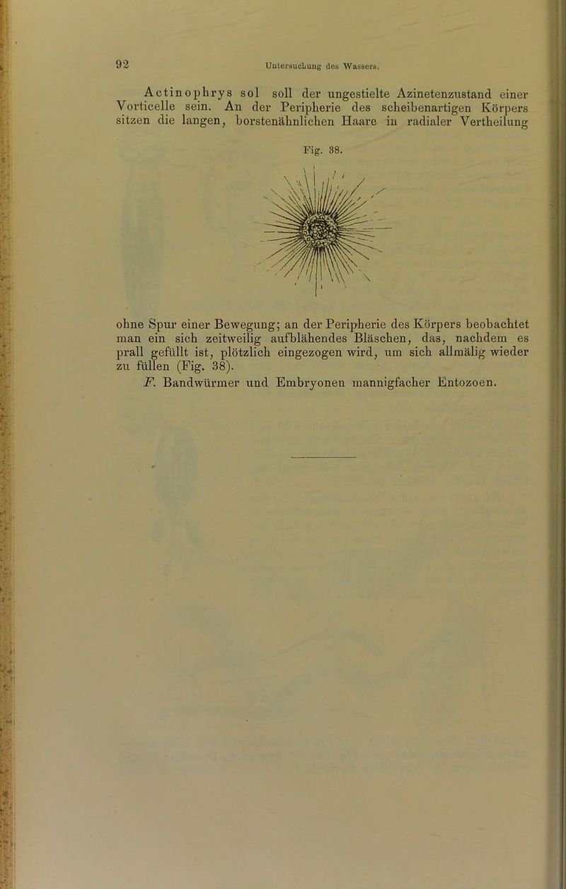 Act in ophrys sol soll der ungestielte Azinetenzustand einer Vorticelle sein. An der Peripherie des scheibenartigen Körpers sitzen die langen, borstenähnlichen Haare in radialer Vertheilung Fig. 38. ohne Spur einer Bewegung; an der Peripherie des Körpers beobachtet man ein sich zeitweilig aufblähendes Bläschen, das, nachdem es prall gefüllt ist, plötzlich eingezogen wird, um sich allmälig wieder zu füllen (Fig. 38). F. Bandwürmer und Embryonen mannigfacher Entozoen.