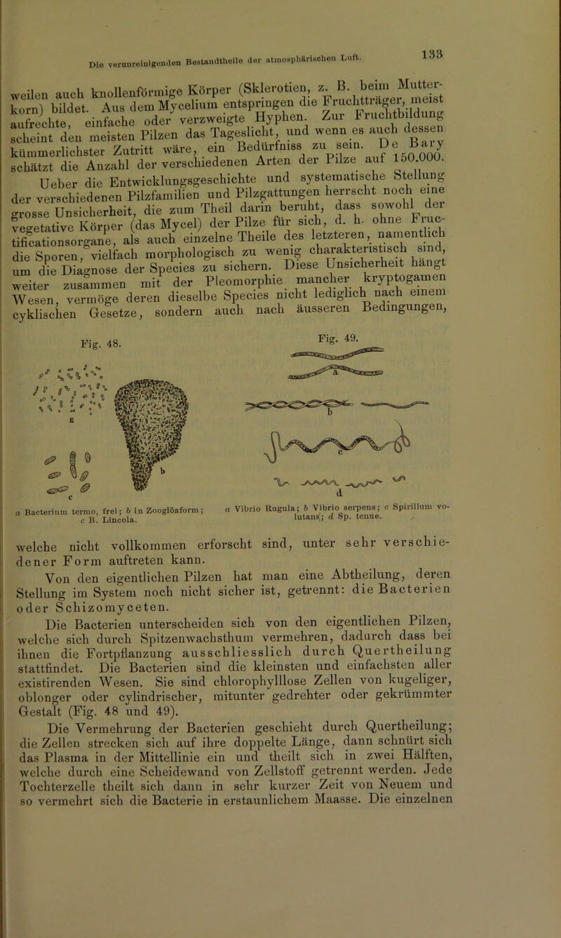 weilen auch knollenförmige Körper (Sklerotien z B.beim Mutter- korn) bildet. Aus dem Myeel.um entspringen die aufrechte einfache oder verzweigte Hyphen. Zui 11 uchtbilciung scheint den meisten Pilzen das Tageslicht und wenn es auch dessen kümmerlichster Zutritt wäre ein Bedürfnis su »em. D B«y schätzt die Anzahl der verschiedenen Arten der 1 ilze auf 1 oO 000. Ueber die Entwicklungsgeschichte und systematische Stellung der verschiedenen Pilzfamilien und Pilzgattungen herrscht noch eine «rosse Unsicherheit, die zum Theil dann beruht, dass sowohl dei vegetative Körper (das Mycel) der Pilze für sich, d. h. ohne Fruc- tificationsorgane, als auch einzelne Thcilc des letzteren, namentlich die Sporen, vielfach morphologisch zu wenig charakteristisch si , um dm Diagnose der Species zu sichern. Diese Unsicherheit hang weiter zusammen mit der Pleomorphe mancher kryptogamen Wesen, vermöge deren dieselbe Species nicht lediglich nach einem cyklischen Gesetze, sondern auch nach äusseren Bedingungen, Fig. 48. Fig. 49. c B. Lincola. a Vibrio Kugula; b Vibrio serpens; c Spirillum vo- lutans[; d Sp. tenue. welche nicht vollkommen erforscht sind, unter sehr verschie- dener Form auftreten kann. Von den eigentlichen Pilzen hat man eine Abtheilung, deren Stellung im System noch nicht sicher ist, getrennt: die Bacteiien oder Schizomyceten. Die Bacterien unterscheiden sich von den eigentlichen Pilzen, welche sich durch Spitzenwachsthum vermehren, dadurch dass bei ihnen die Fortpflanzung ausschliesslich durch Quertheilung stattfindet. Die Bacterien sind die kleinsten und einfachsten aller existirenden Wesen. Sie sind chlorophylllose Zellen von kugeliger, oblonger oder cylindrischer, mitunter gedrehter oder gekrümmter Gestalt (Fig. 48 und 49). Die Vermehrung der Bacterien geschieht durch Quertheilung; die Zellen strecken sich auf ihre doppelte Länge, dann schnürt sich das Plasma in der Mittellinie ein und theilt sich in zwei Hälften, welche durch eine Scheidewand von Zellstoff getrennt werden. Jede Tochterzelle theilt sich dann in sehr kurzer Zeit von Neuem und so vermehrt sich die Bacterie in erstaunlichem Maasse. Die einzelnen