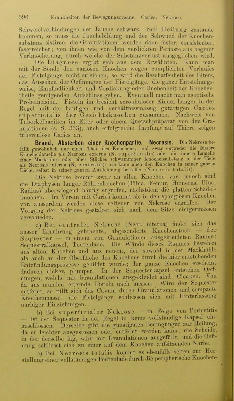 Scliwefelverbindungen der Jauche schwarz. Soll Heilung zustande kommen, so muss die Jauchebildung und der »Schwund der Knochen- substanz sistiren, die Grranulationen werden dann fester, consistenter, faserreicher; von ihnen wie von dem verdickten Perioste aus beginnt Verknöcherung, durch welche der Substanzverlust ausgeglichen wird. Die Diagnose ergibt sich aus dem Erwähnten. Kann man mit der Sonde den cariösen Knochen wegen complicirten Verlaufes der Fistelgänge nicht erreichen, so wird die Beschaffenheit des Eiters, das Aussehen der OefFnungen der Fistelgänge, die ganze Entstehungs- weise, Empfindlichkeit und Verdickung oder Unebenheit der Knochen- theile genügenden Aufschluss geben. Eventuell macht man aseptische Probeincision. Fisteln im Gesicht scrophulöser Kinder hängen in der Regel mit der häufigen und verhältnissmässig gutartigen Caries superficialis der Gesichtsknochen zusammen. Nachweis von Tuberkelbacillen im Eiter oder einem Quetschpräparat von den Gra- nulationen (s. S. 333), auch erfolgreiche Impfung auf Thiere zeigen tuberculöse Caries an. Brand, Absterben einer Knochenpartie. Necrosis. Die Nekrose be- fällt gewöhnlicli nur einen Theil des Knochens, und zwar entweder die äussere Knochenlamelle als Necrosis externa (N. superficialis) oder die innere Lamelle einer Markröhre oder eines Stückes schwammiger Knochensubstanz in der Tiefe als Necrosis interna (N. centralis); sie kann auch den Knochen in seiner ganzen Dicke, selbst in seiner ganzen Ausdehnung betreffen (Necrosis totalis). Die Nekrose kommt zwar an allen Knochen vor, jedoch sind die Diaphysen langer Röhrenknochen (Tibia, Femur, Huraerus, Ulna, Radius) überwiegend häufig ergriff'en, nächstdem die platten Schädel- knocken. Im Verein mit Caries kommt sie in den spongiösen Knochen vor, ausserdem werden diese seltener von Nekrose ergriffen. Der Vorgang der Nekrose gestaltet sich nach dem Sitze einigermassen verschieden. a) Bei centraler Nekrose (Necr. interna) findet sich das ausser Ernährung gebrachte, abgesonderte Knochenstück — der Sequester — in einem von Granulationen ausgekleideten Räume: Sequestralkapsel, Todtenlade. Die Wände dieses Raumes bestehen aus altem Knochen und aus neuem, der sowohl in der Markhöhle als auch an der Oberfläche des Knochens durch die hier entstehenden Entzündungsprozesse gebildet wurde; der ganze Knochen erscheint dadurch dicker, plumper. In der Sequesterkapsel entstehen Oeff'- nungen, Avelche mit Granulationen ausgekleidet sind: Cloaken. Von da aus münden eiternde Fisteln nach aussen. Wird der Sequester entfernt, so füllt,sich das Cavum durch Granulationen und compacte Knochenmasse; die Fistelgänge schliessen sich mit Hinterlassung narbiger Einziehungen. b) Bei superficialer Nekrose — in Folge von Periostitis — ist der Sequester in der Regel in keine vollständige Kapsel em- geschlossen. Derselbe gibt die günstigsten Bedingungen zur Heilung, da er leichter ausgestossen oder entfernt werden kann; die Scheide, in der derselbe lag, wird mit Granulationen ausgefüllt, und die Oefi- nung schliesst sich zu einer auf dem Knochen aufsitzenden Narbe. c) Bei Necrosis totalis kommt es ebenfalls selten zur Her- stellung einer vollständigen Todtenlade durch die peripherische Knochen-