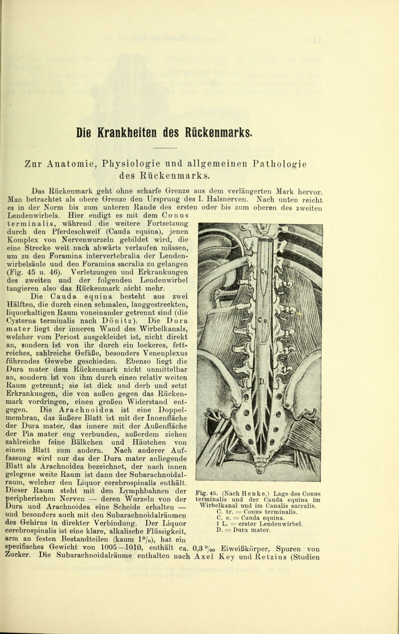 Die Krankheiten des Rückenmarks. Zur Anatomie, Physiologie und allgemeinen Pathologie des Rückenmarks. Das Rückenmark geht ohne scharfe Grenze aus dem verlängerten Mark hervor. Man betrachtet als obere Grenze den Ursprung des I. Halsnerven. Nach unten reicht es in der Norm bis zum unteren Rande des ersten oder bis zum oberen des zweiten Lendenwirbels. Hier endigt es mit dem Conus terminalis, während , die weitere Fortsetzung durch den Pferdeschweif (Cauda equina), jenen Komplex von Nervenwurzeln gebildet wird, die eine Strecke weit nach abwärts verlaufen müssen, um zu den Foramina intervertebralia der Lenden- wirbelsäule und den Foramina sacralia zu gelangen (Fig. 45 u. 46). Verletzungen und Erkrankungen des zweiten und der folgenden Lendenwirbel tangieren also das Rückenmark nicht mehr. Die Cauda equina besteht aus zwei Hälften, die durch einen schmalen, langgestreckten, liquorhaltigen Raum voneinander getrennt sind (die Cysterna terminalis nach Dönitz). Die Dura mater liegt der inneren Wand des Wirbelkanals, welcher vom Periost ausgekleidet ist, nicht direkt an, sondern ist von ihr durch ein lockeres, fett- reiches, zahlreiche Gefäße, besonders Yenenplexus führendes Gewebe geschieden. Ebenso liegt die Dura mater dem Rückenmark nicht unmittelbar an, sondern ist von ihm durch einen relativ weiten Raum getrennt; sie ist dick und derb und setzt Erkrankungen, die von außen gegen das Rücken- mark vordringen, einen großen Widerstand ent- gegen. Die Arachnoidea ist eine Doppel- membran, das äußere Blatt ist mit der Innenfläche der Dura mater, das innere mit der Außenfläche der Pia mater eng verbunden, außerdem ziehen zahlreiche feine Bälkchen und Häutchen von einem Blatt zum andern. Nach anderer Auf- fassung wird nur das der Dura mater anliegende Blatt als Arachnoidea bezeichnet, der nach innen gelegene weite Raum ist dann der Subarachnoidal- raum, welcher den Liquor cerebrospinalis enthält. Dieser Raum steht mit den Lymphbahnen der peripherischen Nerven — deren Wurzeln von der Dura und Arachnoidea eine Scheide erhalten — und besonders auch mit den Subarachnoidalräumen des Gehirns in direkter Verbindung. Der Liquor cerebrospinalis ist eine klare, alkalische Flüssigkeit, arm an festen Bestandteilen (kaum l°/0), hat ein spezifisches Gewicht von 1005-1010, enthält ca. 0,3 °/00 Eiweißkörper, Spuren von Zucker. Die Subarachnoidalräume enthalten nach Axel Key und Retzius (Studien Fig. 45. (Nach Henke.) Lage des Conus terminalis und der Cauda equina im Wirbelkanal und im Canalis sacralis. C. tr. = Conus terminalis. C. e. = Cauda equina. i L. = erster Lendenwirbel. D. = Dura mater.