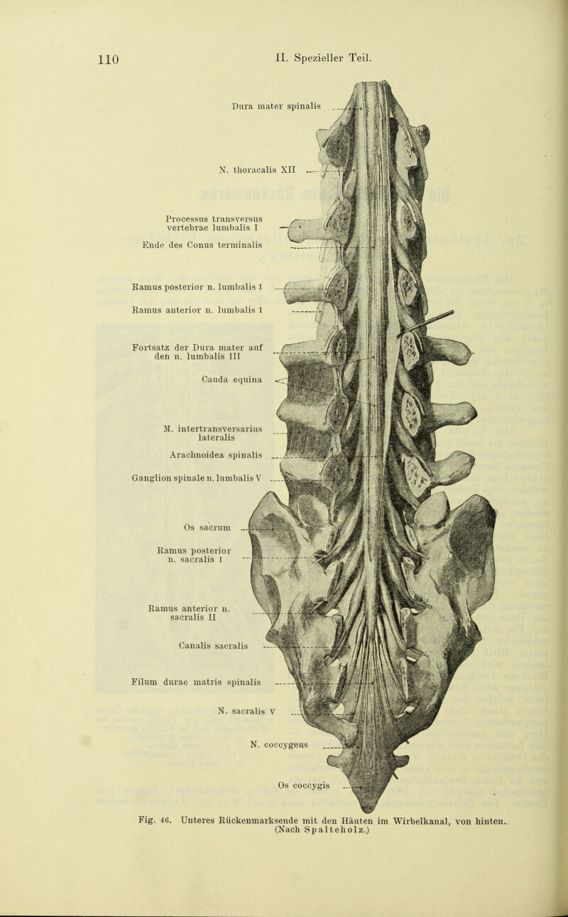 Dura mater spinali N. thoracalis XII Processus transversus vertebrae lumbalis I Ende des Conus terminalis Ramus posterior n. lumbalis I ...£ Ramus anterior n. lumbalis I Fortsatz der Dura mater auf den n. lumbalis III Cauda equina M. intertransversarius lateralis Arachnoidea spinalis Ganglion spinale n. lumbalis V Os sacrum .. Ramus posterior n. sacralis I Ramus anterior n. sacralis II Canalis sacralis Filum durae matris spinalis N. sacralis V N. coccygeus Os coccygis Fig. 46. Unteres Rückenmark sende mit den Häuten im Wirbelkanal, von hinten. (Nach Spalteholz.)