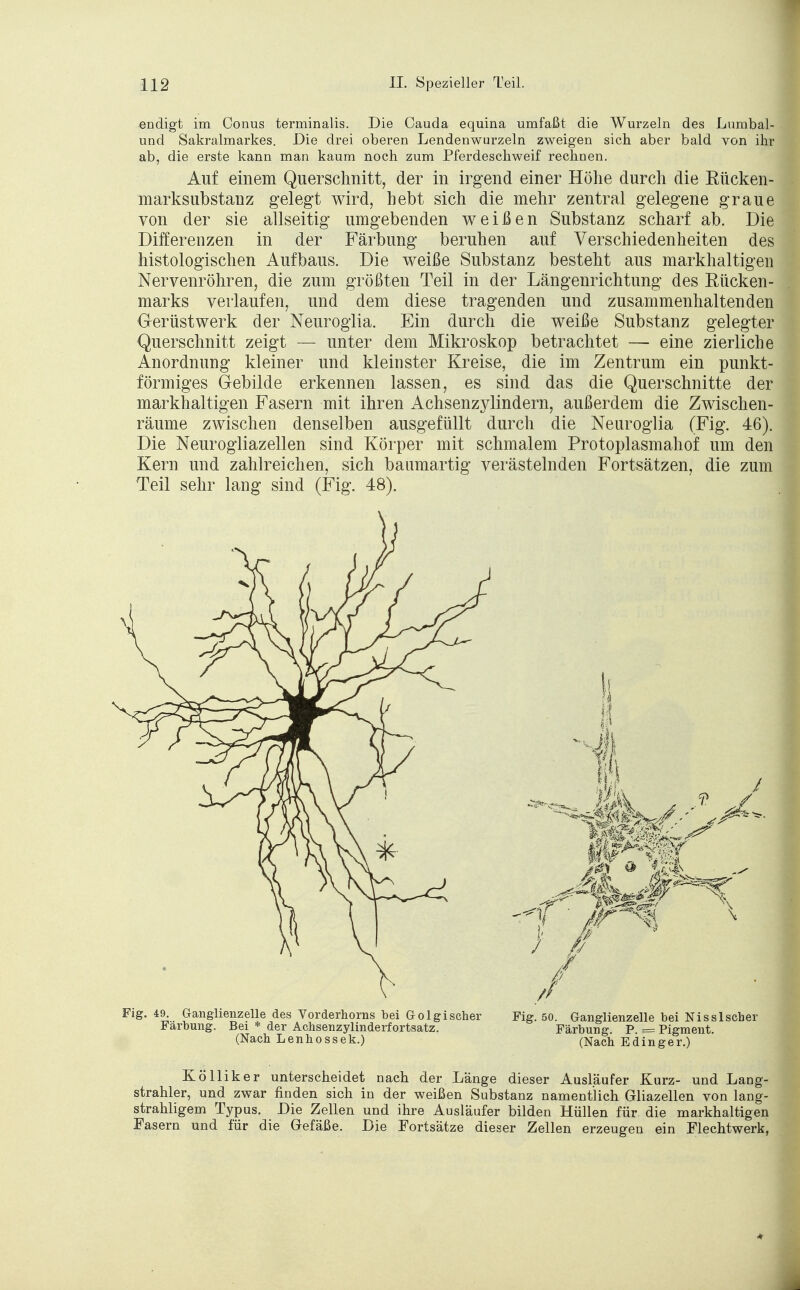 endigt im Conus terminalis. Die Cauda equina umfaßt die Wurzeln des Lumbal- und Sakralmarkes. Die drei oberen Lendenwurzeln zweigen sich aber bald von ihr ab, die erste kann man kaum noch zum Pferdeschweif rechnen. Auf einem Querschnitt, der in irgend einer Höhe durch die Eücken- marksubstauz gelegt wird, hebt sich die mehr zentral gelegene graue von der sie allseitig umgebenden weißen Substanz scharf ab. Die Differenzen in der Färbung beruhen auf Verschiedenheiten des histologischen Aufbaus. Die weiße Substanz besteht aus markhaltigen Nervenröhren, die zum größten Teil in der Längenrichtung des Rücken- marks verlaufen, und dem diese tragenden und zusammenhaltenden Gerüstwerk der Neuroglia. Ein durch die weiße Substanz gelegter Querschnitt zeigt — unter dem Mikroskop betrachtet — eine zierliche Anordnung kleiner und kleinster Kreise, die im Zentrum ein punkt- förmiges Gebilde erkennen lassen, es sind das die Querschnitte der markhaltigen Fasern mit ihren Achsenzylindern, außerdem die Zwischen- räume zwischen denselben ausgefüllt durch die Neuroglia (Fig. 46). Die Neurogliazellen sind Körper mit schmalem Protoplasmahof um den Kern und zahlreichen, sich baumartig verästelnden Fortsätzen, die zum Teil sehr lang sind (Fig. 48). Fig. 49^ Ganglienzelle des Vorderhorns bei Golgi scher Fig. 50. Ganglienzelle bei Nissischer Färbung. Bei * der Achsenzylinderfortsatz. Färbung P = Pigment. (Nach Lenhossek.) (Nach Edinger.) KÖlliker unterscheidet nach der Länge dieser Ausläufer Kurz- und Lang- strahler, und zwar finden sich in der weißen Substanz namentlich Gliazellen von lang- strahligem Typus. Die Zellen und ihre Ausläufer bilden Hüllen für die markhaltigen Fasern und für die Gefäße. Die Fortsätze dieser Zellen erzeugen ein Flechtwerk,