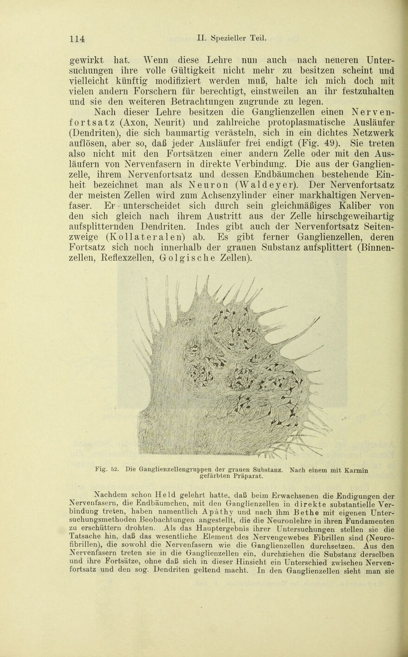 gewirkt hat. Wenn diese Lehre nun auch nach neueren Unter- suchungen ihre volle Gültigkeit nicht mehr zu besitzen scheint und vielleicht künftig modifiziert werden muß, halte ich mich doch mit vielen andern Forschern für berechtigt, einstweilen an ihr festzuhalten und sie den weiteren Betrachtungen zugrunde zu legen. Nach dieser Lehre besitzen die Granglienzellen einen Nerven- fortsatz (Axon, Neurit) und zahlreiche protoplasmatische Ausläufer (Dendriten), die sich baumartig verästeln, sich in ein dichtes Netzwerk auflösen, aber so, daß jeder Ausläufer frei endigt (Fig. 49). Sie treten also nicht mit den Fortsätzen einer andern Zelle oder mit den Aus- läufern von Nervenfasern in direkte Verbindung. Die aus der Ganglien- zelle, ihrem Nervenfortsatz und dessen Endbäumchen bestehende Ein- heit bezeichnet man als Neuron (Waldeyer). Der Nervenfortsatz der meisten Zellen wird zum Achsenzylinder ein^r markhaltigen Nerven- faser. Er - unterscheidet sich durch sein gleichmäßiges Kaliber von den sich gleich nach ihrem Austritt aus der Zelle hirschgeweihartig aufsplitternden Dendriten. Indes gibt auch der Nervenfortsatz Seiten- zweige (Kollateralen) ab. Es gibt ferner Ganglienzellen, deren Fortsatz sich noch innerhalb der grauen Substanz aufsplittert (Binnen- zellen, Keflexzellen, Golgische Zellen). I / Fig. 52. Die Ganglienzellengruppen der grauen Substanz. Nach einem mit Karmin gefärbten Präparat. Nachdem schon Held gelehrt hatte, daß beim Erwachsenen die Endigungen der Nervenfasern, die Endbäumchen, mit den Ganglienzellen in direkte substantielle Ver- bindung treten, haben namentlich Apäthy und nach ihm Bethe mit eigenen Unter- suchungsmethoden Beobachtungen angestellt, die die Neuronlehre in ihren Fundamenten zu erschüttern drohten. Als das Hauptergebnis ihrer Untersuchungen stellen sie die Tatsache hin, daß das wesentliche Element des Nervengewebes Fibrillen sind (Neuro- fibrillen), die sowohl die Nervenfasern wie die Ganglienzellen durchsetzen. Aus den Nervenfasern treten sie in die Ganglienzellen ein, durchziehen die Substanz derselben und ihre Fortsätze, ohne daß sich in dieser Hinsicht ein Unterschied zwischen Nerven- fortsatz und den sog. Dendriten geltend macht. In den Ganglienzellen sieht man sie