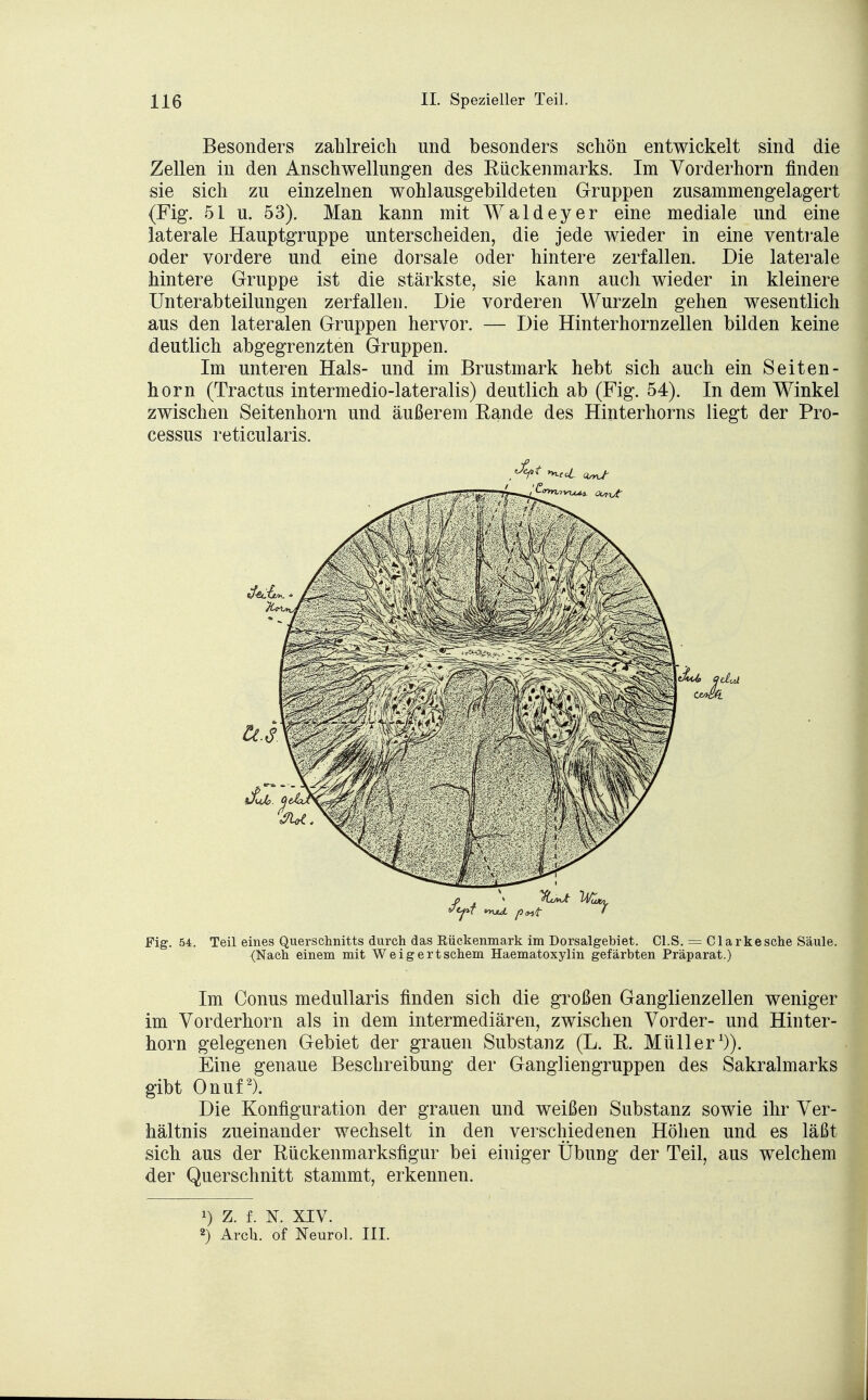 Besonders zahlreich und besonders schön entwickelt sind die Zellen in den Anschwellungen des Rückenmarks. Im Vorderhorn finden sie sich zu einzelnen wohl ausgebildeten Gruppen zusammengelagert (Fig. 51 u. 53). Man kann mit Waldeyer eine mediale und eine laterale Hauptgruppe unterscheiden, die jede wieder in eine ventrale oder vordere und eine dorsale oder hintere zerfallen. Die laterale hintere Gruppe ist die stärkste, sie kann auch wieder in kleinere Unterabteilungen zerfallen. Die vorderen Wurzeln gehen wesentlich aus den lateralen Gruppen hervor. — Die Hinterhornzellen bilden keine deutlich abgegrenzten Gruppen. Im unteren Hals- und im Brustmark hebt sich auch ein Seiten- horn (Tractus intermedio-lateralis) deutlich ab (Fig. 54). In dem Winkel zwischen Seitenhorn und äußerem Bande des Hinterhorns liegt der Pro- cessus reticularis. Fig. 54. Teil eines Querschnitts durch das Rückenmark im Dorsalgebiet. Cl.S. = Clarkesehe Säule. (Nach einem mit Weigertschem Haematoxylin gefärbten Präparat.) Im Conus medullaris finden sich die großen Ganglienzellen weniger im Vorderhorn als in dem intermediären, zwischen Vorder- und Hinter- horn gelegenen Gebiet der grauen Substanz (L. K. Müller1)). Eine genaue Beschreibung der Gangliengruppen des Sakralmarks gibt Onuf2). Die Konfiguration der grauen und weißen Substanz sowie ihr Ver- hältnis zueinander wechselt in den verschiedenen Höhen und es läßt sich aus der Rückenmarksfigur bei einiger Übung der Teil, aus welchem der Querschnitt stammt, erkennen. !) z. f. N. XIV. 2) Arch. of Neurol. III.