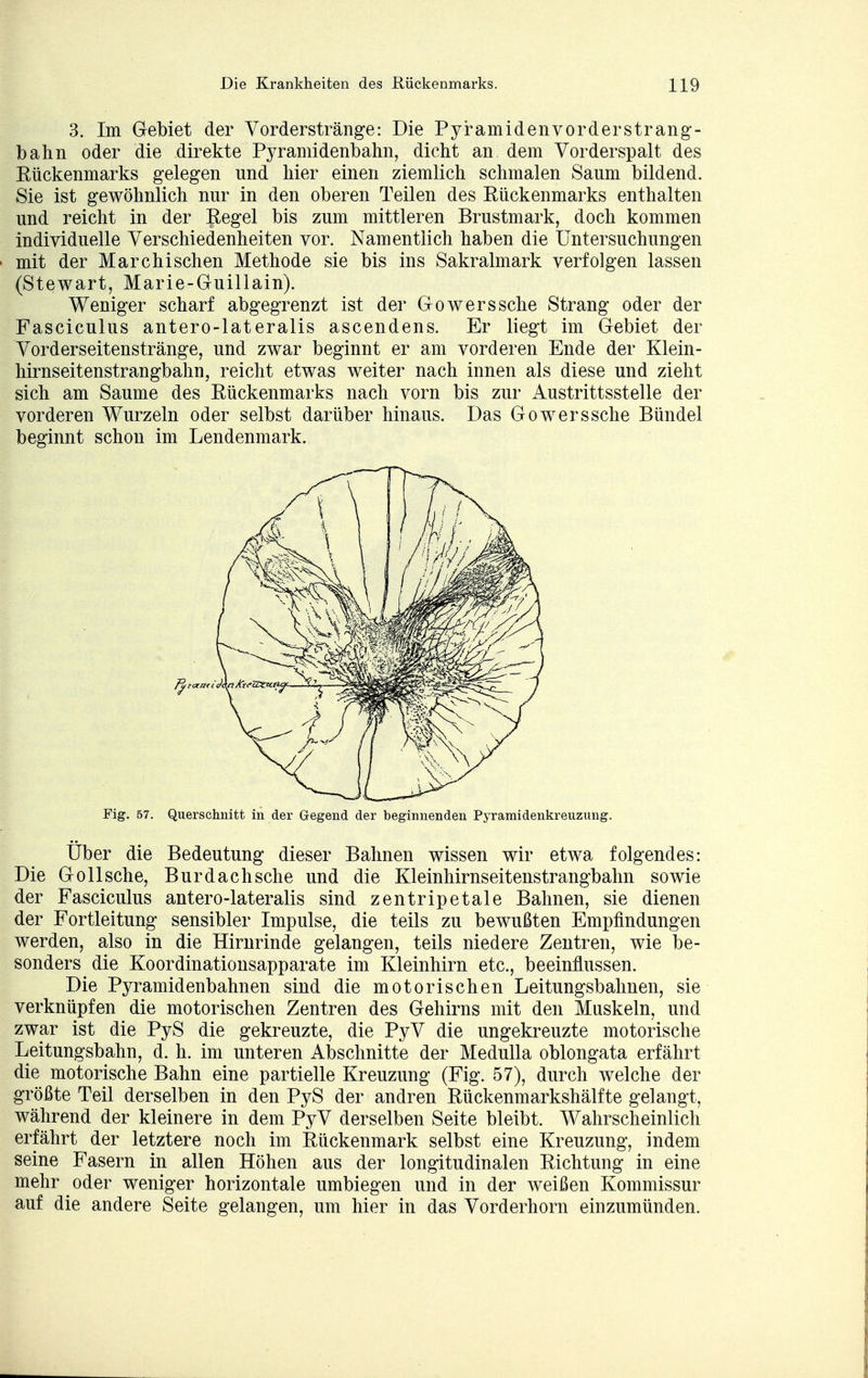 3. Im Gebiet der Vorderstränge: Die Pyramidenvorderstrang- bahn oder die direkte Pyramidenbahn, dicht an dem Vorderspalt des Eückenmarks gelegen und hier einen ziemlich schmalen Saum bildend. Sie ist gewöhnlich nur in den oberen Teilen des Eückenmarks enthalten und reicht in der Kegel bis zum mittleren Brustmark, doch kommen individuelle Verschiedenheiten vor. Namentlich haben die Untersuchungen mit der Marchischen Methode sie bis ins Sakralmark verfolgen lassen (Stewart, Marie-Guillain). Weniger scharf abgegrenzt ist der Gowerssehe Strang oder der Fasciculus antero-lat eralis ascendens. Er liegt im Gebiet der Vorderseitenstränge, und zwar beginnt er am vorderen Ende der Klein- hirnseitenstrangbahn, reicht etwas weiter nach innen als diese und zieht sich am Saume des Rückenmarks nach vorn bis zur Austrittsstelle der vorderen Wurzeln oder selbst darüber hinaus. Das Gowerssche Bündel beginnt schon im Lendenmark. Fig. 57. Querschnitt in der Gegend der beginnenden Pyramidenkreuzung. Über die Bedeutung dieser Bahnen wissen wir etwa folgendes: Die Göll sehe, Bur dach sehe und die Kleinhirnseitenstrangbahn sowie der Fasciculus antero-lateralis sind zentripetale Bahnen, sie dienen der Fortleitung sensibler Impulse, die teils zu bewußten Empfindungen werden, also in die Hirnrinde gelangen, teils niedere Zentren, wie be- sonders die Koordinationsapparate im Kleinhirn etc., beeinflussen. Die Pyramidenbahnen sind die motorischen Leitungsbahnen, sie verknüpfen die motorischen Zentren des Gehirns mit den Muskeln, und zwar ist die PyS die gekreuzte, die PyV die ungekreuzte motorische Leitungsbahn, d. h. im unteren Abschnitte der Medulla oblongata erfährt die motorische Bahn eine partielle Kreuzung (Fig. 57), durch welche der größte Teil derselben in den PyS der andren Kückenmarkshälfte gelangt, während der kleinere in dem PyV derselben Seite bleibt. Wahrscheinlich erfährt der letztere noch im Rückenmark selbst eine Kreuzung, indem seine Fasern in allen Höhen aus der longitudinalen Richtung in eine mehr oder weniger horizontale umbiegen und in der weißen Kommissur auf die andere Seite gelangen, um hier in das Vorderhorn einzumünden.