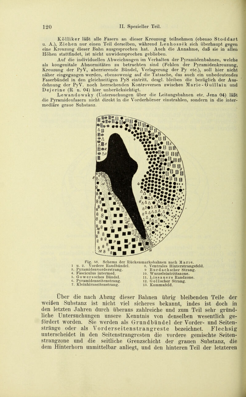 Kölliker läßt alle Fasern an dieser Kreuzung teilnehmen (ebenso Stoddart u. A.), Ziehen nur einen Teil derselben, während Lenhossek sich überhaupt gegen eine Kreuzung dieser Bahn ausgesprochen hat. Auch die Annahme, daß sie in allen Höhen stattfindet, ist nicht unwidersprochen geblieben. Auf die individuellen Abweichungen im Verhalten der Pyramidenbahnen, welche als kongenitale Abnormitäten zu betrachten sind (Fehlen der Pyramidenkreuzung, Kreuzung der PyV, aberrierende Bündel, Verlagerung der Py etc.), soll hier nicht näher eingegangen werden, ebensowenig auf die Tatsache, das auch ein unbedeutendes Faserbündel in den gleichseitigen PyS eintritt, desgl. bleiben die bezüglich der Aus- dehnung der PyV. noch herrschenden Kontroversen zwischen Marie - Guillain und Dejerine (R. n. 04) hier unberücksichtigt. Lewandowsky (Untersuchungen über die Leitungsbahnen etc. Jena 04) läßt die Pyramiden fasern nicht direkt in die Vorderhörner einstrahlen, sondern in die inter- mediäre graue Substanz. *lwi|i«|§} <WSB*ii idi am ~. ÄM# Fig. 58. Schema der Rückenmarksbahnen nach Marie, l u. 2. Vordere Randbündel. 8. Ventrales Uinterstrangsfeld. 3. Pyramidenvorderstrang. 9 Bur dach scher Strang. 4. Fasciculus intermed. 10. Wurzeleintrittszone. 5. Gowerssches Bündel. 11. Lissauers Randzone. 6. Pyramidenseitenstrang. 12. &o 11 scher Strang. 7. Kleinhirnseitenstrang. 13. Kommafeld. Über die nach Abzug dieser Bahnen übrig bleibenden Teile der weißen Substanz ist nicht viel sicheres bekannt, indes ist doch in den letzten Jahren durch überaus zahlreiche und zum Teil sehr gründ- liche Untersuchungen unsere Kenntnis von denselben wesentlich ge- fördert worden. Sie werden als Grundbündel der Vorder- und Seiten- stränge oder als Vorderseitenstrangreste bezeichnet. Flechsig unterscheidet in den Seitenstrangresten die vordere gemischte Seiten- strangzone und die seitliche Grenzschicht der grauen Substanz, die dem Hinterhorn unmittelbar anliegt, und den hinteren Teil der letzteren
