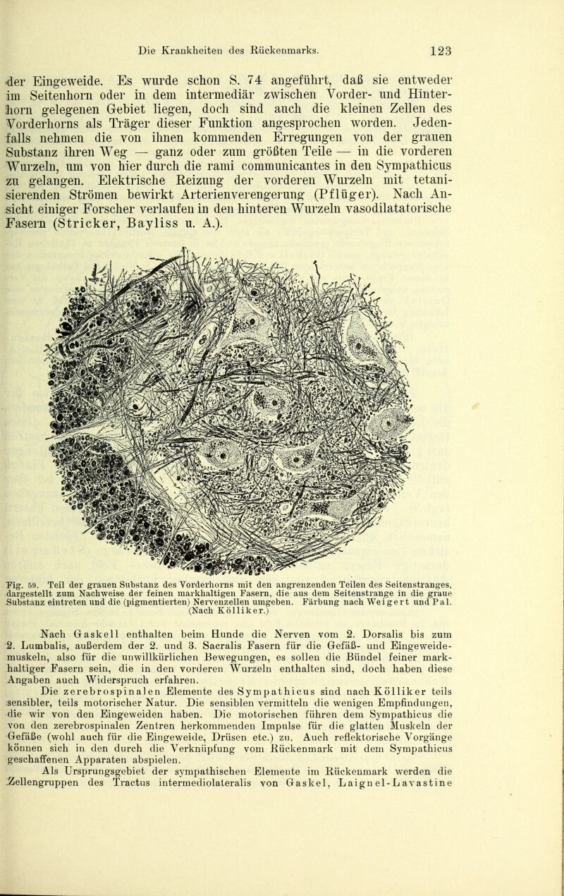 der Eingeweide. Es wurde schon S. 74 angeführt, daß sie entweder im Seitenhorn oder in dem intermediär zwischen Vorder- und Hinter- horn gelegenen Gebiet liegen, doch sind auch die kleinen Zellen des Vorderhorns als Träger dieser Funktion angesprochen worden. Jeden- falls nehmen die von ihnen kommenden Erregungen von der grauen Substanz ihren Weg — ganz oder zum größten Teile — in die vorderen Wurzeln, um von hier durch die rami communicantes in den Sympathicus zu gelangen. Elektrische Eeizung der vorderen Wurzeln mit tetani- sierenden Strömen bewirkt Arterienverengerung (Pflüger). Nach An- sicht einiger Forscher verlaufen in den hinteren Wurzeln vasodilatatorische Fasern (Stricker, Bayliss u. A.). Tig. 59. Teil der grauen Substanz des Vorderhorns mit den angrenzenden Teilen des Seitenstranges, dargestellt zum Nachweise der feinen markhaltigen Fasern, die aus dem Seitenstrange in die graue Substanz eintreten und die (pigmentierten) Nervenzellen umgeben. Färbung nach Weigert und Pal. (Nach Kölliker.) Nach Gaskell enthalten beim Hunde die Nerven vom 2. Dorsalis bis zum :2. Lumbalis, außerdem der 2. und 3. Sacralis Fasern für die Gefäß- und Eingeweide- muskeln, also für die unwillkürlichen Bewegungen, es sollen die Bündel feiner mark- haltiger Fasern sein, die in den vorderen Wurzeln enthalten sind, doch haben diese Angaben auch Widerspruch erfahren. Die zerebrospinalen Elemente des Sympathicus sind nach Kölliker teils sensibler, teils motorischer Natur. Die sensiblen vermitteln die wenigen Empfindungen, •die wir von den Eingeweiden haben. Die motorischen führen dem Sympathicus die von den zerebrospinalen Zentren herkommenden Impulse für die glatten Muskeln der Gefäße (wohl auch für die Eingeweide, Drüsen etc.) zu. Auch reflektorische Vorgänge können sich in den durch die Verknüpfung vom Rückenmark mit dem Sympathicus geschaffenen Apparaten abspielen. Als Ursprungsgebiet der sympathischen Elemente im Rückenmark werden die -Zellengruppen des Tractus intermediolateralis von Gaskel, Laign el-L avastine