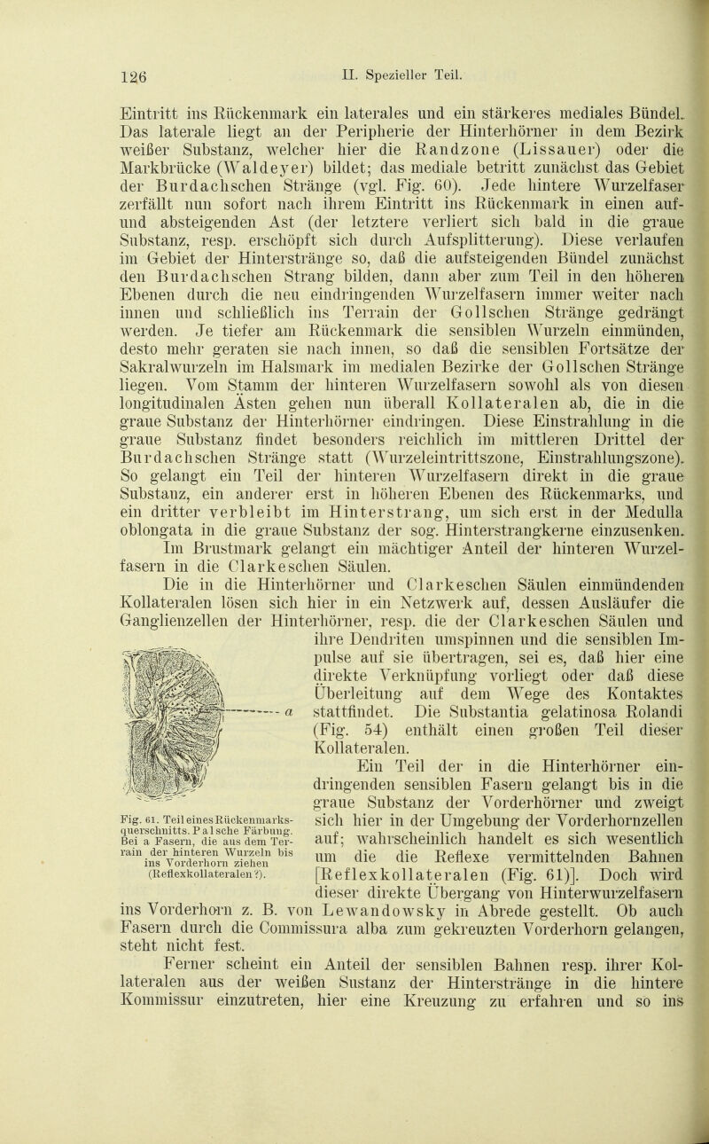 Eintritt ins Rückenmark ein laterales und ein stärkeres mediales BündeL Das laterale liegt an der Peripherie der Hinterhörner in dem Bezirk weißer Substanz, welcher hier die Randzone (Lissauer) oder die Markbrücke (Waldeyer) bildet; das mediale betritt zunächst das Gebiet der Burdachschen Stränge (vgl. Fig. 60). Jede hintere Wurzelfaser zerfällt nun sofort nach ihrem Eintritt ins Rückenmark in einen auf- und absteigenden Ast (der letztere verliert sich bald in die graue Substanz, resp. erschöpft sich durch Aufsplitterung). Diese verlaufen im Gebiet der Hinterstränge so, daß die aufsteigenden Bündel zunächst den Bur dach sehen Strang bilden, dann aber zum Teil in den höheren Ebenen durch die neu eindringenden Wurzelfasern immer weiter nach innen und schließlich ins Terrain der Gollschen Stränge gedrängt werden. Je tiefer am Rückenmark die sensiblen Wurzeln einmünden, desto mehr geraten sie nach innen, so daß die sensiblen Fortsätze der Sakralwurzeln im Halsmark im medialen Bezirke der Gollschen Stränge liegen. Vom Stamm der hinteren Wurzelfasern sowohl als von diesen longitudinalen Ästen gehen nun überall Kollateralen ab, die in die graue Substanz der Hinterhörner eindringen. Diese Einstrahlung in die graue Substanz findet besonders reichlich im mittleren Drittel der Bur dach sehen Stränge statt (Wurzeleintrittszone, Einstrahlungszone). So gelangt ein Teil der hinteren Wurzelfasern direkt in die graue Substanz, ein anderer erst in höheren Ebenen des Rückenmarks, und ein dritter verbleibt im Hinterstrang, um sich erst in der Medulla oblongata in die graue Substanz der sog. Hinterstrangkerne einzusenken. Im Brustmark gelangt ein mächtiger Anteil der hinteren Wurzel- fasern in die Clark eschen Säulen. Die in die Hinterhörner und Clarkesehen Säulen einmündenden Kollateralen lösen sich hier in ein Netzwerk auf, dessen Ausläufer die Ganglienzellen der Hinterhörner, resp. die der Clark eschen Säulen und ihre Dendriten umspinnen und die sensiblen Im- pulse auf sie übertragen, sei es, daß hier eine direkte Verknüpfung vorliegt oder daß diese Überleitung auf dem Wege des Kontaktes stattfindet. Die Substantia gelatinosa Rolandi (Fig. 54) enthält einen großen Teil dieser Kollateralen. Ein Teil der in die Hinterhörner ein- dringenden sensiblen Fasern gelangt bis in die graue Substanz der Vorderhörner und zweigt sich hier in der Umgebung der Vorderhornzellen auf; wahrscheinlich handelt es sich wesentlich um die die Reflexe vermittelnden Bahnen [Reflexkollateralen (Fig. 61)]. Doch wird dieser direkte Übergang von Hinterwurzelfasern ins Vorderhorn z. B. von Lewandowsky in Abrede gestellt. Ob auch Fasern durch die Commissura alba zum gekreuzten Vorderhorn gelangen, steht nicht fest. Ferner scheint ein Anteil der sensiblen Bahnen resp. ihrer Kol- lateralen aus der weißen Sustanz der Hinterstränge in die hintere Kommissur einzutreten, hier eine Kreuzung zu erfahren und so ins Fig. 61. Teil eines Rückenmarks- querschnitts. P al sehe Färbung. Bei a Fasern, die aus dem Ter- rain der hinteren Wurzeln bis ins Vorderhorn ziehen (Reflexkollateralen ?).