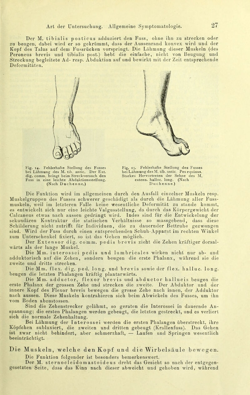 Der M. tibialis posticus adduziert den Fuss, ohne ihn zu strecken oder zu beugen, dabei wird er so gekrümmt, dass der Aussenrand konvex wird und der Kopf des Talus auf dem Fussrücken vorspringt. Die Lähmung dieser Muskeln (des Peroneus brevis und tibialis post.) hebt die einfache, nicht von Beugung und Streckung begleitete Ad- resp. Abduktion auf und bewirkt mit der Zeit entsprechende Deformitäten. Fig. 14. Fehlerhafte Stellung des Fusses bei Lähmung des M. tlb. antic. Der Ext. dig. comm. bringt beim Streckversuch den Fuss in eine leichte Ahduklionsstellung. (Nach Duchenne.) Fig, 15, Fehlerhafte Stellung des Fusses bei Lähmung des M. tib. antic. Pes equinus. Starkes Hervortreten der Sehne des M. extens. halluc. long. (Nach Duchenne.) Die Funktion wird im allgemeinen durch den Ausfall einzelner Muskeln resp. Muskelgruppen des Fusses schwerer geschädigt als durch die Lähmung aller Fuss- muskeln, weil im letzteren Falle keine wesentliche Deformität zu stände kommt, es entwickelt sich nur eine leichte Valgusstellung, da durch das Körpergewicht der Calcaneus etwas nach aussen gedrängt wird. Indes sind für die Entwickelung der sekundären Kontraktur die statischen Verhältnisse so massgebend, dass diese Schilderung nicht zutrifft für Individuen, die zu dauernder Bettruhe gezwungen sind. Wird der Fuss durch einen entsprechenden Schuh-Appar.at im rechten AVinkel zum Unterschenkel fixiert, so ist das Gehen möglich. Der Extensor dig. comm. pedis brevis zieht die Zehen kräftiger dorsal- wärts als der lange Muskel. Die Mm. iuterossei pedis und lumbricales wirken nicht nur ab- und adduktorisch auf die Zehen, sondern beugen die erste Phalanx, während sie die zweite und dritte strecken. Die Mm. flex. dig. ped. long. und brevis sowie der flex. halluc. long. beugen die letzten Phalangen kräftig plantarwärts. Die Mm. adductor, flexor brevis und abductor hallucis beugen die erste Phalanx der grossen Zehe und strecken die zweite. Der Abduktor und der innere Kopf des Flexor brevis bewegen die grosse Zehe nach innen, der Adduktor nach aussen. Diese Muskeln kontrahieren sich beim Abwickeln des Fusses, um ihn vom Boden abzustossen. Sind die Zehenstrecker gelähmt, so geraten die Interossei in dauernde An- spannung; die ersten Phalangen werden gebeugt, die letzten gestreckt, und es verliert sich die normale Zehenhaltung. Bei Lähmung der Interossei werden die ersten Phalangen überstreckt, ihre Köpfchen subluxiert, die zweiten und dritten gebeugt (Krallenfuss). Das Gehen ist zwar nicht behindert, aber schmerzhaft, — Laufen und Springen wesentlich beeinträchtigt. Die Muskeln, welche den Kopf und di e Wirbelsäule bewegen. Die Funktion folgender ist besonders bemerkenswert. Der M. sternocleidomastoideus dreht das Gesicht so nach der entgegen- gesetzten Seite, dass das Kinn nach dieser abweicht und gehoben wird, während