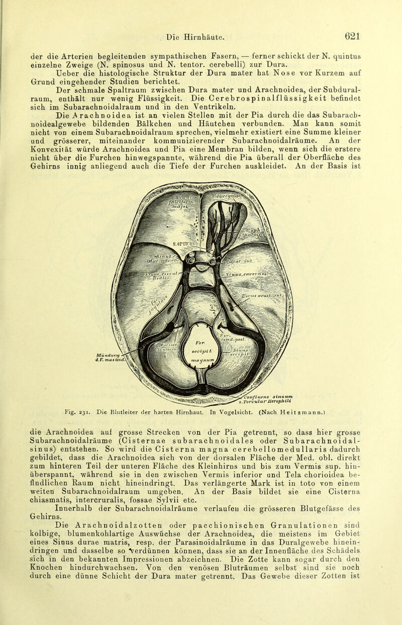 der die Arterien begleitenden sympathischen Fasern, — ferner schickt der N. quintus einzelne Zweige (N. spinosus und N. tentor. cerebelli) zur Dura. Heber die histologische Struktur der Dura mater hat Nose vor Kurzem auf Grund eingehender Studien berichtet. Der schmale Spaltraum zwischen Dura mater und Arachnoidea, der Subdural- raum, enthält nur wenig Flüssigkeit. Die Cerebrospinalflüssigkeit befindet sich im Subarachnoidalraum und in den Ventrikeln. Die rachn oidea ist an vielen Stellen mit der Pia durch die das Subaracb- noidealgewebe bildenden Bälkchen und Häutchen verbunden. Man kann somit nicht von einem Subarachnoidalraum sprechen, vielmehr existiert eine Summe kleiner und grösserer, miteinander kommunizierender Subarachnoidalräume. An der Konvexität würde Arachnoidea und Pia eine Membran bilden, wenn sich die erstere nicht über die Furchen hinwegspannte, während die Pia überall der Oberfläche des Gehirns innig anliegend auch die Tiefe der Furchen auskleidet. An der Basis ist Fig. 231. die Arachnoidea auf grosse Strecken von der Pia getrennt, so dass hier grosse Subarachnoidalräume (Cisternae subarachnoidales oder Subarachnoidal- sinus) entstehen. So wird dieCisterna magna cerebellomedullaris dadurch gebildet, dass die Arachnoidea sich von der dorsalen Fläche der Med. obl. direkt zum hinteren Teil der unteren Fläche des Kleinhirns und bis zum Vermis sup. hin- überspannt, während sie in den zwischen Vermis inferior und Tela chorioidea be- findlichen Raum nicht hineindringt. Das verlängerte Mark ist in toto von einem weiten Subarachnoidalraum umgeben. An der Basis bildet sie eine Cisterna chiasmatis, intercruralis, fossae Sylvii etc. Innerhalb der Subarachnoidalräume verlaufen die grösseren Blutgefässe des Gehirns. Die Arachn oid alzotten oder pacchionischen Granulationen sind kolbige, blumenkohlartige Auswüchse der Arachnoidea, die meistens im Gebiet eines Sinus durae matris, resp. der Parasinoidalräume in das Duralgewebe hinein- dringen und dasselbe so 'Verdünnen können, dass sie an der Innenfläche des Schädels sich in den bekannten Impressionen abzeichnen. Die Zotte kann sogar durch den Knochen hindurchwachsen. Von den venösen Bluträumen selbst sind sie noch durch eine dünne Schicht der Dura mater getrennt. Das Gewebe dieser Zotten ist Die Blutleiter der harten Hirnhaut. In Vogelsicht. (Nach Heitzmann.)