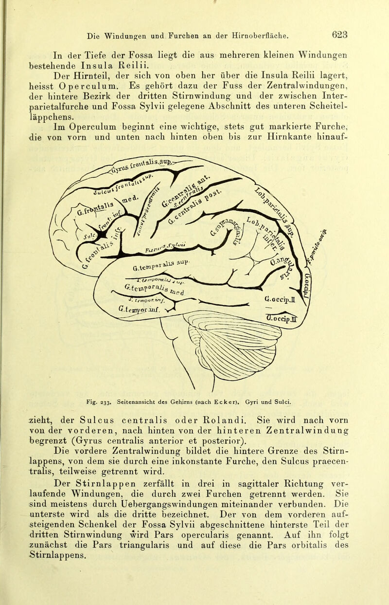 Die Windungen und Furchen an der Hirnoberfläche. In der Tiefe der Fossa liegt die aus mehreren kleinen Windungen bestehende Insula Reilii. Der Hirnteil, der sich von oben her über die Insula Reilii lagert, heisst Operculum. Es gehört dazu der Fuss der Zentralwindungen, der liintere Bezirk der dritten Stirnwindung und der zwischen Inter- parietalfurche und Fossa Sylvii gelegene Abschnitt des unteren Scheitel- läppchens. Im Operculum beginnt eine wichtige, stets gut markierte Furche, die von vorn und unten nach hinten oben bis zur Hirn kante hinauf- zieht, der Sulcus centralis oder Rolandi. Sie wird nach vorn von der vorderen, nach hinten von der hinteren Zentralwindung begrenzt (Gyrus centralis anterior et posterior). Die vordere Zentralwindung bildet die hintere Grenze des Stirn- lappens, von dem sie durch eine inkonstante Furche, den Sulcus praecen- tralis, teilweise getrennt wird. Der Stirnlappen zerfällt in drei in sagittaler Richtung ver- laufende Windungen, die durch zwei Furchen getrennt werden. Sie sind meistens durch üebergangswindungen miteinander verbunden. Die unterste wird als die dritte bezeichnet. Der von dem vorderen auf- steigenden Schenkel der Fossa Sylvii abgeschnittene hinterste Teil der dritten Stirnwindung wird Pars opercularis genannt. Auf ihn folgt zunächst die Pars triangularis und auf diese die Pars orbitalis des Stirnlappens.