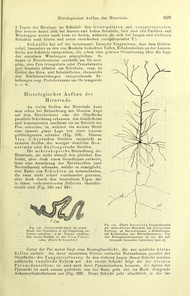 2 Typen der Hinilage im Schädel: den fron tipetalen und o ccipi topetalen. Der erstere findet sich bei kurzen und hohen Scliädeln, liier sind alle Furchen und Windungen weiter nach vorn zu finden, während sie sich bei langen und niedrigen Schädeln nach hinten und unten verschieben (occipitopetaler T.). Schwalbe hat auf die interessante Tatsache hingewiesen, dass dem Gehirn- relief, besonders an den von Muskeln bedeckten Teilen, Erhabenheiten ander Aussen- fiäche des Schädels entsprechen, die schon eine gewisse Orientierung über die Lage der einzelnen Windungen ermöglichen. So findet er Protuberantiae cerebelli am Os occi- pitis, eine Pars triangularis oder Protuberantia gyri frontalis inferior am Stirnbein, resp. im Gebiet des Stirn- und Scheitelbeins, ebensolche den Schläfen Windungen entsprechende Er- hebungen resp. Protuberanzen am Os temporale u. s. \v. Histologischer Aufbau der Hirnrinde. An vielen Stellen der Hirnrinde kann man schon bei Betrachtung mit blossem Auge auf dem Durchschnitt eine der Oberfläche parallele Schichtung erkennen. Am deutlichsten und konstantesten erscheint sie im Bereich der Eiss. calcarina, in welcher ein weisser Streif eine äussere graue Lage von einer inneren gelblichgrauen scheidet (Fig. 238). Diesem Vi,cq d’Azyrschen Streifen entspricht an anderen Stellen der weniger deutliche Gen- narische oder Baillargersche Streifen. Die mikroskopische Betrachtung der Hirnrinde, die nicht überall den gleichen Bau bietet, aber doch einen Grundtypus aufweist, lässt eine Anordnung der Nervenzellen (und Nervenfasern) erkennen, welche es ermöglicht, eine Reihe von Schichten zu unterscheiden, die zwar nicht scharf voneinander getrennt, aber doch durch den besonderen Typus der in ihnen vorherrschenden Zellarten charakte- risiert sind (Fig. 240 und 241). occ Fig. 238. Durchschnitt durch die graue Rinde des Grosshirns in der Umgebung der Fissura calcarina.' f. ca. Fissura calcarina. Der weisse Streifen ist der Vicq d^Azyr- sche. (Nach Schwalbe.) Fig. 239. (Nach Dejerine.) Pyramidenzelle der menschlichen Hirnrinde bei Golgischer Färbung, cy Nervenfortsatz, c Zellenkörper, col Kollateralen des Nervenfortsatzes. Von den Protoplasmafortsätzen ist nur der auf- steigende besonders bezeichnet (mit a). Unter der Pia mater liegt eine Neurogliaschicht, die nur spärliche kleine Zellen enthält. An ihrer äussersten Grenze verlaufen Nervenfasern parallel der Oberfläche: die Tangentialfasern. In den tieferen Lagen dieser Schicht tauchen zahlreiche rundliche Zellen auf. Als zweite Schicht folgt die der kleinen Pyramidenzellen; sie sind nach ihrer Pyramidenform benannt, die Spitze der Pyramide ist nach aussen gerichtet, von der Basis geht der ins Mark dringende Achsenzylinderfortsatz aus (Fig. 239). Diese Schicht geht allmählich in die der