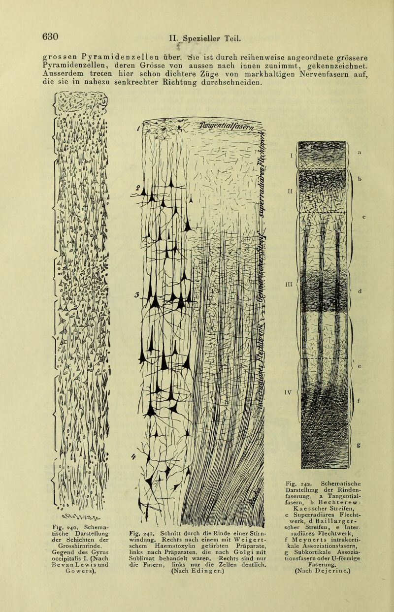 grossen Pyramiden zellen über. Sie ist durch reihenweise angeordnete grössere Pyramidenzellen, deren Grösse von aussen nach innen zunimmt, gekennzeichnet. Ausserdem treten hier schon dichtere Züge von markhaltigen Nervenfasern auf, die sie in nahezu senkrechter Richtung durchschneiden. Fig, 240, Schema- tische Darstellung der Schichten der Grosshirnrinde. Gegend des Gyrus occipitalis I. (iMach BevanLewis und G o w e r s). Fig. 241. Schnitt durch die Rinde einer Stirn- windiing, Rechts nach einem mit Weigert- schem Haematoxylin gelärbten Präparate, links nach Präparaten, die nach Golgi mit Sublimat behandelt waren. Rechts sind nur die Fasern, links nur die Zellen deutlich. (Nach Edinger.) Fig. 242, Schematische Darstellung der Rinden- faserung. a Tangential- fasern, b Bechterew- Kaesscher Streifen, c Superradiäres Fleclit- werk, d Baillarger- scher Streifen, e Inter- radiäres FlechtwerU, f Meynerts intrakorti- kale Assoziationsfasern, g Subkortikale Assozia- tionsfasern oder U-förmige Faserung. (Nach Dejeriiie.)