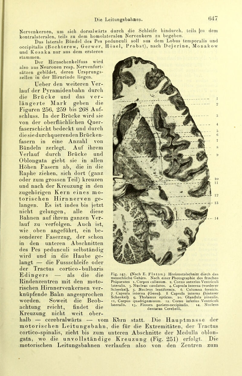 Nervenkernen, um sich dorsalwärts durch die Schleife hindurch, teils |zu dem kontralateralen, teils zu dem homolateralen Nervenkern zu begeben. Das laterale Bündel des Pes pedunculi soll aus dem Lobus temporalis und occipitalis (Bechterew, Gerwer, Hösel, Probst), nach Dejerine, Monakow und KOsaka nur aus dem ersteren stammen. Der Hirnschenkel fuss wird also aus Neuronen resp. Nervenfort- sätzen gebildet, deren Ursprungs- zellen in der Hirnrinde liegen. lieber den weiteren Ver- lauf der Pyramidenbalin durcli die Brücke und das ver- längerte Mark geben die Figuren 256, 259 bis 268 Auf- schluss. ln der Brücke wird sie von der oberflächlichen Quer- faserschicht bedeckt und durch die sie durchquerenden Brücken- fasern in eine Anzahl von Bündeln zerlegt. Auf ihrem Verlauf durch Brücke und Oblongata giebt sie in allen Höhen Fasern ab, die in die Raphe ziehen, sich dort (ganz oder zum grossen Teil) kreuzen und nach der Kreuzung in den zugehörigen Kern eines mo- torischen Hirnnerven ge- langen. Es ist indes bis jetzt nicht gelungen, alle diese Bahnen auf ihrem ganzen Ver- lauf zu verfolgen. Auch ist, wie . oben angeführt, ein be- sonderer Faserzug, der schon in den unteren Abschnitten des Pes pedunculi selbständig wird und in die Haube ge- langt — die Fussschleife oder der Tractus cortico-bulbaris Edingers — als die die Rindenzentren mit den moto- rischen Hirnnervenkernen ver- knüpfende Bahn angesprochen worden. Soweit die Beob- achtung reicht, findet die Kreuzung nicht weit ober- halb — cerebralwärts — vom Khrn statt. Die Hauptmasse der motorischen Leitungsbahn, die für die Extremitäten, der Tractus cortico-spinalis, zieht bis zum unteren Abschnitte der Medulla oblon- gata, wo die unvollständige Kreuzung (Fig. 251) erfolgt. Die motorischen Leitungsbahnen verlaufen also von den Zentren zum Fig. 247. (Nach E. Flatau.) Horizontalschnitt durch das menschliche Gehirn. Nach einer Photographie des frischen Präparates i, Corpus callosum. 2. Cornu anterius Ventriculi lateralis. 3. Nucleus caudatus. 4. Capsula interna (vorderer Schenkel), 5. Nucleus lentiformis. 6. Columna fornicis. 7. Capsula interna (Genu). 8 Capsula interna (hinterer Schenkel). 9, Thalamus opticus. 10. Glandula pinealis. II. Corpus quadrigeminum. 12. Cornu inferius Ventriculi lateralis. 13. Fissura parieto-occipitalis. 14. Nucleus dentatus Cerebelli.
