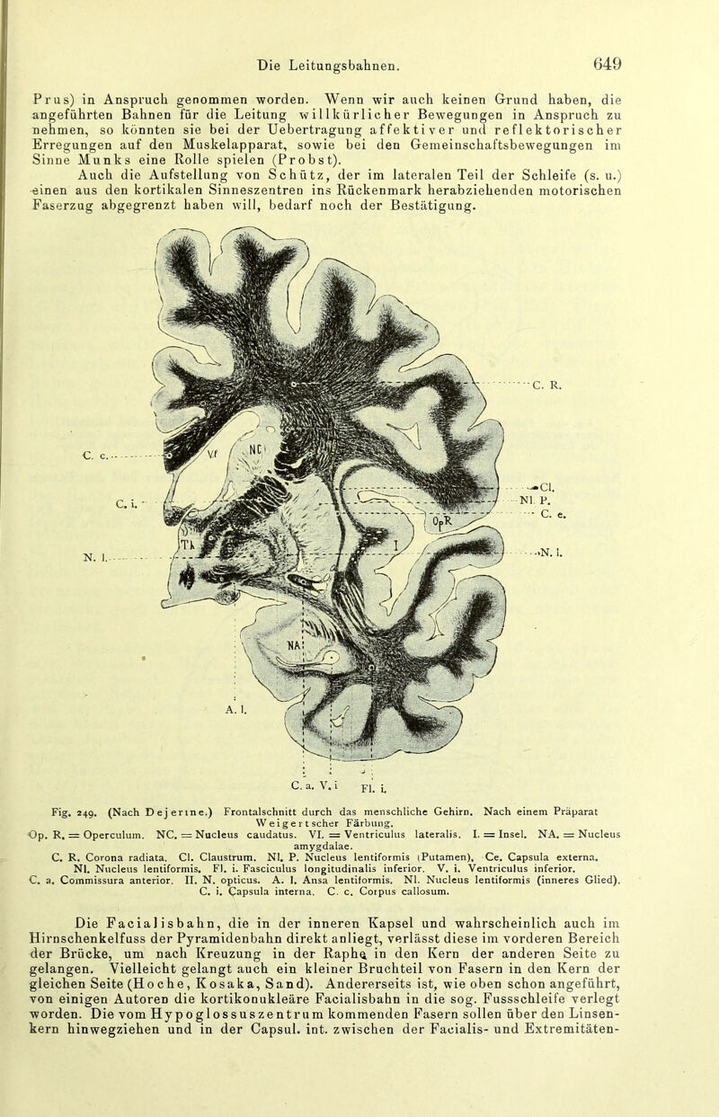 Prus) in Anspruch genommen worden. Wenn wir auch keinen Grund haben, die angeführten Bahnen für die Leitung willkürlicher Bewegungen in Anspruch zu nehmen, so könnten sie bei der Uebertragung affektiver und reflektorischer Erregungen auf den Muskelapparat, sowie bei den Gemeinschaftsbewegungen ini Sinne Munks eine Rolle spielen (Probst). Auch die Aufstellung von Schütz, der im lateralen Teil der Schleife (s. u.) einen aus den kortikalen Sinneszentren ins Rückenmark herabziehenden motorischen Faserzug abgegrenzt haben will, bedarf noch der Bestätigung. Fig. 249, (Nach Dejerine.) Frontalschnitt durch das menschliche Gehirn, Nach einem Präparat Weigert scher Färbung. Op. R, = Operculum. NC. = Nucleus caudatus. VI. = Ventriculus lateralis. I. = Insel. NA. = Nucleus amygdalae. C. R, Corona radiata. CI. Claustrum. NI, P. Nucleus lentiformis (Putamen), Ce. Capsula externa, Nl, Nucleus lentiformis, Fl. i. Fasciculus longitudinalis inferior. V. i. Ventriculus inferior. C. a, Commissura anterior. II. N. opticus. A. 1. Ansa lentiformis. Nl. Nucleus lentiformis (inneres Glied). C, i. Capsula interna. C. c, Corpus callosum. Die Facialisbahn, die in der inneren Kapsel und wahrscheinlich auch im Hirnschenkelfuss der Pyramidenbahn direkt anliegt, verlässt diese im vorderen Bereich der Brücke, um nach Kreuzung in der Raph^ in den Kern der anderen Seite zu gelangen. Vielleicht gelangt auch ein kleiner Bruchteil von Fasern in den Kern der gleichen Seite (Hoche, KOsaka, Sand). Andererseits ist, wie oben schon angeführt, von einigen Autoren die kortikonukleäre Facialisbahn in die sog. Fussschleife verlegt worden. Die vom Hypoglossuszentrum kommenden Fasern sollen über den Linsen- kern hinwegziehen und in der Capsul. int. zwischen der Facialis- und Extremitäten-