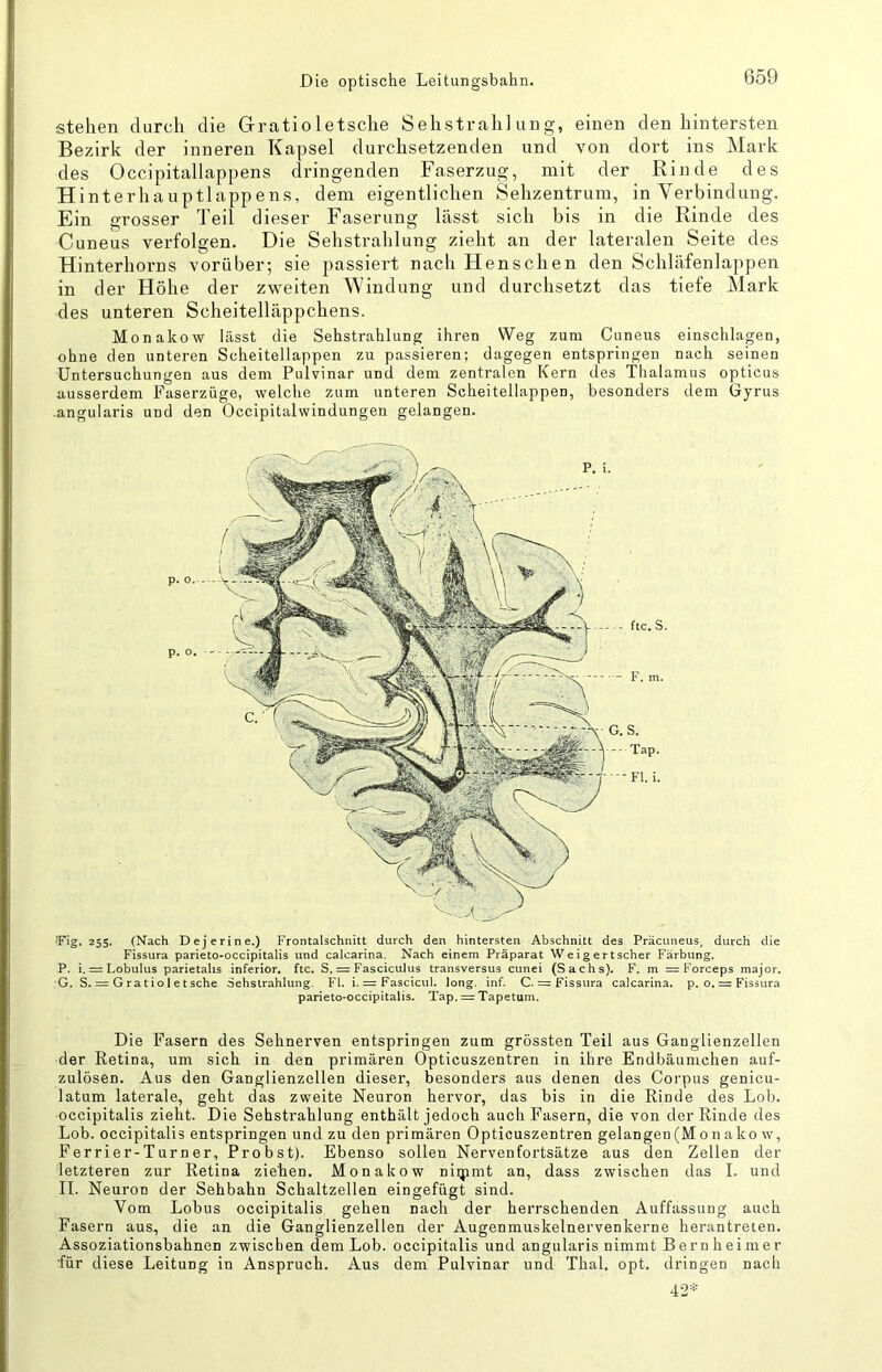 Die optische Leitungsbahn. stehen durch die Grratioletsche Sehstrahlung, einen den hintersten Bezirk der inneren Kapsel durchsetzenden und von dort ins Mark des Occipitallappens dringenden Faserzug, mit der Rinde des Hinterhauptlappens, dem eigentlichen Sehzentrum, in Verbindung. Ein grosser Teil dieser Faserung lässt sich bis in die Rinde des Cuneus verfolgen. Die Sehstrahlung zieht an der lateralen Seite des Hinterhorns vorüber; sie passiert nach Henschen den Schläfenlappen in der Höhe der zweiten Windung und durchsetzt das tiefe Mark des unteren Scheitelläppchens. Monakow lässt die Sehstrahlung ihren Weg zum Cuneus einschlagen, ohne den unteren Scheitellappen zu passieren; dagegen entspringen nach seinen Untersuchungen aus dem Pulvinar und dem zentralen Kern des Thalamus opticus ausserdem Faserzüge, welche zum unteren Scheitellappen, besonders dem Gyrus -angularis und den Occipitalwindungen gelangen. iFig. 255. (Nach Dejerine.) Frontalschnitt durch den hintersten Abschnitt des Präcuneus, durch die Fissura parieto-occipitalis und calcarina. Nach einem Präparat Weigert scher Färbung. P. i. = Lobulus parietalis inferior, ftc. S. = Fasciculus transversus cunei (Sachs). F. m = Forceps major. G. S. = G ra t i o 1 e t sehe Sehstrahlung. Fl. i. = Fascicul. long. inf. C. = Fissura calcarina. p. o. = Fissura parieto-occipitalis. Tap. = Tapetum. Die Fasern des Sehnerven entspringen zum grössten Teil aus Ganglienzellen der Retina, um sich in den primären Opticuszentren in ihre Endbäumchen auf- zulösen. Aus den Ganglienzellen dieser, besonders aus denen des Corpus genicu- latum laterale, geht das zweite Neuron hervor, das bis in die Rinde des Lob. occipitalis zieht. Die Sehstrahlung enthält jedoch auch Fasern, die von der Rinde des Lob. occipitalis entspringen und zu den primären Opticuszentren gelangen(Monako w, Ferrier-Turner. Probst). Ebenso sollen Nervenfortsätze aus den Zellen der letzteren zur Retina ziehen. Monakow niipmt an, dass zwischen das I. und II. Neuron der Sehbahn Schaltzellen eingefügt sind. Vom Lobus occipitalis gehen nach der herrschenden Auffassung auch Fasern aus, die an die Ganglienzellen der Augenmuskelnervenkerne herantreten. Assoziationsbahnen zwischen dem Lob. occipitalis und angularis nimmt Bernheimer für diese Leitung in Anspruch. Aus dem Pulvinar und Thal. opt. dringen nach 42=‘=