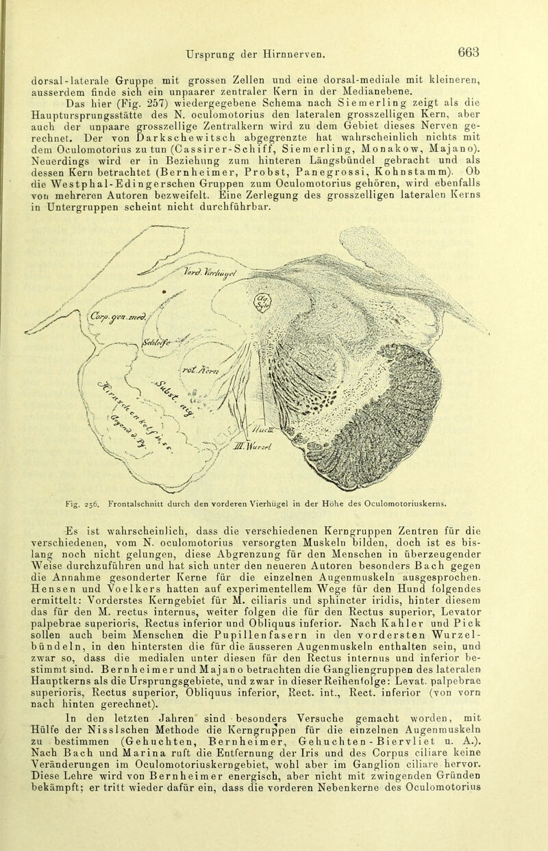 dorsal-laterale Gruppe mit grossen Zellen und eine dorsal-mediale mit kleineren, ausserdem finde sich ein unpaarer zentraler Kern in der Medianebene. Das hier (Fig. 257) wiedergegebene Schema nach Siem erlin g zeigt als die Hauptursprungsstätte des N. oculomotorius den lateralen grosszelligen Kern, aber auch der unpaare grosszellige Zentralkern wird zu dem Gebiet dieses Nerven ge- rechnet. Der von Darkschewitsch abgegrenzte hat wahrscheinlich nichts mit dem Oculomotorius zu tun (Cassirer-Schiff, Siemerling, Monakow, Majano). Neuerdings wird er in Beziehung zum hinteren Längsbündel gebracht und als dessen Kern betrachtet (Bernheimer, Probst, Panegrossi, Kohnstamm). Ob die Westphal-Edingerschen Gruppen zum Oculomotorius gehören, wird ebenfalls von mehreren Autoren bezweifelt. Eine Zerlegung des grosszelligen lateralen Kerns in Untergruppen scheint nicht durchführbar. Fig. 256. Frontalschnitt durch den vorderen Vierhügel in der Höhe des Oculomotoriuskerns. Es ist wahrscheinlich, dass die verschiedenen Kerngruppen Zentren für die verschiedenen, vom N. oculomotorius versorgten Muskeln bilden, doch ist es bis- lang noch nicht gelungen, diese Abgrenzung für den Menschen in überzeugender Weise durchzuführen und hat sich unter den neueren Autoren besonders Bach gegen die Annahme gesonderter Kerne für die einzelnen Augenmuskeln ausgesprochen. Hensen und Voelkers hatten auf experimentellem Wege für den Hund folgendes ermittelt: Vorderstes Kerngebiet für M. ciliaris und sphincter iridis, hinter diesem das für den M. rectus internus, weiter folgen die für den Rectus superior, Levator palpebrae superioris, Rectus inferior und Obliquus inferior. Nach Kahler und Pick sollen auch beim Menschen die Pupillen fasern in den vordersten Wurzel - bündeln, in den hintersten die für die äusseren Augenmuskeln enthalten sein, und zwar so, dass die medialen unter diesen für den Rectus internus und inferior be- stimmt sind. Bernheimer undMajano betrachten die Ganglien gruppen des lateralen Hauptkerns als die Ursprungsgebiete, und zwar in dieser Reihenfolge: Levat. palpebrae superioris, Rectus superior, Obliquus inferior, Reet, int., Reet, inferior (von vorn nach hinten gerechnet). ln den letzten Jahren sind besonders Versuche gemacht worden, mit Hülfe der Nisslschen Methode die Kerngruppen für die einzelnen Augenmuskeln zu bestimmen (Gebuchten, Bernheimer, Gebuchte n - Biervliet u. A.). Nach Bach und Marina ruft die Entfernung der Iris und des Corpus ciliare keine Veränderungen im Oculomotoriuskerngebiet, wohl aber im Ganglion ciliare hervor. Diese Lehre wird von Bernheimer energisch, aber nicht mit zwingenden Gründen bekämpft; er tritt wieder dafür ein, dass die vorderen Nebenkerne des Oculomotorius