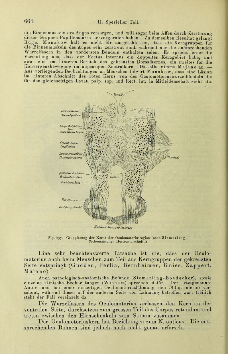 die Binnenmuskeln des Auges versorgen, und will sogar beim Affen durch Zerstörung dieser Gruppen Pupillenstarre hervorgerufen haben. Zu demselben Resultat gelangt Rüge. Monakow hält es nicht für ausgeschlossen, dass die Kerngruppen für die Binnenmuskeln des Auges sehr zerstreut sind, während nur die entsprechenden Wurzelfasern in den vordersten Bündeln enthalten seien. Er spricht ferner die Vermutung aus, dass der Rectus internus ein doppeltes Kerngebiet habe, und zwar eins im hinteren Bereich des gekreuzten Dorsalkernes, ein zweites für die Konvergenzbewegung im unpaarigen Zentralkern. Dasselbe nimmt Majano an. — Aus vorliegenden Beobachtungen an Menschen folgert Monakow, dass eine Läsion im hinteren Abschnitt des roten Kerns von den Oculomotoriuswurzelbündeln die für den gleichseitigen Levat. palp. sup. und Reet. int. in Mitleidenschaft zieht etc. Cfn/ral JAtdian. SaglttaVCern /a/era/grosszelliger OcüComotoausfCern ^tffuschler TrochJeari ^cuJamoloriush^rn. TrochieoTLsKerrL Vroc/Uearis /unl.ltangsbündei oord medianer ' ä'/etnulhgerjHern [Jinger- Westphal Scher Kern med iLlaltrait GruppeJ Fig, 257, Gruppierung der Kerne der Oculomotoriusregion (nach Siemerling). (Schematischer Horizontalschnitt,) Eine sehr beachtenswerte Tatsache ist die, dass der Oculo- motorius auch beim Menschen zum Teil aus Kerngruppen der gekreuzten Seite entspringt (Gudden, Perlia, Bernheimer, Knies, Zappert, Maj a no). Auch pathologisch-anatomische Befunde (Siemerling-Boedecker), sowie einzelne klinische Beobachtungen (Wishart) sprechen dafür. Der letztgenannte Autor fand bei einer einseitigen Oculomotoriuslähmung den Obliq. inferior ver- schont, während dieser auf der anderen Seite von Lähmung betroffen war; freilich steht der Fall vereinzelt da. Die Wurzelfasern des Oculomotorius verlassen den Kern an der ventralen Seite, durchsetzen zum grossen Teil das Corpus rotundum und treten zwischen den Hirnschenkeln zum Stamm zusammen. Der Oculomotoriuskern hat Beziehungen zum N. opticus. Die ent- sprechenden Bahnen sind jedoch noch nicht genau erforscht.