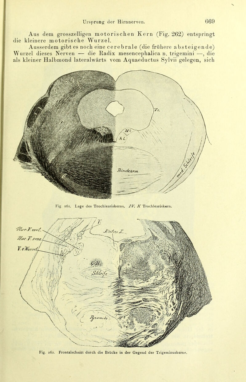 Aus dem grosszelligen motorischen Kern (Fig. 262) entspringt die kleinere motorische Wurzel. Ausserdem gibt es noch eine cerebrale (die frühere absteigende) Wurzel dieses Nerven — die Radix mesencephalica n. trigemini —, die als kleiner Halbmond lateralwärts vom Aquaeductus Sylvii gelegen, sich