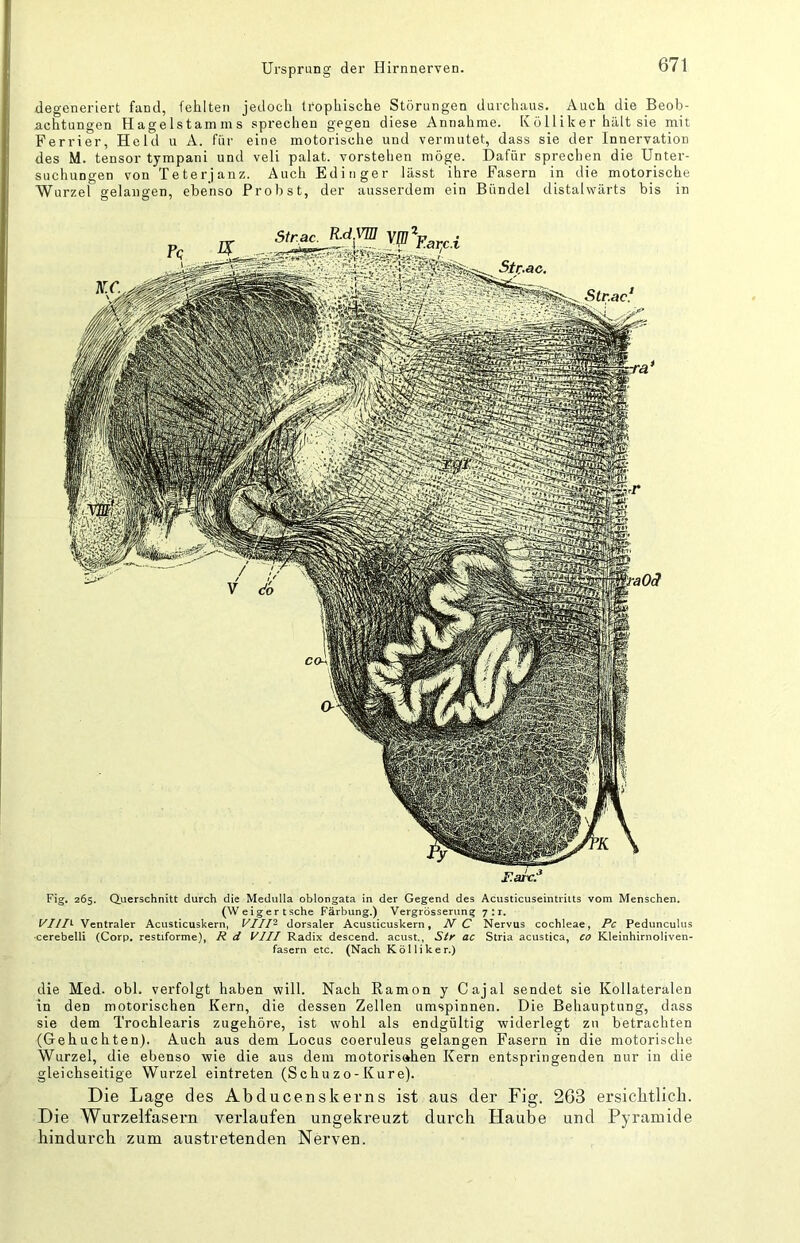 degeneriert fand, fehlten jedoch trophische Störungen durchaus. Auch die Beob- achtungen Hagelstamms sprechen gegen diese Annahme. Kölliker hält sie mit Ferrier, Held u A. für eine motorische und vermutet, dass sie der Innervation des M. tensor tympani und veli palat. vorstehen möge. Dafür sprechen die Unter- suchungen von Teterjanz. Auch Edinger lässt ihre Fasern in die motorische Wurzel gelangen, ebenso Probst, der ausserdem ein Bündel distalwärts bis in Fig, 265. Querschnitt durch die Medulla oblongata in der Gegend des Acusticuseintriits vom Menschen. (Weiger tsche Färbung.) Vergrösserung 7:1. VIII^ Ventraler Acusticuskern, yil!^ dorsaler Acusticuskern, J\T C Nervus cochleae, Pc Pedunculus •cerebelli (Corp. restiforme), R d VIII Radix descend. acust., Str ac Stria acustica, co Kleinhirnoliven- fasern etc. (Nach Kölliker.) die Med. obl. verfolgt haben will. Nach Ramon y Cajal sendet sie Kollateralen in den motorischen Kern, die dessen Zellen umspinnen. Die Behauptung, dass sie dem Trochlearis zugehöre, ist wohl als endgültig widerlegt zu betrachten (Gehuchten). Auch aus dem Locus coeruleus gelangen Fasern in die motorische Wurzel, die ebenso wie die aus dem motorisahen Kern entspringenden nur in die gleichseitige Wurzel eintreten (Schu zo- Kure). Die Lage des Abducenskerns ist aus der Fig. 263 ersichtlich. Die Wurzelfasern verlaufen ungekreuzt durch Haube und Pyramide hindurch zum austretenden Nerven.