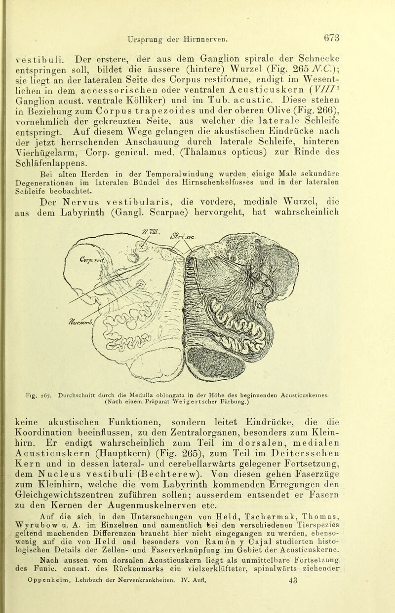 vestibuli. Der erstere, der aus dem Ganglion spirale der Scbnecke entspringen soll, bildet die äussere (hintere) Wurzel (Fig. 265W.C.); sie liegt an der lateralen Seite des Corpus restiforme, endigt im Wesent- lichen in dem accessorischen oder ventralen Acusticuskern (F///’ Ganglion acust. ventrale Kölliker) und im Tub. acustic. Diese stehen in Beziehung zum Corpus trapezoides und der oberen Olive (Fig. 266), vornehmlich der gekreuzten Seite, aus -welcher die laterale Schleife entspringt. Auf diesem Wege gelangen die akustischen Eindrücke nach der jetzt herrschenden Anschauung durch laterale Schleife, hinteren Vieriiügelarm, Corp. genicul. med. (Thalamus opticus) zur Rinde des Schläfenlappens. Bei alten Herden in der Temporalwindung wurden einige Male sekundäre Degenerationen im lateralen Bündel des Hirnschenkelfiisses und in der lateralen Schleife beobachtet. Der Nervus vestibularis, die vordere, mediale Wurzel, die aus dem Labyrinth (Gangl. Scarpae) hervorgeht, hat wahrscheinlich Fig. 267. Durchschnitt durch die Medulla oblongata in der Höhe des beginnenden Acusticuskernes. (Nach einem Präparat Weigertscher Färbung.) keine akustischen Funktionen, sondern leitet Eindrücke, die die Koordination beeinflussen, zu den Zentralorganen, besonders zum Klein- hirn. Er endigt wahrscheinlich zum Teil im dorsalen, medialen Acusticuskern (Hauptkern) (Fig. 265), zum Teil im Deitersschen Kern und in dessen lateral- und cerebellarwärts gelegener Fortsetzung, dem Nucleus vestibuli (Bechterew). Von diesen gehen Faserzüge zum Kleinhirn, welche die vom Labyrinth kommenden Erregungen den Gleichgewichtszentren zuführen sollen; ausserdem entsendet er Fasern zu den Kernen der Augenmuskelnerven etc. Auf die sich in den Untersuchungen von Held, Tschermak, Thomas, Wyrubow u. A. im Einzelnen und namentlich bei den verschiedenen Tierspezies geltend machenden Differenzen braucht hier nicht eingegangen zu -werden, ebenso- wenig auf die von Held und besonders von Ramön y Cajal studierten histo- logischen Details der Zellen- und Faserverknüpfung im Gebiet der Acusticuskerne. Nach aussen vom dorsalen Acusticuskern liegt als unmittelbare Fortsetzung des Funic. cuneat. des Rückenmarks ein vielzerklüfteter, spinalwärts ziehender Oppenheim, Lehrbuch der Nervenkrankheiten. IV. Aufl, 43