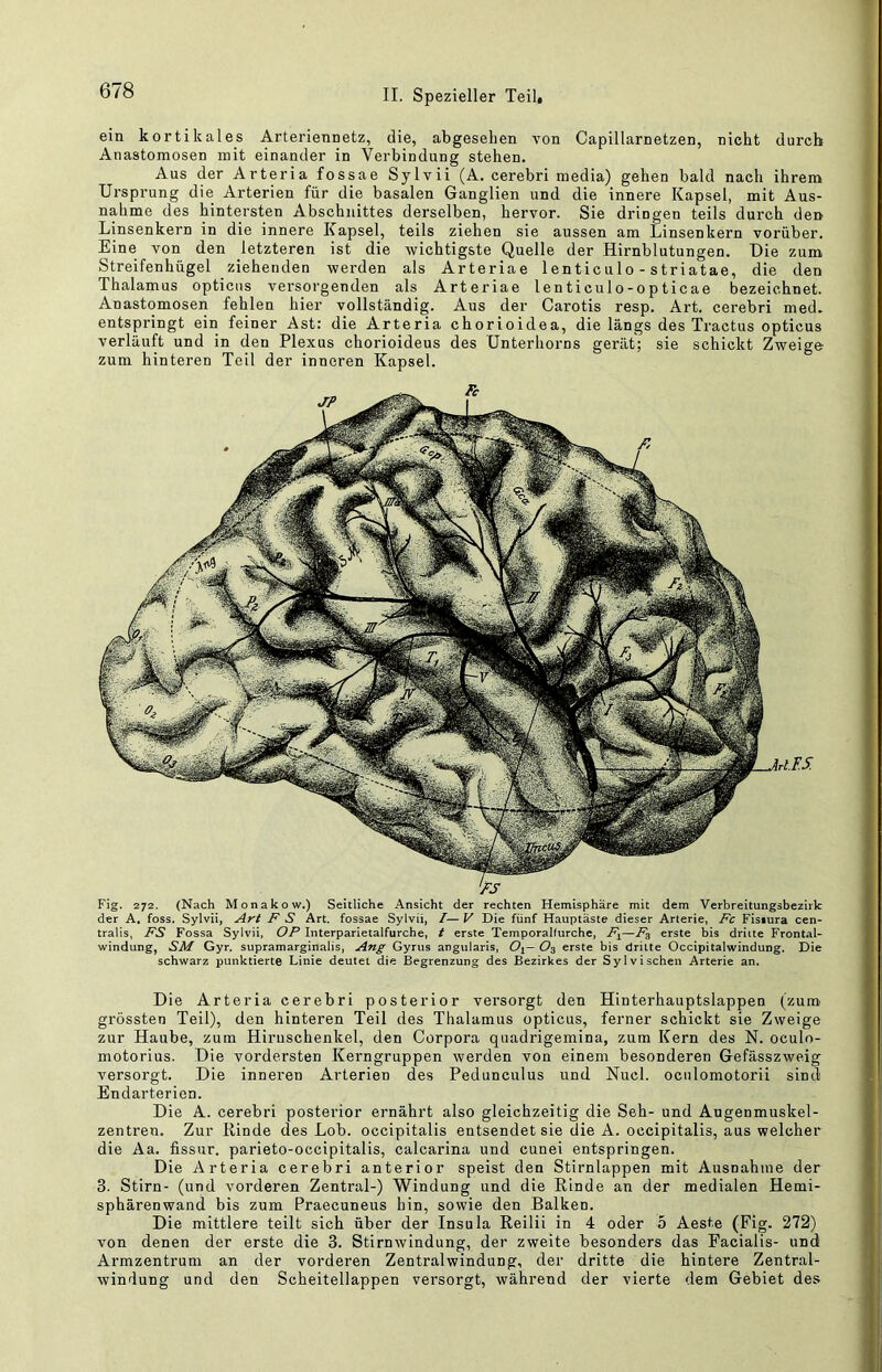 ein kortikales Arteriennetz, die, abgesehen von Capillarnetzen, nicht durch Anastomosen mit einander in Verbindung stehen. Aus der Arteria fossae Sylvii (A. cerebri media) gehen bald nach ihrem Ursprung die Arterien für die basalen Ganglien und die innere Kapsel, mit Aus- nahme des hintersten Abschnittes derselben, hervor. Sie dringen teils dui-ch den Linsenkern in die innere Kapsel, teils ziehen sie aussen am Linsenkern vorüber. Eine von den letzteren ist die wichtigste Quelle der Hirnblutungen. Die zum Streifenhügel ziehenden werden als Arteriae lenticulo - striatae, die den Thalamus opticus versorgenden als Arteriae lenticulo-opticae bezeichnet. Anastomosen fehlen hier vollständig. Aus der Carotis resp. Art. cerebri med. entspringt ein feiner Ast: die Arteria chorioidea, die längs des Tractus opticus verläuft und in den Plexus chorioideus des Unterhorns gerät; sie schickt Zweige zum hinteren Teil der inneren Kapsel. Fig. 272. (Nach Monakow.) Seitliche Ansicht der rechten Hemisphäre mit dem Verbreitungsbezirlc der A, foss, Sylvii, Art F S Art. fossae Sylvii, I— V Die fünf Hauptäste dieser Arterie, Fc Fisiura cen- tralis, FS Fossa Sylvii, OP Interparietalfurche, t erste Temporalfurche, F^—F^ erste bis dritte Frontal- windung, SM Gyr. supramarginalis, Ang Gyrus angularis, 0\— 0% erste bis dritte Occipitalwindung. Die schwarz punktierte Linie deutet die Begrenzung des Bezirkes der Sylvischen Arterie an. Die Arteria cerebri posterior versorgt den Hinterhauptslappen (zum^ grössten Teil), den hinteren Teil des Thalamus opticus, ferner schickt sie Zweige zur Haube, zum Hiruschenkel, den Corpora quadrigemina, zum Kern des N. oculo- motorius. Die vordersten Kerngruppen werden von einem besonderen Gefässzweig versorgt. Die inneren Arterien des Pedunculus und Nucl. oculomotorii sind Endarterien. Die A. cerebri posterior ernährt also gleichzeitig die Seh- und Augenmuskel- zentren. Zur Rinde des Lob. occipitalis entsendet sie die A. occipitalis, aus welcher die Aa. fissur. parieto-occipitalis, calcarina und cunei entspringen. Die Arteria cerebri anterior speist den Stirnlappen mit Ausnahme der 3. Stirn- (und vorderen Zentral-) Windung und die Rinde an der medialen Hemi- sphärenwand bis zum Praecuneus hin, sowie den Balken. Die mittlere teilt sich über der Insula Reilii in 4 oder 5 Aeste (Fig. 272) von denen der erste die 3. Stirnwindung, der zweite besonders das Facialis- und Armzentrum an der vorderen Zentralwindung, der dritte die hintere Zentral- windung und den Scheitellappen versorgt, während der vierte dem Gebiet des