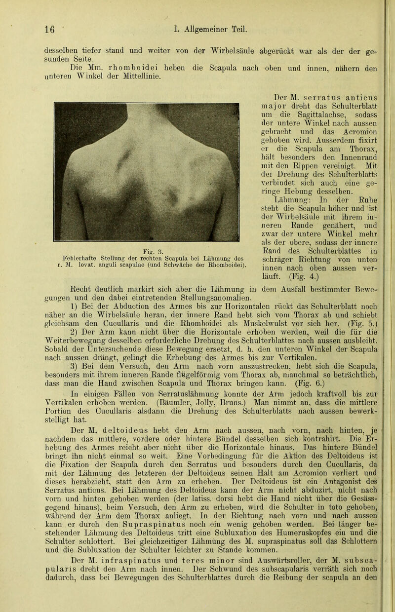 desselben tiefer stand und weiter von der Wirbelsäule abgerückt war als der der ge- sunden Seite Die Mm. rhomboidei beben die Scapula nach oben und innen, nähern den unteren Winkel der Mittellinie. Der M. serratus anticus major dreht das Schulterblatt um die Sagittalachse, sodass der untere Winkel nach aussen gebracht und das Acromion gehoben wird. Ausserdem fixirt er die Scapula am Thorax, hält besonders den Innenrand mit den Rippen vereinigt. Mit der Drehung des Schulterblatts verbindet sich auch eine ge- ringe Hebung desselben. Lähmung: In der Ruhe steht die Scapula höher und ist der Wirbelsäule mit ihrem in- neren Rande genähert, und zwar der untere Winkel mehr als der obere, sodass der innere Rand des Schulterblattes in schräger Richtung von unten innen nach oben aussen ver- läuft. (Fig. 4.) Recht deutlich markirt sich aber die Lähmung in dem Ausfall bestimmter Bewe- gungen und den dabei eintretenden Stellungsanomalien. 1) Bei der Abduction des Armes bis zur Horizontalen rückt das Schulterblatt noch näher an die Wirbelsäule heran, der innere Rand hebt sich vom Thorax ab und schiebt gleichsam den Cucullaris und die Rhomboidei als Muskelwulst vor sich her. (Fig. 5.) 2) Der Arm kann nicht über die Horizontale erhoben werden, weil die für die Weiterbewegung desselben erforderliche Drehung des Schulterblattes nach aussen ausbleibt. Sobald der Untersuchende diese Bewegung ersetzt, d. h. den unteren Winkel der Scapida nach aussen drängt, gelingt die Erhebung des Armes bis zur Vertikalen. 3) Bei dem Versuch, den Arm nach vorn auszustrecken, hebt sich die Scapula, besonders mit ihrem inneren Rande flügelförmig vom Thorax ab, manchmal so beträchtlich, dass man die Hand zwischen Scapula und Thorax bringen kann. (Fig. 6.) In einigen Fällen von Serratuslähmuug konnte der Arm jedoch kraftvoll bis zur Vertikalen erhoben werden. (Bäumler, Jolly, Bruus.) Man nimmt an, dass die mittlere Portion des Cucullaris alsdann die Drehung des Schulterblatts nach aussen bewerk- stelligt hat. Der M. deltoideus hebt den Arm nach aussen, nach vorn, nach hinten, je nachdem das mittlere, vordere oder hintere Bündel desselben sich kontrahirt. Die Er- hebung des Armes reicht aber nicht über die Horizontale hinaus. Das hintere Bündel bringt ihn nicht einmal so weit. Eine Vorbedingung für die Aktion des Deltoideus ist die Fixation der Scapula durch den Serratus und besonders durch den Cucullaris, da mit der Lähmung des letzteren der Deltoideus seinen Halt am Acromion verliert und dieses herabzieht, statt den Arm zu erheben. Der Deltoideus ist ein Antagonist des Serratus anticus. Bei Lähmung des Deltoideus kann der Arm nicht abduzirt, nicht nach vorn und hinten gehoben werden (der latiss. dorsi hebt die Hand nicht über die Gesäss- gegend hinaus), beim Versuch, den Arm zu erheben, wird die Schulter in toto gehoben, während der Arm dem Thorax anliegt. In der Richtung nach vorn und nach aussen kann er durch den Supraspinatus noch ein wenig gehoben werden. Bei länger be- stehender Lähmung des Deltoideus tritt eine Subluxation des Humeruskopfes ein und die Schlüter schlottert. Bei gleichzeitiger Lähmung des M. supraspinatus soll das Schlottern und die Subluxation der Schulter leichter zu Stande kommen. Der M. infraspinatus und teres minor sind Auswärtsroller, der M. subsca- pularis dreht den Arm nach innen. Der Schwund des subscapularis verräth sich noch dadurch, dass bei Bewegungen des Schulterblattes durch die Reibung der scapula an den Fig. 3. Fehlerhafte Stellung der rechten Scapula bei Lähmung des r. M. levat. anguli Scapulae (und Schwäche der Rhomboidei).