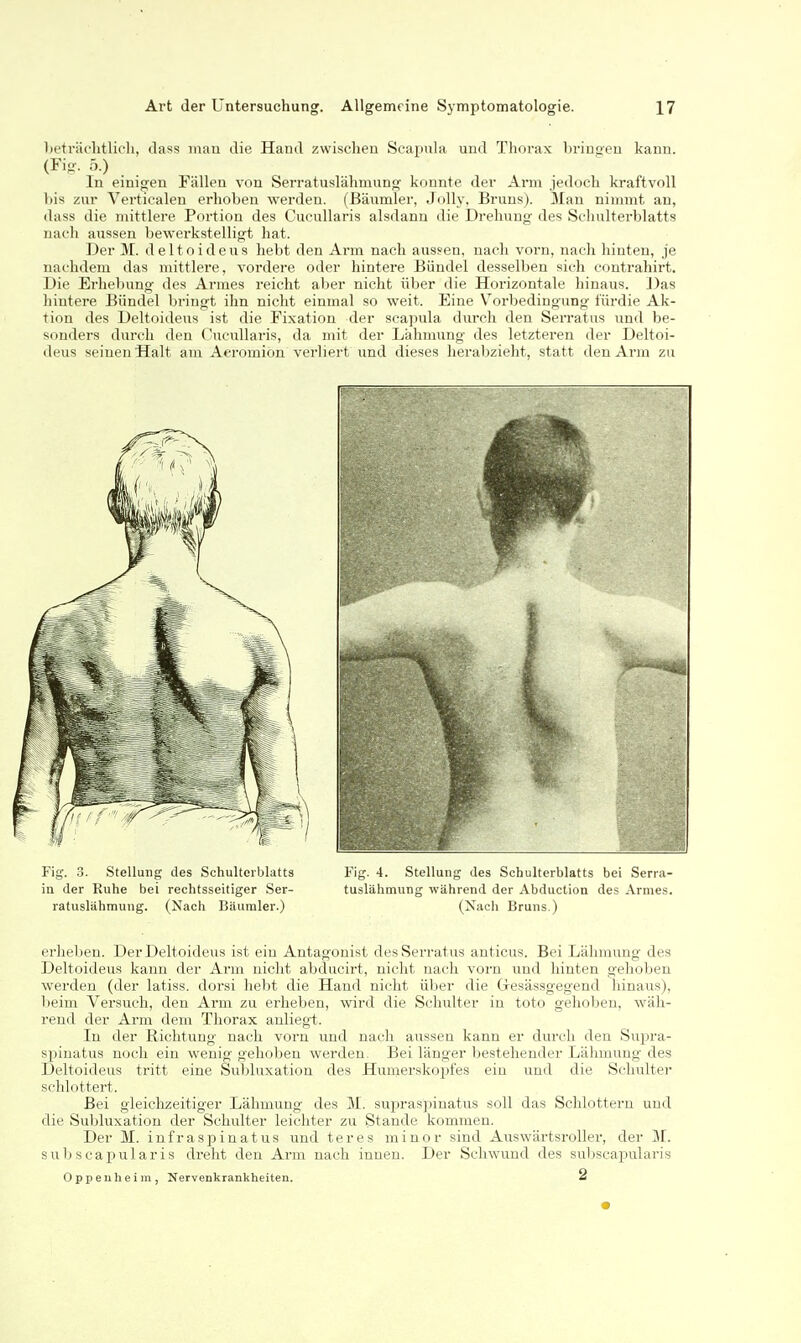 beträchtlich, dass man die Hand zwischen Scapula und Thorax bringen kann. (Fio-. ö.) In einigen Fällen von Serratuslähmung konnte der Arm jedoch kraftvoll bis zur Verticalen erhoben werden. (Bäumler, Jolly, Bruns). Man nimmt an, dass die mittlere Portion des Cucullaris alsdann die Drehung des Schulterblatts nach aussen bewerkstelligt hat. Der M. deltoideus hebt den Arm nach aussen, nach vorn, nach hinten, je nachdem das mittlere, vordere oder hintere Bündel desselben sich eontrahirt. Die Erhebung des Armes reicht aber nicht über die Horizontale hinaus. Das hintere Bündel bringt ihn nicht einmal so weit. Eine V^orbedingung i'ürdie Ak- tion des Deltoideus ist die Fixation der scapula durch den Serratus und be- sonders durch den Cucullaris, da mit der Lähmung des letzteren der Deltoi- deus seinen Halt am Aeromibn verliert und dieses herabzieht, statt den Arm zu Fig. 3. Stellung des Schulterblatts Fig. 4. Stellung des Schulterblatts bei Serra- in der Ruhe bei rechtsseitiger Ser- tuslähmung während der Abduction des Armes, ratuslahmung. (Nach Bäumler.) (Xacli Bruns.) erheben. Der Deltoideus ist ein Antagonist des Serratus auticus. Bei Lähmung des Deltoideus kann der Arm nicht abducirt, nicht nach vorn und hinten gehoben werden (der latiss. dorsi hebt die Hand nicht über die Gesässgegend hinaus), beim Versuch, den Arm zu erheben, wird die Schulter in toto gelioben, wäh- rend der Arm dem Thorax auliegi. In der Richtung nach vorn und nach aussen kann er durch den SujDra- spinatus noch ein wenig gehoben werden. Bei länger bestehender Lälimung des Deltoideus tritt eine Subluxation des Humerskopfes ein und die Schulter schlottert. Bei gleichzeitiger Lähmuug des M. suijras]5inatus soll das Schlottern und die Subluxation der Schulter leichter zu Stande kommen. Der M. infraspinatus und teres minor sind Auswärtsroller, der 31. subscaxJularis dreht den Arm nach innen. Der Schwund des sul)scapularis Oppenheim, Nervenkrankheiten. 2