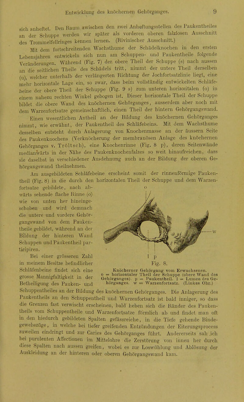 sich anheftet. Den Raum zwischen den zwei Anheftungsstellen des Paukentheiles an der Schuppe werden wir später als vorderen oberen falzlosen Ausschnitt des Trommelfellring-es kennen lei'nen. (Rivinischer Ausschnitt.) Mit dem fortschreitenden Wachsthume der Schädelknochen in den ersten Lebensjahren entwickeln sich nun am Schuppen- und Paukenlheile folgende Veränderungen. Während (Fig. 7) der, obere Theil der Schuppe (s) nach aussen an die seitlichen Theile des Schädels tritt, nimmt der untere Theil derselben (u), welcher unterhalb der verlängerten Richtung der Jochfortsatzhnie hegt, eine mehr horizontale Lage ein, so zwar, dass beim vollständig entwickelten Schläfe- beine der obere Theil der Schuppe (Fig. 9 s) zum unteren horizontalen (o) in einem nahezu rechten Winkel gebogen ist. Dieser horizontale Theil der Schuppe bildet die obere Wand des knöchernen Gehörganges, ausserdem aber noch mit dem Warzenfortsatze gemeinschaftlich, einen Theil der hintern Gehörgangswand. Einen wesentlichen Antheil an der Bildung des knöchernen Gehörganges nimmt, wie erwähnt, der Paukentheil des Schläfebeins. Mit dem Wachsthume desselben entsteht durch Anlagerung von Knochenmasse an der äussern Seite des Paukenknochens (Verknöcherung der membranösen Anlage des knöchernen Gehörganges v. Tröltsch), eine Knochenrinne (Fig. 8 p), deren Seitenwände medianwärts in der Nähe des Paukenknochenfalzes so weit hinaufreichen, dass sie daselbst in verschiedener Ausdehnung auch an der Bildung der oberen Ge- hörgangswand theilnehmen. Am ausgebildeten Schläfebeine erscheint somit der rinnenförmige Pauken- theil (Fig. 8) in die durch den horizontalen Theil der Schuppe und dem AVarzen- fortsatze gebildete, nach ab- wärts sehende flache Rinne (o) wie von unten her hineinge- schoben und wird demnach die untere und vordere Gehör- gangswand von dem Pauken- theile gebildet, während an der Bildung der hinteren Wand Schuppen und Pauk entheil par- ticipiren. Bei einer grösseren Zahl in meinem Besitze befmdlicher Schläfenbeine findet sich eine grosse Mannigfaltigkeit in der Betheiligung des Pauken- und Schuppentheiles an der Bildung des knöchernen Gehörganges. Die Anlagerung des Paukentheils an den Schuppentheil und Warzenfortsatz ist bald inniger, so dass die Grenzen fast verwischt erscheinen, bald heben sich die Ränder des Pauken- theiis vom Schuppentheile und Warzenfortsatze förmlich ab und findet man oft m den hiedurch gebildeten Spalten gefässreiche, in die Tiefe gehende Binde- gewebszüge, in welche bei tiefer greifenden Entzündungen der Eiterungsprocess zuweilen eindringt und zur Caries des Gehörganges führt. Andererseits sah .ich bei purulenten Affectionen im Mittelohre die Zerstörung von innen her durch diese Spalten nach aussen greifen, wobei es zur Loswühlung und Ablösung der Auskleidung an der hinteren oder oberen Gehörgangswand kam. o Fig. 8. Knöcherner Gehörgang- vom Erwachsenen. 0 = horizontaler Theil der Schuppe (obere Wand des Gehörganges), p = Paukentheil. 1 = Lumen des Ge- hörganges, w = Warzenfortsatz. (Linkes Ohr.)