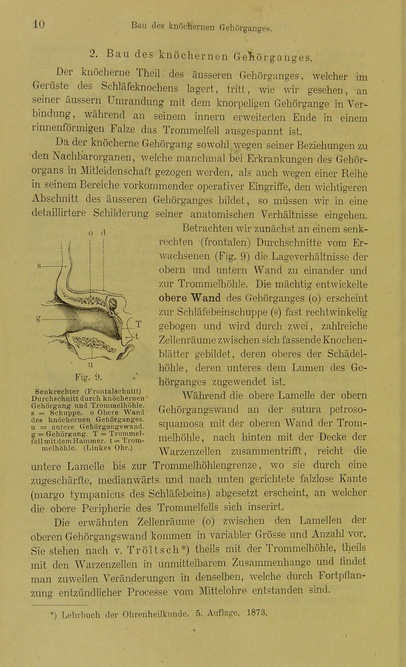 o <1 2. Bau des knöchernen GeThörganges. Der knöcherne Theil des äusseren Gehörganges, welcher im Gerüste des Schläfeknochens lagert, tritt, wie wir gesehen, an seiner äussern Umrandung mit dem knorpeligen Gehörgange in Ver- bindung, während an seinem Innern erweiterten Ende in einem rinnenförmigen Falze das Trommelfell ausgespannt ist. Da der knöcherne Gehörgang sowohl wegen seiner Beziehungen zu den Nachb'arorganen, welche manchmal bei Erkrankungen des Gehör- organs in Mitleidenschaft gezogen werden, als auch wegen einer Reihe in seinem Bereiche vorkommender operativer Eingriffe, den wichtigeren Abschnitt des äusseren Gehörganges bildet, so müssen wir in eine detaillirtere Schilderung seiner anatomischen Verhältnisse eingehen. Betrachten wir zunächst an einem senk- rechten (frontalen) Durchschnitte vom Er- wachsenen (Fig. 9) die Lageverhältnisse der obern und untern Wand zu einander und zur Trommelhöhle. Die mächtig entwickelte obere Wand des Gehörganges (o) erscheint zur Schläfebeinschuppe (s) fast rechtwinkelig gebogen und wird durch zwei, zahlreiche Zellenräume zwischen sich fassende Knochen- blätter gebildet, deren oberes der Schädel- höhle, deren unteres dem Lumen des Ge- hörganges zugewendet ist. Während die obere Lamelle der obern Gehörgangswand an der sutura petroso- squamosa mit der oberen Wand der Trom- melhöhle, nach hinten mit der Decke der Warzenzellen zusammentrifft, reicht die untere Lamelle bis zur Trommelhöhlengrenze, wo sie durch eine zugeschärfte, medianwärts und nach unten gerichtete falzlose Kante (margo tympanicus des Schläfebeins) abgesetzt erscheint, an welcher die obere Peripherie des Trommelfells sich inserirt. Die erwähnten Zellenräame (o) zwischen den Lamellen der oberen Gehörgangswand kommen in variabler Grösse und Anzalil vor. Sie stehen nach v. Tröltsch*) theils mit der Trommelhöhle, theils mit den Warzenzellen in unmittelbarem Zusammenhange und findet man zuweilen Veränderungen in denselben, welche durch Fortpflan- zung entzündlicher Processe vom Mittelohre entstanden sind. Senkrechter (Frontalschnitt) Durchschnitt durch knöchernen Gehörgang und Trommelhöhle, s = Schuppe. 0 Obere Wand des knöchernen Gehörganges, u = untere Gehörgangswand, g •=• Gehörg-ang. T = Trommel- fell mit dem Hammer, t = Trom- melhöhle. (Linkes Ohr.) *) Lehrbuch der Ohrenheilkunde. 5. Auflage. 1873.