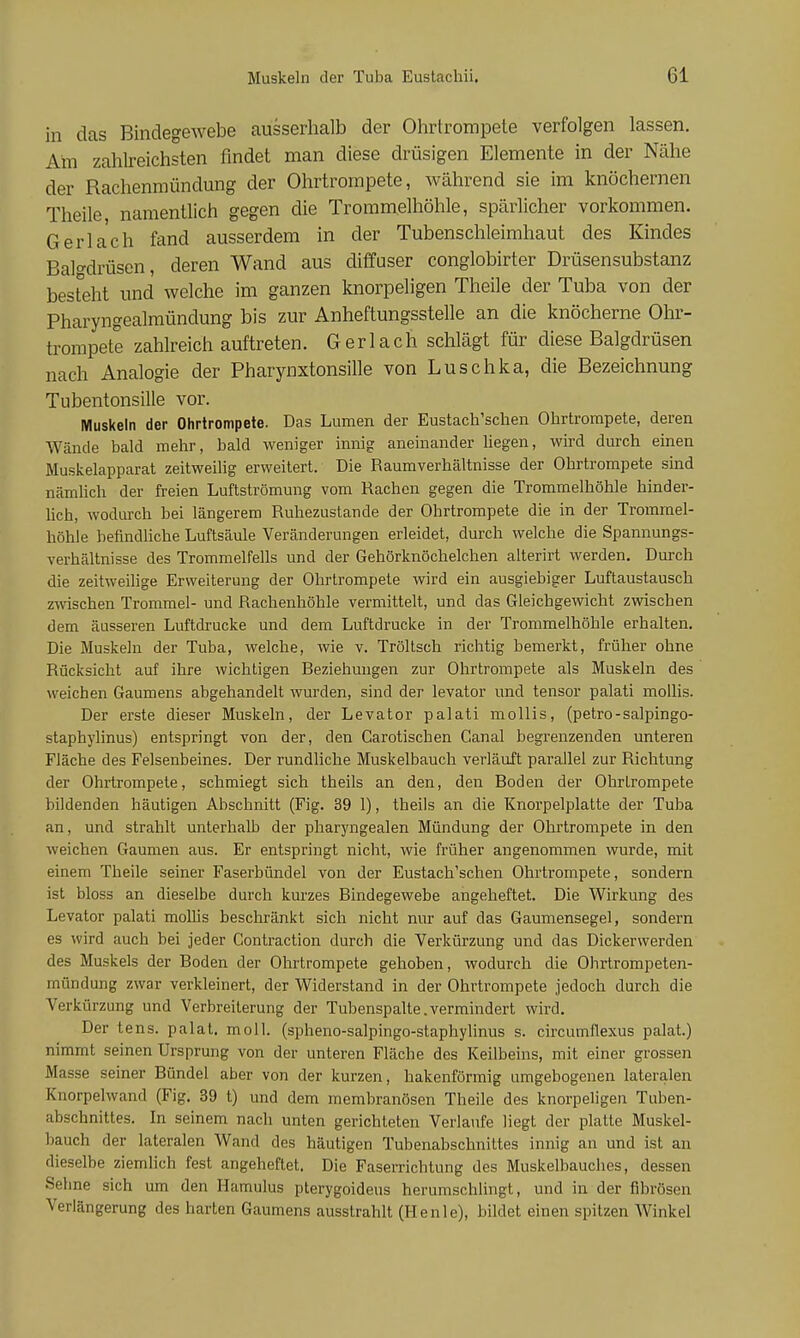 in das Bindegewebe ausserhalb der Ohrtrompete verfolgen lassen. Am zahlreichsten findet man diese drüsigen Elemente in der Nähe der Rachenmündung der Ohrtrompete, während sie im knöchernen Theile namentlich gegen die Trommelhöhle, spärlicher vorkommen. Ger lach fand ausserdem in der Tubenschleimhaut des Kindes Balo-drüsen, deren Wand aus diffuser conglobirter Drüsensubstanz besteht und welche im ganzen knorpeligen Theile der Tuba von der Pharyngealmündung bis zur Anheftungsstelle an die knöcherne Ohr- trompete zahlreich auftreten. Ger lach schlägt für diese Balgdrüsen nach Analogie der Pharynxtonsille von Luschka, die Bezeichnung Tubentonsille vor. Muskeln der Ohrtrompete. Das Lumen der Eustach'schen Ohrtrompete, deren Wände bald mehr, bald weniger innig aneinander liegen, wird durch einen Muskelapparat zeitweilig erweitert. Die Raum Verhältnisse der Ohrtrompete sind nämhch der freien Luftströmung vom Rachen gegen die Trommelhöhle bind er- heb, wodurch bei längerem Ruhezustände der Ohrtrompete die in der Trommel- höhle befindliche Luftsäule Veränderungen erleidet, durch welche die Spannungs- verhältnisse des Trommelfells und der Gehörknöchelchen alterirt werden. Durch die zeitweihge Erweiterung der Ohrtrompete wird ein ausgiebiger Luftaustausch zwischen Trommel- und Rachenhöhle vermittelt, und das Gleichgewicht zwischen dem äusseren Luftdrucke und dem Luftdrucke in der Trommelhöhle erhalten. Die Muskeln der Tuba, welche, wie v. Tröltsch richtig bemerkt, früher ohne Rücksicht auf ihre wichtigen Beziehungen zur Ohrtrompete als Muskeln des weichen Gaumens abgehandelt wurden, sind der levator und tensor palati mollis. Der erste dieser Muskeln, der Levator palati mollis, (petro-salpingo- staphylinus) entspringt von der, den Carotischen Canal begrenzenden unteren Fläche des Felsenbeines. Der rundliche Muskelbauch verläuft parallel zur Richtung der Ohrtrompete, schmiegt sich theils an den, den Boden der Ohrtrompete bildenden häutigen Abschnitt (Fig. 39 1), theils an die TCnorpelplatte der Tuba an, und strahlt unterhalb der pharyngealen Mündung der Ohrtrompete in den weichen Gaumen aus. Er entspringt nicht, wie früher angenommen wurde, mit einem Theile seiner Faserbündel von der Eustach'schen Ohrtrompete, sondern ist bloss an dieselbe durch kurzes Bindegewebe angeheftet. Die Wirkung des Levator palati mollis beschränkt sich nicht nur auf das Gaumensegel, sondern es wird auch bei jeder Contraction durch die Verkürzung und das Dickerwerden des Muskels der Boden der Ohrtrompete gehoben, wodurch die Ohrtrompeten- mflndung zwar verkleinert, der Widerstand in der Ohrtrompete jedoch durch die Verkürzung und Verbreiterung der Tubenspalte.vermindert wird. Der tens. palat. moll. (spheno-salpingo-staphylinus s. circumflexus palat.) nimmt seinen Ursprung von der unteren Fläche des Keilbeins, mit einer grossen Masse seiner Bündel aber von der kurzen, hakenförmig umgebogenen lateralen Knorpelwand (Fig. 39 t) und dem membranösen Theile des knorpeligen Tuben- abschnittes. In seinem nach unten gerichteten Verlaufe liegt der platte Muskel- bauch der lateralen Wand des häutigen Tubenabschnittes innig an und ist an dieselbe ziemlich fest angeheftet. Die Faserrichtung des Muskelbauches, dessen Sehne sich um den Hamulus pterygoideus herumschlingt, und in der fibrösen Verlängerung des harten Gaumens ausstrahlt (Henie), bildet einen spitzen Winkel