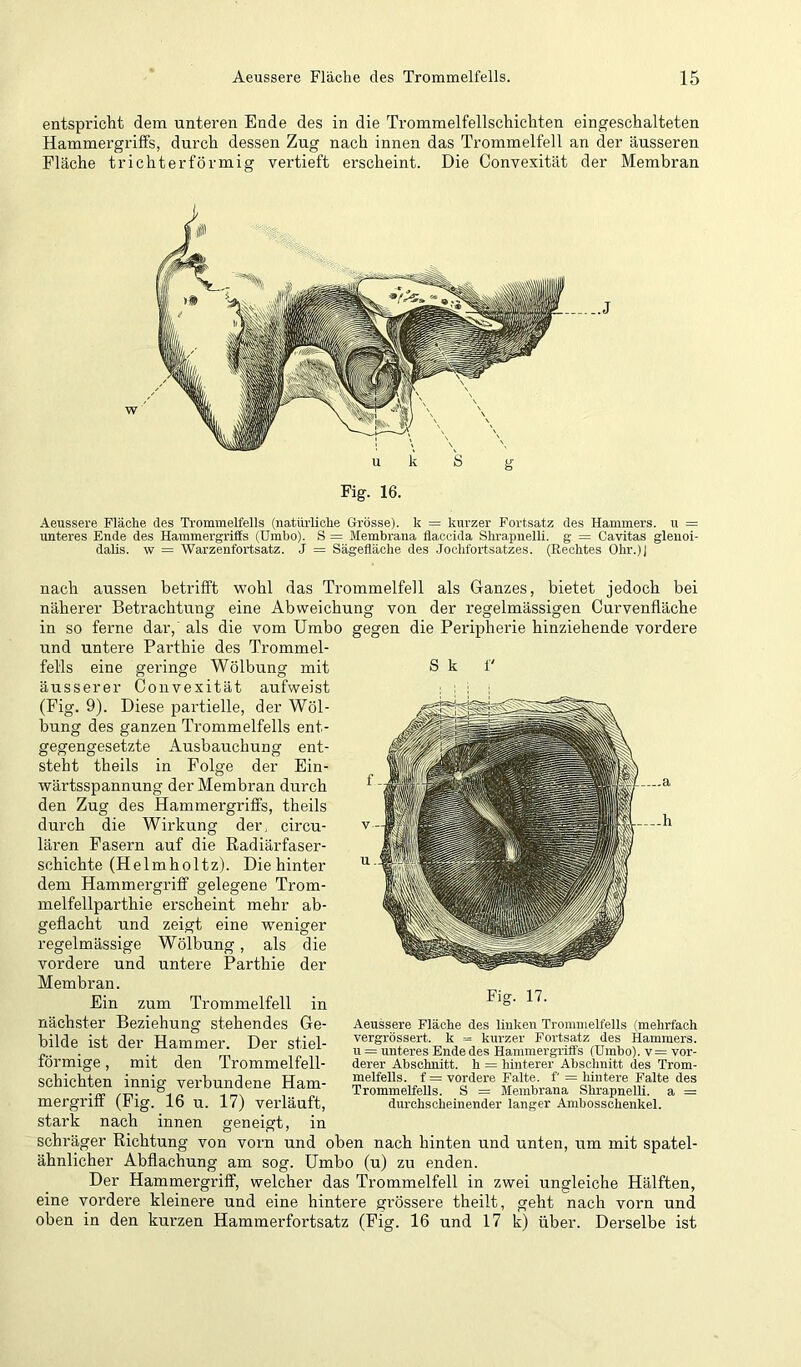 entspricht dem unteren Ende des in die Trommelfellschichten eingeschalteten Hammergriffs, durch dessen Zug nach innen das Trommelfell an der äusseren Fläche trichterförmig vertieft erscheint. Die Convexität der Membran Fig. 16. Aeussere Fläche des Trommelfells (natürliche Grösse), k = kurzer Fortsatz des Hammers, u = imteres Ende des Hammergriffs (Umbo). S = Membrana flaccida Shrapnelli. g = Cavitas glenoi- dalis. w = Warzenfortsatz. J = Sägefläohe des Joclifortsatzes. (Rechtes Ohr.)J nach aussen betrifft wohl das Trommelfell als Ganzes, bietet jedoch bei näherer Betrachtung eine Abweichung von der regelmässigen Curvenfläche in so ferne dar,’ als die vom Umbo gegen die Peripherie hinziehende vordere und untere Parthie des Trommel- fells eine geringe Wölbung mit äusserer Convexität aufweist (Fig. 9). Diese partielle, der Wöl- bung des ganzen Trommelfells ent- gegengesetzte Ausbauchung ent- steht theils in Folge der Ein- wärtsspannung der Membran durch den Zug des Hammergriffs, theils durch die Wirkung der. circu- lären Fasern auf die Radiärfaser- schichte (Helmholtz). Die hinter dem Hammergriff gelegene Trom- melfellparthie erscheint mehr ab- geflacht und zeigt eine weniger regelmässige Wölbung, als die vordere und untere Parthie der Membran. Ein zum Trommelfell in nächster Beziehung stehendes Ge- bilde ist der Hammer. Der stiel- förmige , mit den Trommelfell- Fig. 17. Aeussere Fläche des linken Trommelfells (mehrfach vergrössert. k = kurzer Fortsatz des Hammers, u = unteres Ende des Hammergriffs (Umbo). v= vor- derer Abschnitt, h = hinterer Abschnitt des Trom- melfells. f = vordere Falte, f = hintere Falte des Trommelfells. S = Membrana ShrapneUi. a — durchscheinender langer Ambosschenkel. schichten innig verbundene Ham- mergriff (Fig. 16 u. 17) verläuft, stark nach innen geneigt, in schräger Richtung von vorn und oben nach hinten und unten, um mit spatel- ähnlicher Abflachung am sog. Umbo (u) zu enden. Der Hammergriff, welcher das Trommelfell in zwei ungleiche Hälften, eine vordere kleinere und eine hintere grössere theilt, geht nach vorn und oben in den kurzen Hammerfortsatz (Fig. 16 und 17 k) über. Derselbe ist