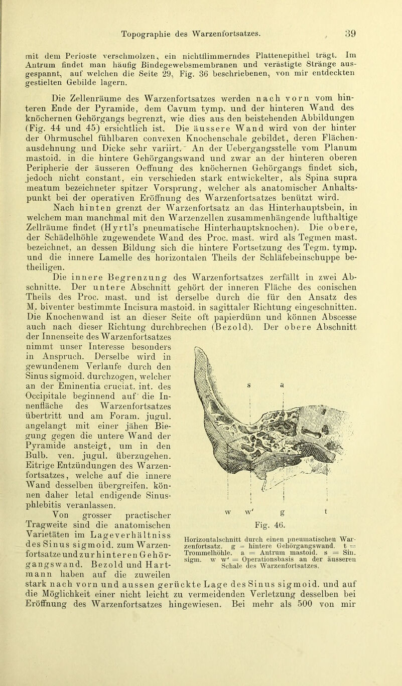 mit dem Perioste verschmolzen, ein nichtllimmenides Plattenepithel trägt. Im Autrum findet man häufig Bindegewebsmembranen und verästigte Stränge aus- gespannt, auf welchen die Seite 29, Fig. 36 beschriebenen, von mir entdeckten gestielten Gebilde lagern. Die Zellenräume des Warzenfortsatzes werden nach vorn vom hin- teren Ende der Pyramide, dem Cavum tymp. und der hinteren Wand des knöchernen Gehörgangs begrenzt, wie dies aus den beistehenden Abbildungen (Fig. 44 und 45) ersichtlich ist. Die äussere Wand wird von der hinter der Ohrmuschel fühlbaren convexen Knochenschale gebildet, deren Flächen- ausdehnung und Dicke sehr variirt.' An der Uebergangsstelle vom Planum mastoid. in die hintere Gehörgangswand und zwar an der hinteren oberen Peripherie der äusseren Oeffnung des knöchernen Gehörgangs findet sich, jedoch nicht constant, ein verschieden stark entwickelter, als Spina supra meatum bezeichneter spitzer Vorsprung, welcher als anatomischer Anhalts- punkt bei der operativen Eröflnung des Warzenfortsatzes benützt wird. Nach hinten grenzt der Warzenfortsatz an das Hinterhauptsbein, in welchem man manchmal mit den Warzenzellen zusammenhängende lufthaltige Zellräume findet (Hyrtl’s pneumatische Hinterhauptsknochen). Die obere, der Schädelhöhle zugewendete Wand des Proc. mast, wird als Tegmen mast, bezeichnet, an dessen Bildung sich die hintere Fortsetzung des Tegm. tymp. und die innere Lamelle des horizontalen Theils der Schläfebeinschuppe be- theiligen. Die innere Begrenzung des Warzenfortsatzes zerfällt in zwei Ab- schnitte. Der untere Abschnitt gehört der inneren Fläche des conischen Theils des Proc. mast, und ist derselbe durch die für den Ansatz des M, biventer bestimmte Incisura mastoid. in sagittaler Eichtung eingeschnitten. Die Knochenwand ist an dieser Seite oft papierdünn und können Abscesse auch nach dieser Richtung durchbrechen (Bezold). Der obere Abschnitt der Innenseite des Warzenfortsatzes nimmt unser Interesse besonders in Anspruch. Derselbe wird in gewundenem Verlaufe durch den Sinus sigmoid. durchzogen, welcher an der Eminentia cruciat. int. des Occipitale beginnend auf' die In- nenfläche des Warzenfortsatzes Übertritt und am Foram. jugul. angelangt mit einer jähen Bie- gung gegen die untere Wand dei- Pyramide ansteigt, um in den Bulb. ven. jugul. überzugehen. Eitrige Entzündungen des Warzen- fortsatzes , welche auf die innere Wand desselben übergreifen, kön- nen daher letal endigende Sinus- phlebitis veranlassen. Von grosser practischer Tragweite sind die anatomischen Varietäten im Lageverhältniss des Sinus sigmoid. zum Warzen- fortsatze undzur hinteren Gehör- gangswand. Bezold und Hart- mann haben auf die zuweilen stark nach vorn und aussen gerückte Lage des Sinus sigmoid. und auf die Möglichkeit einer nicht leicht zu vermeidenden Verletzung desselben bei Eröffnung des Warzenfortsatzes hingewiesen. Bei mehr als 500 von mir vv w g t Fig. 46. Horizontalsohuitt dui’ch einen pneumatischen Wai'- zenfortsatz. g = hintere Gehöi'gangswand. t = Trommelhöhle, a = Antrum mastoid. s = Sin. sigm. w w' = Operationsbasis au der äusseren Schale des Warzenfortsatzes.