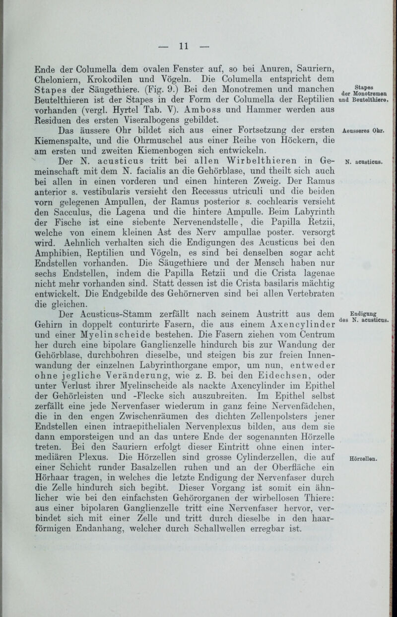 Ende der Columella dem ovalen Fenster auf, so bei Anuren, Sauriern, Cheloniern, Krokodilen und Vögeln. Die Columella entspricht dem Stapes der Säugethiere. (Fig. 9.) Bei den Monotremen und manchen Beutelthieren ist der Stapes in der Form der Columella der Reptilien vorhanden (vergl. Hyrtel Tab. V). Amboss und Hammer werden aus Residuen des ersten Viseralbogens gebildet. Das äussere Ohr bildet sich aus einer Fortsetzung der ersten Kiemenspalte, und die Ohrmuschel aus einer Reihe von Höckern, die am ersten und zweiten Kiemenbogen sich entwickeln. Der N. acusticus tritt bei allen Wirbelthieren in Ge- meinschaft mit dem N. facialis an die Gehörblase, und theilt sich auch bei allen in einen vorderen und einen hinteren Zweig. Der Ramus anterior s. vestibularis versieht den Recessus utriculi und die beiden vorn gelegenen Ampullen, der Ramus posterior s. cochlearis versieht den Sacculus, die Lagena und die hintere Ampulle. Beim Labyrinth der Fische ist eine siebente Nervenendstelle, die Papilla Retzii, welche von einem kleinen Ast des Nerv ampullae poster. versorgt wird. Aehnlich verhalten sich die Endigungen des Acusticus bei den Amphibien, Reptilien und Vögeln, es sind bei denselben sogar acht Endstellen vorhanden. Die Säugethiere und der Mensch haben nur sechs Endstellen, indem die Papilla Retzii und die Crista lagenae nicht mehr vorhanden sind. Statt dessen ist die Crista basilaris mächtig entwickelt. Die Endgebilde des Gehörnerven sind bei allen Vertebraten die gleichen. Der Acusticus-Stamm zerfällt nach seinem Austritt aus dem Gehirn in doppelt conturirte Fasern, die aus einem Axencylinder und einer Myelin scheide bestehen. Die Fasern ziehen vom Centrum her durch eine bipolare Ganglienzelle hindurch bis zur Wandung der Gehörblase, durchbohren dieselbe, und steigen bis zur freien Innen- wandung der einzelnen Labyrinthorgane empor, um nun, entweder ohne jegliche Veränderung, wie z. B. bei den Eidechsen, oder unter Verlust ihrer Myelinscheide als nackte Axencylinder im Epithel der Gehörleisten und -Flecke sich auszubreiten. Im Epithel selbst zerfällt eine jede Nervenfaser wiederum in ganz feine Nervenfädchen, die in den engen Zwischenräumen des dichten Zellenpolsters jener Endstellen einen intraepithelialen Nervenplexus bilden, aus dem sie dann emporsteigen und an das untere Ende der sogenannten Hörzelle treten. Bei den Sauriern erfolgt dieser Eintritt ohne einen inter- mediären Plexus. Die Hörzellen sind grosse Cylinderzellen, die auf einer Schicht runder Basalzellen ruhen und an der Oberfläche ein Hörhaar tragen, in welches die letzte Endigung der Nervenfaser durch die Zelle hindurch sich begibt. Dieser Vorgang ist somit ein ähn- licher wie bei den einfachsten Gehörorganen der wirbellosen Thiere: aus einer bipolaren Ganglienzelle tritt eine Nervenfaser hervor, ver- bindet sich mit einer Zelle und tritt durch dieselbe in den haar- förmigen Endanhang, welcher durch Schallwellen erregbar ist. Stapes der Monotremen und Beutelthiere. Aeusseres Ohr. N. acusticus. Endigung des N. acusticus. Hörzellen.